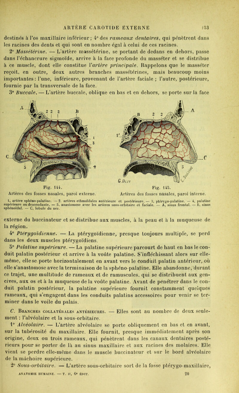 destinés à l’os maxillaire inférieur; ¥ des rameaux dentaires, qui pénètrent dans les racines des dents et qui sont en nombre égal à celui de ces racines. 2“ Massétérine. — L’artère massétérine, se portant de dedans en dehors, passe dans l’échancrure sigmoïde, arrive à la face profonde du masséter et se distribue à ce muscle, dont elle constitue Yarlère principale. Rappelons que le masséter reçoit, en outre, deux autres branches massétérines, mais beaucoup moins importantes : l’une, inférieure, provenant de l’artère faciale ; l’autre, postérieure, fournie par la transversale de la face. 3 Buccale, — L’artère buccale, oblique en bas et en dehors, se porte sur la face 3 4 Fig. 144. Fig. 145. Artères des fosses nasales, paroi externe. Artères des fosses nasales, paroi interne. 1, artère sphéno-palatine. — 2. artères ethmoïdales antérieure et postérieure. — 3, ptérygo-palatine. — 4, palatine supérieure ou descendante. — 5, anastomose avec les artères sous-orbitaire et faciale. — A, sinus frontal. — B, sinus sphénoïdal. — C, lobule du nez. externe du buccinateur et se distribue aux muscles, à la peau et à la muqueuse de la région. ¥ Ptérygoïdienne. — La ptérygoïdienne, presque toujours multiple, se perd dans les deux muscles ptérygoïdiens. 5° Palatine supérieure. — La palatine supérieure parcourt de haut en has le con- duit palatin postérieur et arrive à la voûte palatine. S’infléchissant alors sur elle- même, elle se porte horizontalement en avant vers le conduit palatin antérieur, où elle s’anastomose avec la terminaison de la sphéno-palatine. Elle abandonne, durant ce trajet, une multitude de rameaux et de ramuscules, qui se distribuent aux gen- cives, aux os et à la muqueuse de la voûte palatine. Avant de pénétrer dans le con- duit palatin postérieur, la palatine supérieure fournit constamment quelques rameaux, qui s’engagent dans les conduits palatins accessoires pour venir se ter- miner dans le voile du palais. C. Branches collatérales antérieures. — Elles sont au nombre de deux seule- ment : l’alvéolaire et la sous-orbitaire. ¥ Alvéolaire. — L’artère alvéolaire se porte obliquement en bas et en avant, sur la tubérosité du maxillaire. Elle fournit, presque immédiatement après son origine, deux ou trois rameaux, qui pénètrent dans les canaux dentaires posté- rieurs pour se porter de là au sinus maxillaire et aux racines des molaires. Elle vient se perdre elle-même dans le muscle buccinateur et sur le bord alvéolaire de la mâchoire supérieure. 2° Sous-orbitaire. — L’artère sous-orbitaire sort de la fosse ptérygo-maxillaire, ANATOMIE HUMAINE. —T. H, 6® ÉDTT. 20