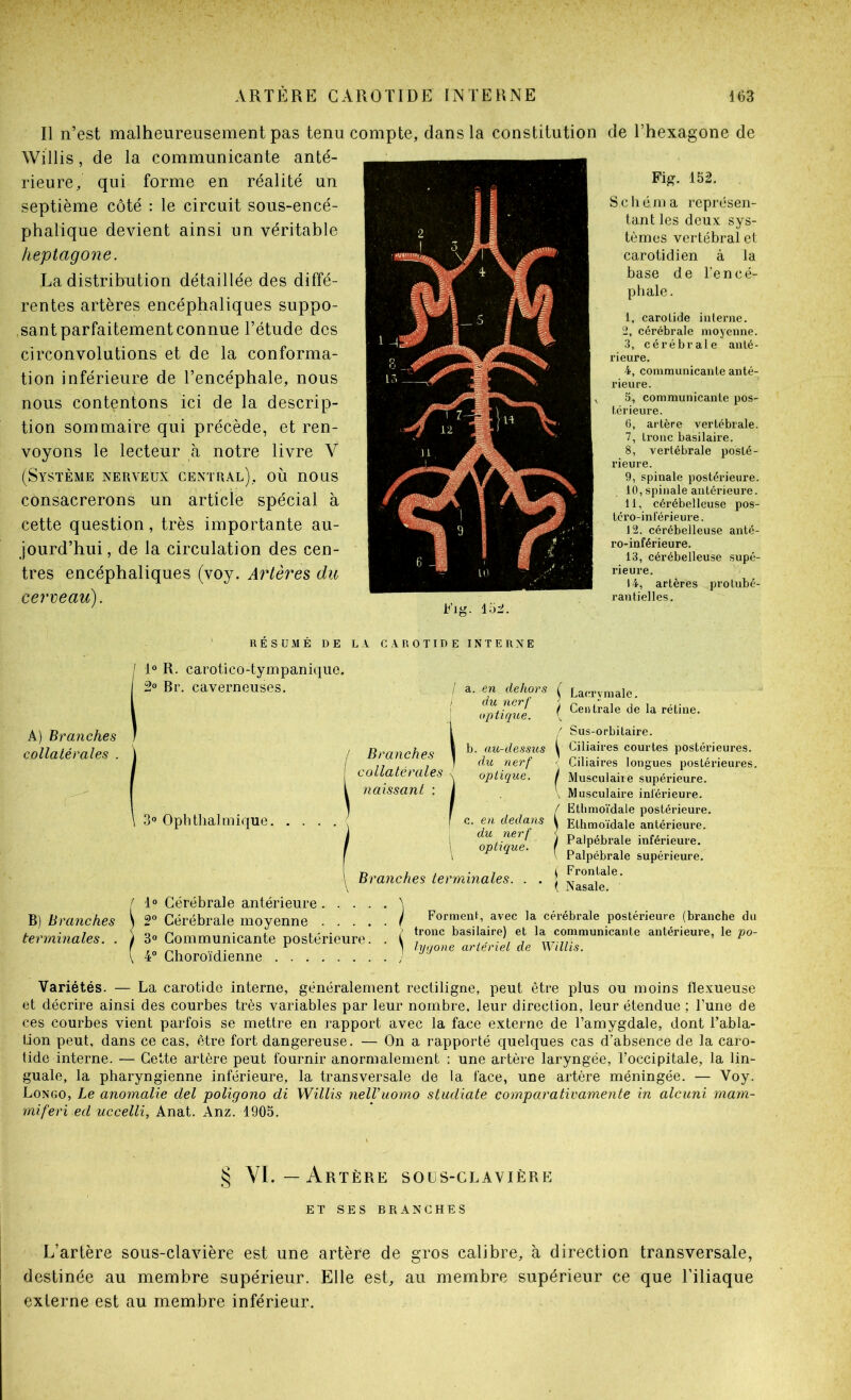Il n’est malheureusement pas tenu compte, Willis, de la communicante anté- rieure, qui forme en réalité un septième côté : le circuit sous-encé- phalique devient ainsi un véritable heptagone. La distribution détaillée des diffé- rentes artères encéphaliques suppo- ,sant parfaitement connue l’étude des circonvolutions et de la conforma- tion inférieure de l’encéphale, nous nous contentons ici de la descrip- tion sommaire qui précède, et ren- voyons le lecteur tà notre livre V (Système nerveux central), où nous consacrerons un article spécial à cette question , très importante au- jourd’hui, de la circulation des cen- tres encéphaliques (voy. Artères du cerveau). dans la constitution de l’hexasone de Fi^. 152. Sellé ma représen- tant les deux sys- tèmes vertébral et carotidien à la base de l'encé- phale. Vi'\ % * * r: 1, carotide interne. 2, céi’ébrale moyenne. 3, cérébrale anté- rieure. 4, communicante anté- rienre. 5, communicante pos- térieure. 6, artère vertébrale. 7, tronc basilaire. 8, vertébrale posté- rieure. 9, spinale postérieure. 10, spinale antérieure. 11, cérébelleuse pos- téro-inférieure. 12, cérébelleuse anté- ro-inférieure. 13, cérébelleuse supé- rieure. 14, artères protubé- rantielles. A) Branches collatérales . B) Branches terminales. . RESUME DE LA CAROTIDE INTERNE 1“ R. carotico-tympaniqiie. 2» Br. caverneuses. / a. en dehors ( Lacrvmale, ! f^Uque ^ Centrale de la rétine. / Sus-orbitaire. / Branches ! ^ Ciliaires courtes postérieures. ,, , ! du nerf ' Ciliaires longues postérieures. COUaleraies x optique. / Musculaire supérieure. naissant : j ^ Musculaire inférieure. I / Ëthmoïdale postérieure. 3° Opbthalmique I c. en dedans \ Ëthmoïdale antérieure. i Pajpébrale i„téneu.e. f i V Palpébrale supérieure. ( Branches terminales. . . | yasak^^ 1“ Cérébrale antérieure \ 2° Cérébrale moyenne i Forment, avec la cérébrale postérieure (branche du 30 Communicante postérieure: : basilaire) et la communicante antérieure, le /m- 4» Choroïdienne , ly.jone a.ienel d. Variétés. — La carotide interne, généralement rectiligne, peut être plus ou moins flexueuse et décrire ainsi des courbes très variables par leur nombre, leur direction, leur étendue ; l’une de ces courbes vient parfois se mettre en rapport avec la face externe de l’amygdale, dont Tabla- Lion peut, dans ce cas, être fort dangereuse. — On a rapporté quelques cas d’absence de la caro- tide interne. — Cette artère peut fournir anormalement : une artère laryngée, l’occipitale, la lin- guale, la pharyngienne inférieure, la transversale de la face, une artère méningée. — Voy. Longo, Le anomalie ciel poligono di Willis nelVuomo studiate comparativamente in alciini mam- rniferi ed uccelli, Anat. Anz. 1905. § YL—Artère soüs-glavière ET SES BRANCHES L’artère sous-clavière est une artère de gros calibre, à direction transversale, destinée au membre supérieur. Elle est, au membre supérieur ce que l’iliaque externe est au membre inférieur.