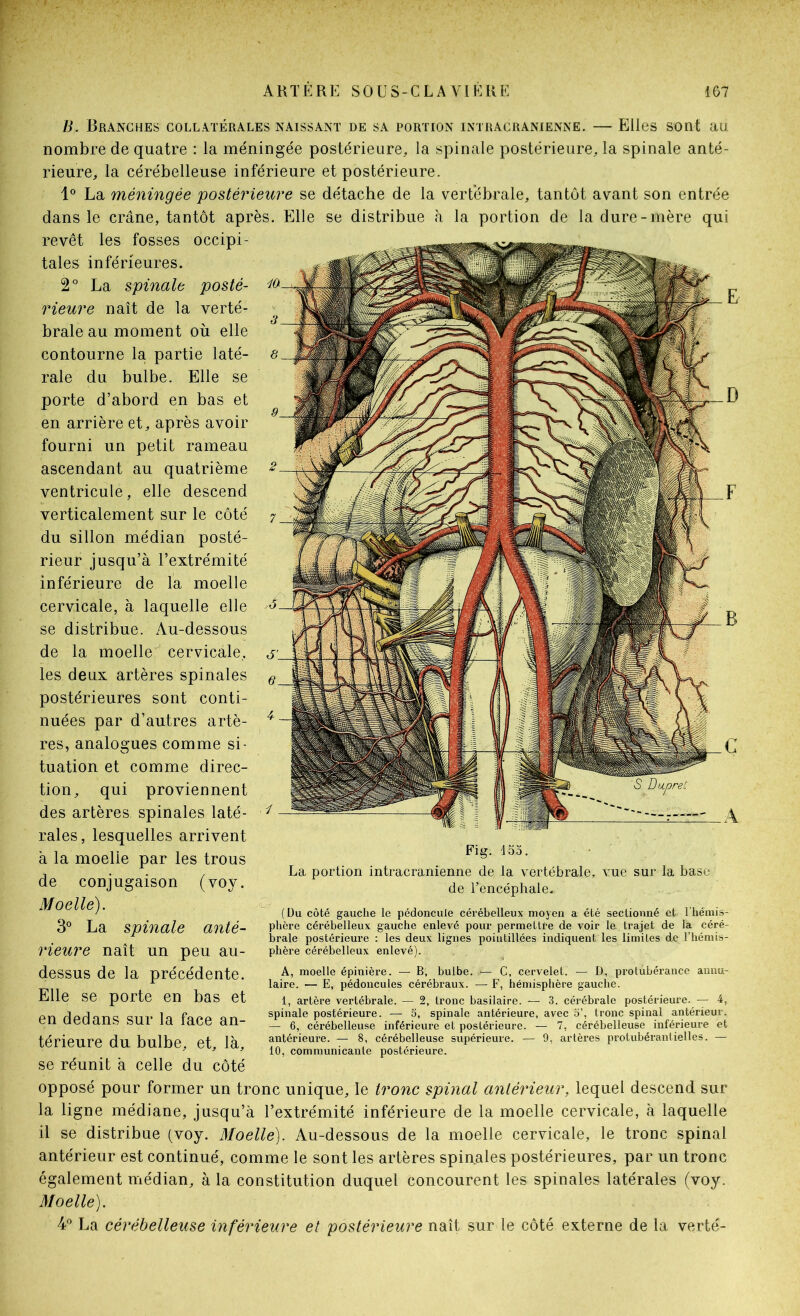 B. Branches collatérales naissant de sa portion intracrânienne. — Elles sont au nombre de quatre : la méningée postérieure, la spinale postérieure, la spinale anté- rieure, la cérébelleuse inférieure et postérieure. La méningée postérieure se détache de la vertébrale, tantôt avant son entrée dans le crâne, tantôt après. Elle se distribue h la portion de la dure-mère qui revêt les fosses occipi- tales inférieures. 2° La spinale posté- rieure naît de la verté- brale au moment où elle contourne la partie laté- rale du bulbe. Elle se porte d’abord en bas et en arrière et, après avoir fourni un petit rameau ascendant au quatrième ventricule, elle descend verticalement sur le côté du sillon médian posté- rieur jusqu’à l’extrémité inférieure de la moelle cervicale, à laquelle elle se distribue. Au-dessous de la moelle cervicale, les deux artères spinales postérieures sont conti- nuées par d’autres artè- res, analogues comme si- tuation et comme direc- tion, qui proviennent des artères spinales laté- rales, lesquelles arrivent à la moelle par les trous de conjugaison (voy. Moelle). 3” La spinale anté- rieure naît un peu au- dessus de la précédente. Elle se porte en bas et en dedans sur la face an- térieure du bulbe, et, là, se réunit à celle du côté opposé pour former un tronc unique, le tronc spinal antérieur, lequel descend sur la ligne médiane, jusqu’à l’extrémité inférieure de la moelle cervicale, à laquelle il se distribue (voy. Moelle). Au-dessous de la moelle cervicale, le tronc spinal antérieur est continué, comme le sont les artères spin.ales postérieures, par un tronc également médian, à la constitution duquel concourent les spinales latérales (voy. Moelle). ¥ La cérébelleuse inférieure et postérieure naît sur le côté externe de la verté- Fig. 455. La portion intracrânienne de la vertébrale, vue sur la base de Tencéphale. ( Du côté gauche le pédoncule cérébelleux moyen a été sectionné et l'hémis- phère cérébelleux gauche enlevé pour permettre de voir le trajet de la céré- brale postérieure : les deux lignes poiutillées indiquent les limites de l’hémis- phère cérébelleux enlevé). A, moelle épinière. — B, bulbe. — C, cervelet. — D, protubérance annu- laire. — E, pédoncules cérébraux. — F, hémisphère gauche. 1, artère vertébrale. — 2, tronc basilaire. — 3. cérébrale postérieure. — 4, spinale postérieure. — 5, spinale antérieure, avec 5’, tronc spinal antérieur. — 6, cérébelleuse inférieure et postérieure. — 7, cérébelleuse inférieure et antérieure. — 8, cérébelleuse supérieure. — 9, artères protubérantielles. — 10, communicante postérieure.