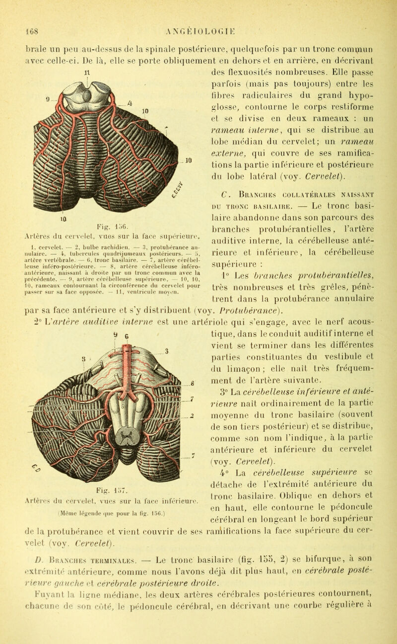 braie un peu au-dessus de la spinale postérieure, quelquefois par un tronc comipun avec celle-ci. De là, elle se porte obliquement en dehors et en arrière, en décrivant Il des flexuosités nombreuses. Elle passe parfois (mais pas toujours) entre les 10 Fig. i:i6. Artères du cervelet, vues sur la l'ace supérieur!'. 1, cervelet. — 2, bulbe rachidien. — .3, protubérance an- nulaire. — 4, tubercules quadrijumeaux postérieurs. — 5, artère vertébrale. — 6, tronc basilaire. — 7, artère cérébel- leuse inféro-postérieure. — 8, artère cérébelleuse inl'éro- antérieure, naissant à droite par un tronc commun avec la précédente. — 9, artère cérébelleuse supérieure. — 10, 10, 10, rameaux contournant la circonférence du cervelet pour passer sur sa face op[)Osée. — 11, ventricule moy<‘u. fibres radiculaires du grand hypo- glosse, contourne le corps restiforme et se divise en deux rameaux : un rameau interne, qui se distribue au lobe médian du cervelet; un rameau externe, qui couvre de ses ramifica- tions la partie inférieure et postérieure du lobe latéral (voy. Cervelet). C. Branches collatérales naiss.ant DU TRONC RAsiLAiRE. — Le tronc basi- laire abandonne dans son parcours des branches protubérantielles, l’artère auditive interne, la cérébelleuse anté- rieure et inférieure, la cérébelleuse supérieure : 1° Les branches protubérantielles, très nombreuses et très grêles, pénè- trent dans la protubérance annulaire par sa face antérieure et s’y distribuent ( voy. Protubérance). L'artère auditive interne est une artériole qui s’engage, avec le nerf acous- y g tique, dans le conduit auditif interne et Fig. 157. Artères du cervelet, vues sur la face inférieure. 'Même légende (jue pour la fig. 156.) de la protubérance et vient couvrir de ses velet (voy. Cervelet). vient se terminer dans les différentes parties constituantes du vestibule et du limaçon ; elle naît très fréquem- ment de l’artère suivante. 3° La cérébelleuse inférieure et anté- rieure naît ordinairement de la partie moyenne du tronc basilaire (souvent de son tiers postérieur) et se distribue, comme son nom l’indique, à la partie antérieure et inférieure du cervelet (voy. Cervelet). 4° La cérébelleuse supérieure se détache de l’extrémité antérieure du tronc basilaire. Oblique en dehors et en haut, elle contourne le pédoncule cérébral en longeant le bord supérieur ramifications la face supérieure du cer- D. Branches terminales. — Le tronc basilaire (fig. loo, H) se bifurque, à son extrémité antérieure, comme nous l’avons déjà dit plus haut, en cérébrale posté- rieure gauche et cérébrale postérieure droite. E’uyant la ligne médiane, les deux artères cérébrales postérieures contournent, chacune de son cùté, le pédoncule cérébral, en décrivant une courbe régulière a