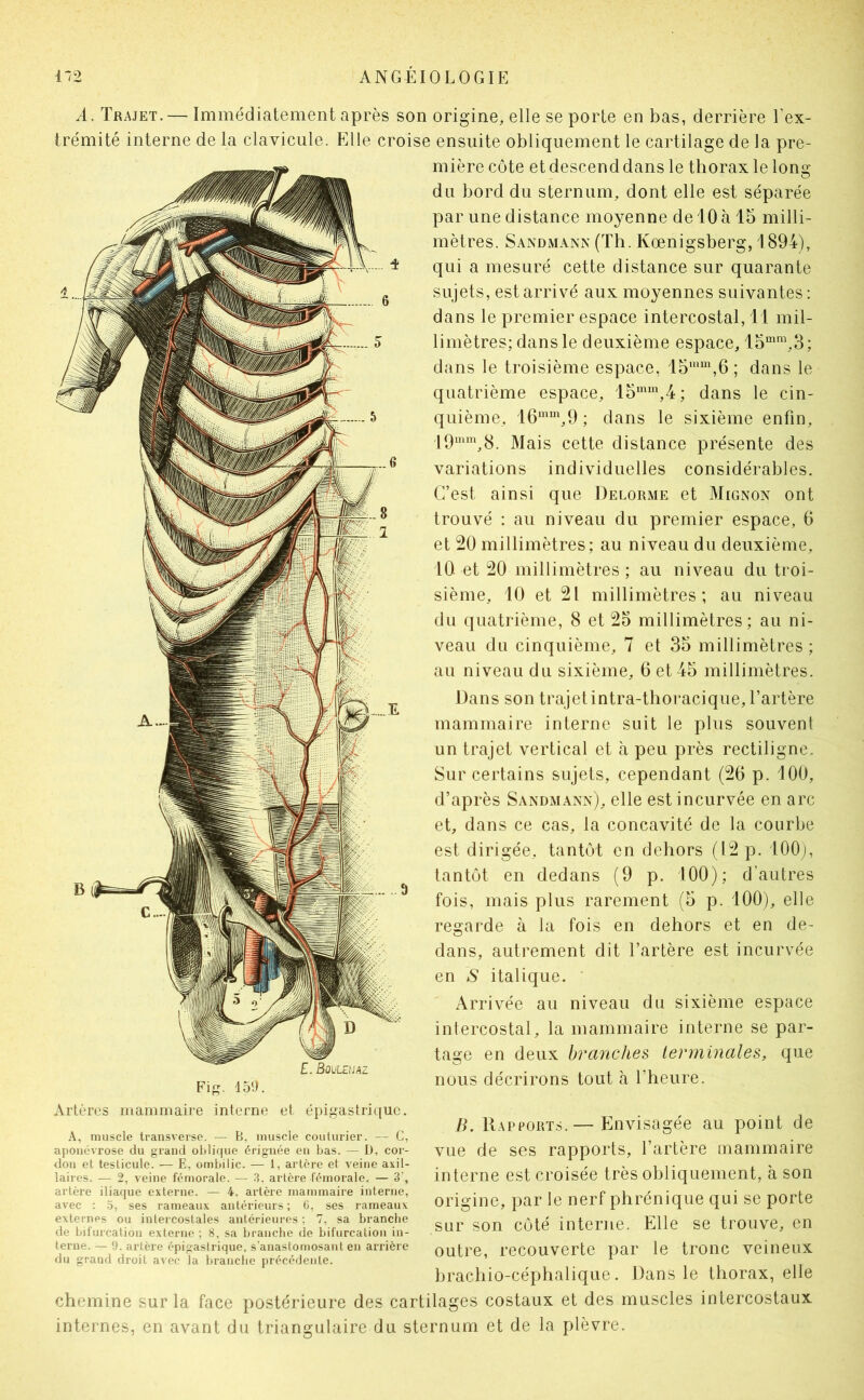 A. Trajet. — Immédiatement après son origine, elle se porte en bas, derrière l'ex- trémité interne de la clavicule. Elle croise ensuite obliquement le cartilage de la pre- mière côte et descend dans le thorax le long du bord du sternum, dont elle est séparée par une distance moyenne de 10 à 15 milli- mètres. Sandmann (Th. Kœnigsberg, 1894), qui a mesuré cette distance sur quarante sujets, est arrivé aux moyennes suivantes: dans le premier espace intercostal, 11 mil- limètres; dans le deuxième espace, 15“‘^\3; dans le troisième espace, 15“*“\6; dans le quatrième espace, 15“'“\4; dans le cin- quième, 16“^“G9 ; dans le sixième enfin, 19“‘\8. Mais cette distance présente des variations individuelles considérables. C’est ainsi que Delorme et Mignon ont trouvé : au niveau du premier espace, 6 et 20 millimètres; au niveau du deuxième, 10 et 20 millimètres ; au niveau du troi- sième, 10 et 21 millimètres; au niveau du quatrième, 8 et 25 millimètres; au ni- veau du cinquième, 7 et 35 millimètres ; au niveau du sixième, 6 et 45 millimètres. Dans son trajetintra-thoracique, l’artère mammaire interne suit le plus souvent un trajet vertical et à peu près rectiligne. Sur certains sujets, cependant (26 p. 100, d’après Sandmann), elle est incurvée en arc et, dans ce cas, la concavité de la courbe est dirigée, tantôt en dehors (12 p. lOOj, tantôt en dedans (9 p. 100); d’autres fois, mais plus rarement (5 p. 100), elle regai'de à la fois en dehors et en de- dans, autrement dit l’artère est incurvée en S italique. ' Arrivée au niveau du sixième espace intercostal, la mammaire interne se par- tage en deux branches terminales, que nous décrirons tout à l’heure. Artères mammaire interne et épigastric(ue. A, muscle transverse. — B, muscle couturier. — C, aponévrose du grand oblique érignée en bas. — D, cor- don et testicule. — E, ombilic. — 1, artère et veine axil- laires. — 2, veine fémorale. — .3. artère fémorale. — 3', artère iliaque externe. — 4. artère mammaire interne, avec : o, ses rameaux antérieurs: 6, ses rameaux externes ou intercostales antérieures : 7, sa branche de bifurcation externe ; 8, sa branche de bifurcation in- terne. — 9. artère épigastrique, s'anastomosant en arrière du grand droit avec la branche précédente. B. Rapports.— Envisagée au point de vue de ses rapports, l’artère mammaire interne est croisée très obliquement, à son origine, par le nerf phrénique qui se porte sur son côté interne. Elle se trouve, en outre, recouverte par le tronc veineux brachio-céphalique. Dans le thorax, elle costaux et des muscles intercostaux chemine sur la face postérieure des cartilages internes, en avant du triangulaire du sternum et de la plèvre.