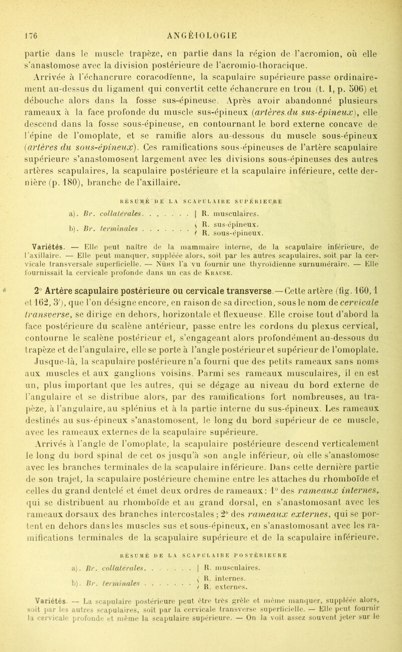 partie dans le muscle trapèze, en partie dans la région de l’acromion, où elle s’anastomose avec la division postérieure de l’acromio-thoracique. Arrivée à l’échancrure coracodïenne, la scapulaire supérieure passe ordinaire- ment au-dessus du ligament qui convertit cette échancrure en trou (t. I, p. 506) et débouche alors dans la fosse sus-épineuse. Après avoir abandonné plusieurs rameaux à la face profonde du muscle sus-épineux {artères.du sus-épineux), elle descend dans la fosse sous-épineuse, en contournant le bord externe concave de l’épine de l’omoplate, et se ramifie alors au-dessous du muscle sous-épineux {artères du sotcs-épineux). Ces ramifications sous-épineuses de l’artère scapulaire supérieure s’anastomosent largement avec les divisions sous-épineuses des autres artères scapulaires, la scapulaire postérieure et la scapulaire inférieure, cette der- nière (p. 180), branche de l’axillaire. R É s U É DE LA SCAPULAIRE SUPÉRIEURE a). Br. collatérales | R. musculaires. b). Br. terminales R. sus-épineux. t R. sous-épineux. Variétés. — Elle peut naître de la mammaire interne, de la scapulaire inférieure, de Taxillaire. — Elle peut manquer, suppléée alors, soit par les autres scapulaires, soit par la cer- vicale transversale superficielle. — jNühn l’a vu fournir une thyroïdienne surnuméraire. — Elle fournissait la cervicale profonde dans un cas de Krause. 2° Artère scapulaire postérieure ou cervicale transverse.—Cette artère (fig. 160,1 et 16:2, 3'j, que l’on désigne encore, en raison de sa direction, sous le nom de cervicale transverse, se dirige en dehors, horizontale et flexueuse. Elle croise tout d’abord la face postérieure du scalène antérieur, passe entre les cordons du plexus cervical, contourne le scalène postérieur et, s’engageant alors profondément au-dessous du trapèze et de l’angulaire, elle se porte à l’angle postérieur et supérieur de l’omoplate. Jusque-là, la scapulaire postérieure n’a fourni que des petits rameaux sans noms aux muscles et aux ganglions voisins. Parmi ses rameaux musculaires, il en est un, plus important que les autres, qui se dégage au niveau du bord externe de l’angulaire et se distribue alors, par des ramifications fort nombreuses, au tra- pèze, cà l’angulaire, au splénius et à la partie interne du sus-épineux. Les rameaux destinés au sus-épineux s’anastomosent, le long du bord supérieur de ce muscle, avec les rameaux externes de la scapulaire supérieure. Arrivés à l’angle de l’omoplate, la scapulaire postérieure descend verticalement le long du bord spinal de cet os jusqu’à son angle inférieur, où elle s’anastomose avec les branches terminales de la scapulaire inférieure. Dans cette dernière partie de son trajet, la scapulaire postérieure chemine entre les attaches du rhomboïde et celles du grand dentelé et émet deux ordres de rameaux: P des rameaux internes^ qui se distribuent au rhomboïde et au grand dorsal, en s’anastomosant avec les rameaux dorsaux des branches intercostales ; 2^ des rameaux externes, qui se por- tent en dehors dans les muscles sus et sous-épineux, en s’anastomosant avec les ra- mifications terminales de la scapulaire supérieure et de la scapulaire inférieure. RÉSUMÉ DE LA SCAPULAIRE POSTÉRIEURE a) . Br. collatérales b) . Br. terminales I R. musculaires. », R. internes. / R. externes. Variétés. — La scapulaire postérieure peut être très grêle et même manquer, suppléée alors, soit par les autres scapulaires, soit par la cervicale transverse superficielle. — Elle peut fournir la cervicale profonde et même la scapulaire supérieure. — On la voit assez souvent jeter sur le