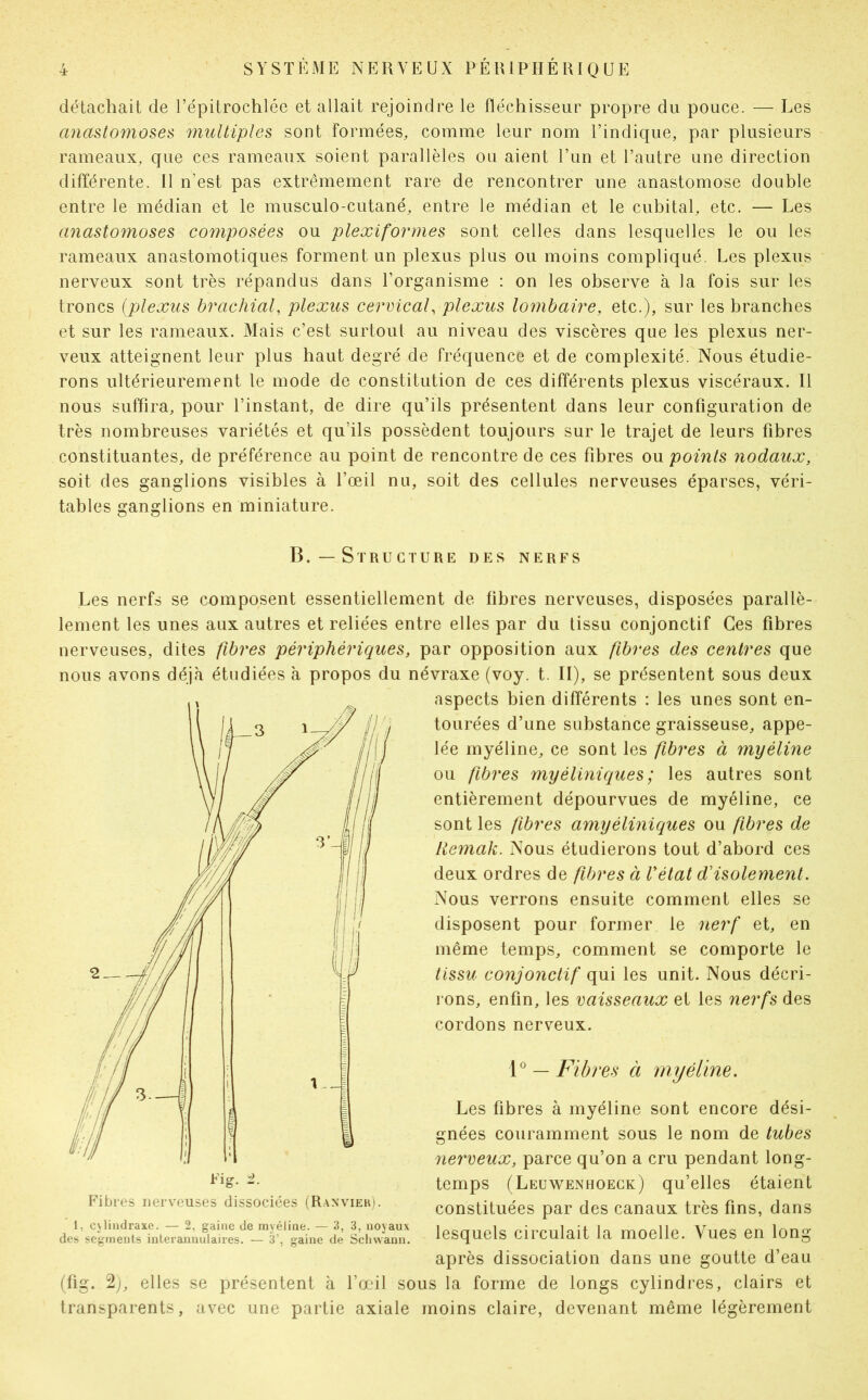 détachait de l’épitrochlée et allait rejoindre le fléchisseur propre du pouce. — Les anastomoses multiples sont formées, comme leur nom l’indique, par plusieurs rameaux, que ces rameaux soient parallèles ou aient l’un et l’autre une direction différente. Il n’est pas extrêmement rare de rencontrer une anastomose double entre le médian et le musculo-cutané, entre le médian et le cubital, etc. — Les anastomoses composées ou plexiformes sont celles dans lesquelles le ou les rameaux anastomotiques forment un plexus plus ou moins compliqué. Les plexus nerveux sont très répandus dans l’organisme : on les observe à la fois sur les troncs (plexus brachial, plexus cervical, plexus lombaire, etc.), sur les branches et sur les rameaux. Mais c’est surtout au niveau des viscères que les plexus ner- veux atteignent leur plus haut degré de fréquence et de complexité. Nous étudie- rons ultérieurement le mode de constitution de ces différents plexus viscéraux. Il nous suffira, pour l’instant, de dire qu’ils présentent dans leur configuration de très nombreuses variétés et qu’ils possèdent toujours sur le trajet de leurs fibres constituantes, de préférence au point de rencontre de ces fibres ou points nodaux, soit des ganglions visibles à l’œil nu, soit des cellules nerveuses éparses, véri- tables ganglions en miniature. B.—Structure des nerfs Les nerfs se composent essentiellement de fibres nerveuses, disposées parallè- lement les unes aux autres et reliées entre elles par du tissu conjonctif Ces fibres nerveuses, dites fibres périphériques, par opposition aux fibres des centres que nous avons déjà étudiées à propos du névraxe (voy. t. II), se présentent sous deux 1, cylindraxe. — 2, gaine de myéline. — 3, 3, noyaux des segments interannuiaires. — 3’, gaine de Schvvann. (fig. 2), elles se présentent à l’œil sc transparents, avec une partie axiale aspects bien diflerents : les unes sont en- tourées d’une substance graisseuse, appe- lée myéline, ce sont les fibres à myéline ou fibres myéliniques; les autres sont entièrement dépourvues de myéline, ce sont les fibres amyéliniques ou fibres de llemak. Nous étudierons tout d’abord ces deux ordres de fibres à Vètat d'isolement. Nous verrons ensuite comment elles se disposent pour former le nerf et, en même temps, comment se comporte le tissu conjonctif qui les unit. Nous décri- rons, enfin, les vaisseaux et les nerfs des cordons nerveux. 10 — Fibres à myéline. Les fibres à myéline sont encore dési- gnées couramment sous le nom de tubes nerveux, parce qu’on a cru pendant long- temps (Leuwenhoeck) qu’elles étaient constituées par des canaux très fins, dans lesquels circulait la moelle. Vues en long après dissociation dans une goutte d’eau îs la forme de longs cylindres, clairs et moins claire, devenant même légèrement