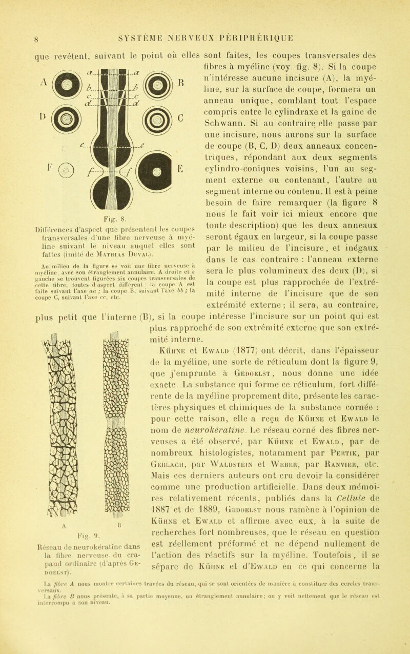 que revêtent, suivant le point où elles sont faites, les coupes transversales des fibres à myéline (voy. fig. 8). Si la coupe n’intéresse aucune incisure (A), la myé- line, sur la surface de coupe, formera un anneau unique, comblant tout l’espace compris entre le cylindraxe et la gaine de Schwann. Si au contraire elle passe par une incisure, nous aurons sur la surface de coupe (B, C, D) deux anneaux concen- triques, répondant aux deux segments cylindro-coniques voisins, l’un au seg- ment externe ou contenant, l’autre au segment interne ou contenu. Il est à peine besoin de faire remarquer (la figure 8 nous le fait voir ici mieux encore que toute description) que les deux anneaux seront égaux en largeur, si la coupe passe par le milieu de l’incisure, et inégaux dans le cas contraire : l’anneau externe Fig. 8. Différences d’aspect que présentent les coupes transversales d'une fibre nerveuse à myé- line suivant le niveau auquel elles sont faites (imité de Mathias Du val). Au milieu de la figure se voit uue fibre nerveuse à myéline, avec son étranglement annulaire. A droite et è gauche se trouvent figurées six coupes transversales de cette fibre, toutes d aspect différent : la coupe A est faite suivant l’axe aa ; la coupe B, suivant l’axe bb ; la coupe C, suivant l’axe cc, etc. sera le plus volumineux des deux (l)), si la coupe est plus rapprochée de l’extré- mité interne de l’incisure que de son extrémité externe ; il sera, au contraire, plus petit que l’interne (B), si la coupe intéresse l’incisure sur un point qui est plus rapproché de son extrémité externe que son extré- mité interne. Kühne et Ewald (1877) ont décrit, dans l’épaisseur de la myéline, une sorte de réticulum dont la figure 9, que j’emprunte à Gedoelst, nous donne une idée exacte. La substance qui forme ce réticulum, fort diffé- rente delà myéline proprement dite, présente les carac- tères physiques et chimiques de la substance cornée : pour cette raison, elle a reçu de Kühne et Ewald le nom de neurokératine. Le réseau corné des fibres ner- veuses a été observé, par Kühne et Ewald , par de nombreux histologistes, notamment par Pertik, par Gerlach, par Waldstein et Weber, par Ranvier, etc. Mais ces derniers auteurs ont cru devoir la considérer comme une production artificielle. Dans deux mémoi- res relativement récents, publiés dans la Cellule de 1887 et de 1889, Gedoelst nous ramène à l’opinion de Kühne et Ewald et affirme avec eux, à la suite de recherches fort nombreuses, que le réseau en question est réellement préformé et ne dépend nullement de l’action des réactifs sur la myéline. Toutefois, il se sépare de Kühne et ü’Ewald en ce qui concerne la Fig. 9. Réseau de neurokératine dans la fibre nerveuse du cra- paud ordinaire (d’après Ge- doelst). La fibre A nous montre certaines travées du réseau, qui se sont orientées de manière à constituer des cercles trans- versaux. La fibre B nous présente, à sa partie moyenne, un étranglement annulaire; on y voit nettement que le réseau est inlerrompu a son niveau.