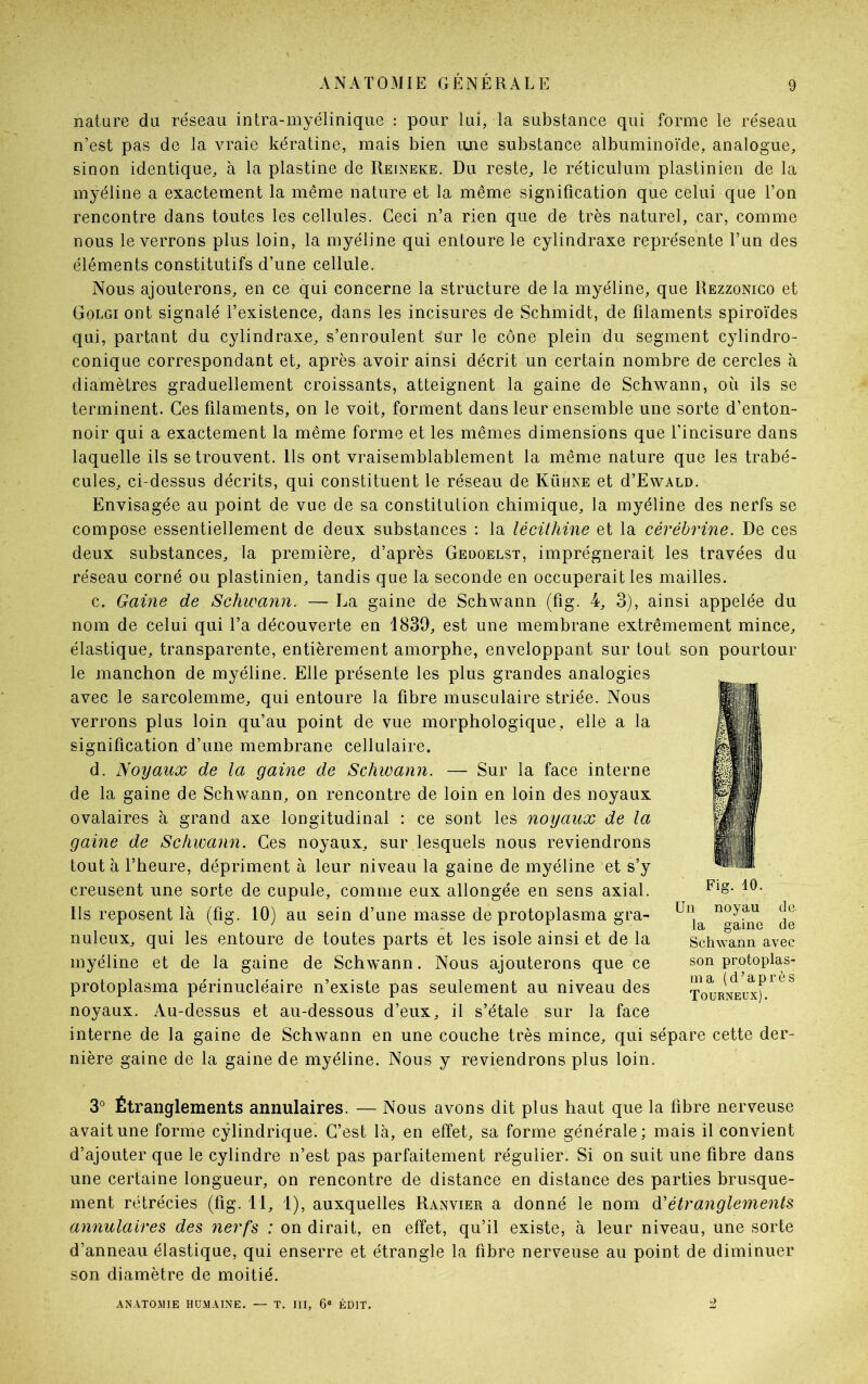 nature du réseau intra-myélinique : pour lui, la substance qui forme le réseau n’est pas de la vraie kératine, mais bien une substance albuminoïde, analogue, sinon identique, à la plastine de Reineke. Du reste, le réticulum plastinien de la myéline a exactement la même nature et la même signification que celui que l’on rencontre dans toutes les cellules. Ceci n’a rien que de très naturel, car, comme nous le verrons plus loin, la myéline qui entoure le cylindraxe représente l’un des éléments constitutifs d’une cellule. Nous ajouterons, en ce qui concerne la structure de la myéline, que Rezzonico et Golgi ont signalé l’existence, dans les incisures de Schmidt, de filaments spiroïdes qui, partant du cylindraxe, s’enroulent £ur le cône plein du segment cylindro- conique correspondant et, après avoir ainsi décrit un certain nombre de cercles à diamètres graduellement croissants, atteignent la gaine de Schwann, où ils se terminent. Ces filaments, on le voit, forment dans leur ensemble une sorte d’enton- noir qui a exactement la même forme et les mêmes dimensions que l’incisure dans laquelle ils se trouvent. Ils ont vraisemblablement la même nature que les trabé- cules, ci-dessus décrits, qui constituent le réseau de Kuhne et d’EwALD. Envisagée au point de vue de sa constitution chimique, la myéline des nerfs se compose essentiellement de deux substances : la lécithine et la cèrèbrine. De ces deux substances, la première, d’après Gedoelst, imprégnerait les travées du réseau corné ou plastinien, tandis que la seconde en occuperait les mailles. c. Gaine de Schwann. — La gaine de Schwann (fig. 4, 3), ainsi appelée du nom de celui qui l’a découverte en 1839, est une membrane extrêmement mince, élastique, transparente, entièrement amorphe, enveloppant sur tout son pourtour le manchon de myéline. Elle présente les plus grandes analogies avec le sarcolemme, qui entoure la fibre musculaire striée. Nous verrons plus loin qu’au point de vue morphologique, elle a la signification d’une membrane cellulaire. d. Noyaux de la gaine de Schwann. — Sur la face interne de la gaine de Schwann, on rencontre de loin en loin des noyaux ovalaires à grand axe longitudinal : ce sont les noyaux de la gaine de Schwann. Ces noyaux, sur lesquels nous reviendrons tout à l’heure, dépriment à leur niveau la gaine de myéline et s’y creusent une sorte de cupule, comme eux allongée en sens axial. Ils reposent là (fig. 10) au sein d’une masse de protoplasma gra- nuleux, qui les entoure de toutes parts et les isole ainsi et de la myéline et de la gaine de Schwann. Nous ajouterons que ce protoplasma périnucléaire n’existe pas seulement au niveau des noyaux. Au-dessus et au-dessous d’eux, il s’étale sur la face interne de la gaine de Schwann en une couche très mince, qui sépare cette der- nière gaine de la gaine de myéline. Nous y reviendrons plus loin. 3° Étranglements annulaires. — Nous avons dit plus haut que la fibre nerveuse avait une forme cylindrique. C’est là, en effet, sa forme générale; mais il convient d’ajouter que le cylindre n’est pas parfaitement régulier. Si on suit une fibre dans une certaine longueur, on rencontre de distance en distance des parties brusque- ment rétrécies (fig. 11, 1), auxquelles Ranvier a donné le nom N étranglements annulaires des nerfs : on dirait, en effet, qu’il existe, à leur niveau, une sorte d’anneau élastique, qui enserre et étrangle la fibre nerveuse au point de diminuer son diamètre de moitié. Fig. 10. Un noyau de la gaine de Schwann avec son protoplas- ma (d’après Tourneux). ANATOMIE HUMAINE. — T. III, 6e ÉDIT.