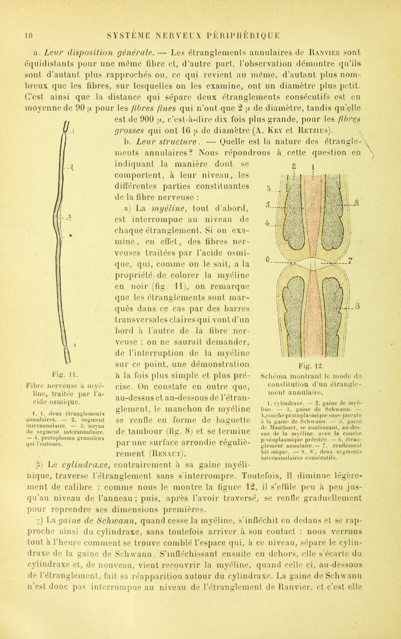 a. Leur disposition générale. — Les étranglements annulaires de Ranvier sont équidistants pour une même fibre et, d’autre part, l’observation démontre qu’ils sont d’autant plus rapprochés ou, ce qui revient au même, d’autant plus nom- breux que les fibres, sur lesquelles on les examine, ont un diamètre plus petit. C’est ainsi que la distance qui sépare deux étranglements consécutifs est en moyenne de 90 g pour les fibres fines qui n’ont que 2 g de diamètre, tandis qu’elle . est de 900 g, c’est-à-dire dix fois plus grande, pour les fibres grosses qui ont 16 p. de diamètre (A. Key et Retzius). b. Leur structure. — Quelle est la nature des étrangle- ments annulaires? Nous répondrons à. cette question en indiquant la manière dont se comportent, à leur niveau, les différentes parties constituantes de la fibre nerveuse : a) La myéline, tout d'abord, est interrompue au niveau de chaque étranglement. Si on exa- mine, en effet, des fibres ner- veuses traitées par l’acide osmi- que, qui, comme on le sait, a la propriété de. colorer la myéline en noir (fig. 11), on remarque que les étranglements sont mar- qués dans, ce cas par des barres transversales claires qui vont d’un bord à l’autre de la fibre ner- veuse : on ne saurait demander, de l’interruption de la myéline sur ce point, une démonstration à la fois plus simple et plus pré- cise. On constate en outre que, au-dessus et au-dessous de l’étran- glement, le manchon de myéline Fig. il. Fibre nerveuse à myé- line, traitée par l’a- cide osinique. 1, t, deux étranglements annulaires. — 2, segment inlerannulaire. — 3, noyau du segment interannulaire. — 4, proloplasma granuleux qui l'entoure. se renfle en forme de baguette Fig. 12. Schéma montrant le mode de- constitution d’un étrangle- ment annulaire. 1, cylindraxe. — 2, gaine de myé- line. — 3, gaine de Schwanu. — 4,couche protoplasmique sous-jacente à la gaine de Sclnvann. — 5, gaine de Mauthner, se continuant, au-des- sus de la myéline, avec la couche protoplasmique précitée. — G, étran- glement annulaire.— 7, renflement bionique. —8, 8’, deux segments interaunulaires consécutifs. de tambour (fig. 8) et se termine par une surface arrondie réguliè- rement (Renaut). P) Le cylindraxe, contrairement à sa gaine myéli- nique, traverse l’étranglement sans s’interrompre. Toutefois, il diminue légère- ment de calibre : comme nous le montre la figure 12, il s’effile peu à peu jus- qu’au niveau de l’anneau ; puis, après l’avoir traversé, se renfle graduellement pour reprendre ses dimensions premières. y) La gaine de Schwann, quand cesse la myéline, s’infléchit en dedans et se rap- proche ainsi du cylindraxe, sans toutefois arriver à son contact : nous verrons tout à l’heure comment se trouve comblé l’espace qui, à ce niveau, sépare le cylin- draxe de la gaine de Schwann. S’infléchissant ensuite en dehors, elle s’écarte du cylindraxe et, de nouveau, vient recouvrir la myéline, quand celle ci, au-dessous de l’étranglement, fait sa réapparition autour du cylindraxe. La gaine de Schwann n’est donc pas interrompue au niveau de l’étranglement de Ranvier, et c’est elle