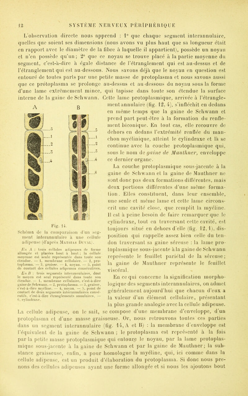 L’observation directe nous apprend : 1° que chaque segment interannulaire, quelles que soient ses dimensions (nous avons vu plus haut que sa longueur était en rapport avec le diamètre de la fibre à laquelle il appartient), possède un noyau et n’en possède qu’un ; 2° que ce noyau se trouve placé à la partie moyenne du segment, c’est-à-dire à égale distance de l’étranglement qui est au-dessus et de l’étranglement qui est au-dessous. Nous savons déjà que le noyau en question est entouré de toutes parts par une petite masse de protoplasma et nous savons aussi que ce prôtoplasma se prolonge au-dessus et au-dessous du noyau sous la forme d’une lame extrêmement mince, qui tapisse dans toute son étendue la surface interne de la gaine de Schwann. Cette lame protoplasmique, arrivée à l’étrangle- ment annulaire (fig. 12, 4), s’infléchit en dedans en même temps que la gaine de Schwann et prend part peut-être à la formation du renfle- ment biconique. En tout cas, elle recouvre de dehors en dedans l’extrémité renflée du man- chon myélinique, atteint le cylindraxe et là se continue avec la couche protoplasmique qui, sous le nom de gaine de Mauthner, enveloppe ce dernier organe. La couche protoplasmique sous-jacente à la gaine de Schwann et la gaine de Mauthner ne sont donc pas deux formations différentes, mais deux portions dilférentes d’une même forma- tion. Elles constituent, dans leur ensemble, une seule et même lame et cette lame circons- crit une cavité close, que remplit la myéline. 11 est à peine besoin de faire remarquer que le cylindraxe, tout en traversant cette cavité, est toujours situé en dehors d'elle (fig. 12,1), dis- position qui rappelle assez bien celle du ten- don traversant sa gaine séreuse : la lame pro- toplasmique sous-jacente à la gaine de Schwann représente le feuillet pariétal de la séreuse ; la gaine de Mauthner représente le feuillet viscéral. En ce qui concerne la signification morpho- logique des segments interannulaires, on admet généralement aujourd’hui que chacun d’eux a la valeur d’un élément cellulaire, présentant la plus grande analogie avec la cellule adipeuse. La cellule adipeuse, on lésait, se compose d’une membrane d’enveloppe, d’un protoplasma et d’une masse graisseuse. Or, nous retrouvons toutes ces parties dans un segment interannulaire (fig. 14, A et B) : la membrane d’enveloppe est l’équivalent de la gaine de Schwann ; le protoplasma est représenté à la fois par la petite masse protoplasmique qui entoure le noyau, par la lame protoplas- mique sous-jacente à la gaine de Schwann et par la gaine de Mauthner; la sub- stance graisseuse, enfin, a pour homologue la myéline, qui, ici comme dans la cellule adipeuse, est un produit d’élaboration du protoplasma. Si donc nous pre- nons des cellules adipeuses ayant une forme allongée et si nous les ajoutons bout A B Fig. 14. Schéma de la comparaison d’un seg- ment interannulaire à une cellule adipeuse (d’après Mathias Duval). En A : trois cellules adipeuses de forme allongée et placées bout à bout ; la cellule moyenne est seule représentée dans toute son étendue. — 1, membrane cellulaire. — 2, pro- toplasma. — 3, graisse. — 4, noyau. — 5, point de contact des cellules adipeuses consécutives. En B : trois segments interannulaires, dont le moyen est seul représenté dans toute son étendue. — 1, membrane cellulaire, c’est-à-dire gaine de Schwann. — 2, protoplasma. — 3, graisse, c’est-à-dire myéline. — 4, noyau. — 5, point de contact de deux segments interannulaires consé- cutifs. c’est-à-dire étranglements annulaires. — 6, cylindraxe.