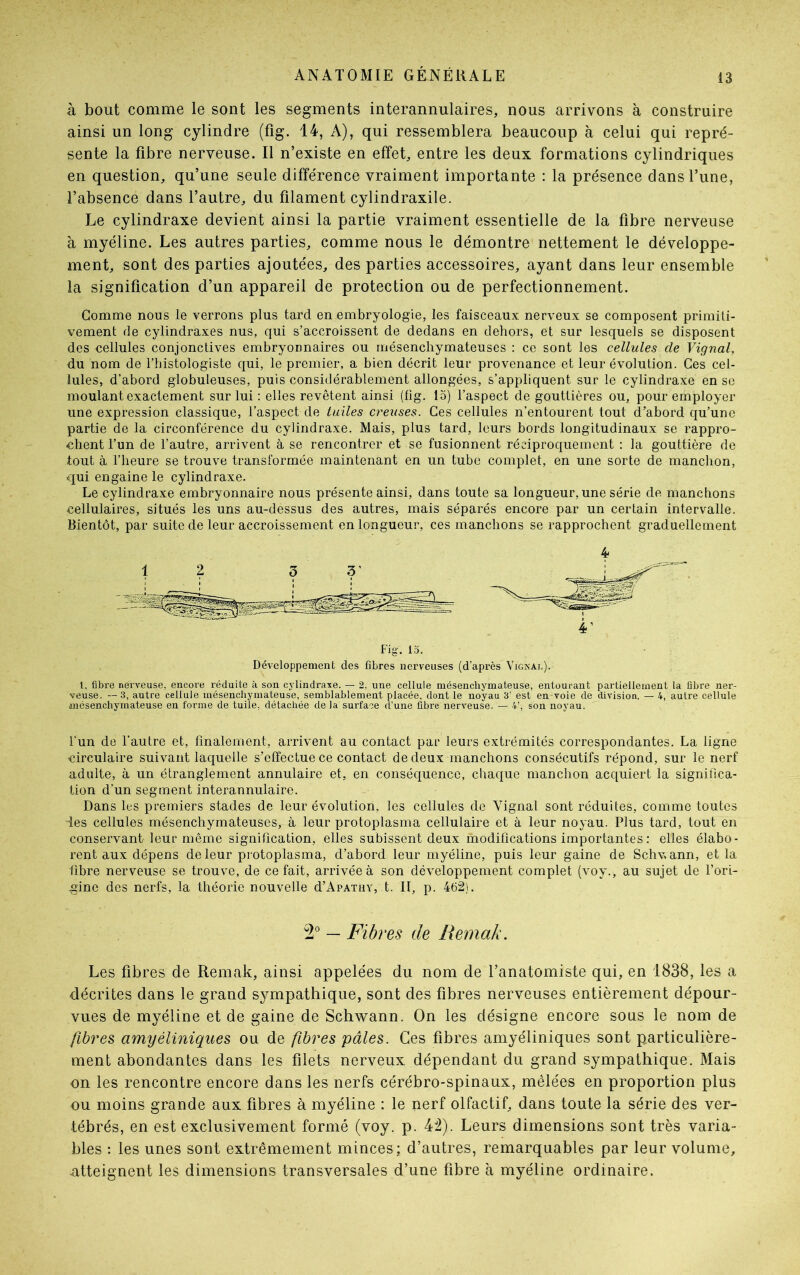 à bout comme le sont les segments interannulaires, nous arrivons à construire ainsi un long cylindre (fig. 14, A), qui ressemblera beaucoup à celui qui repré- sente la fibre nerveuse. Il n’existe en effet, entre les deux formations cylindriques en question, qu’une seule différence vraiment importante : la présence dans l’une, l’absence dans l’autre, du filament cylindraxile. Le cylindraxe devient ainsi la partie vraiment essentielle de la fibre nerveuse à myéline. Les autres parties, comme nous le démontre nettement le développe- ment, sont des parties ajoutées, des parties accessoires, ayant dans leur ensemble la signification d’un appareil de protection ou de perfectionnement. Gomme nous le verrons plus tard en embryologie, les faisceaux nerveux se composent primiti- vement de cylindraxes nus, qui s’accroissent de dedans en dehors, et sur lesquels se disposent des oellules conjonctives embryonnaires ou mésenchymateuses : ce sont les cellules cle Vignal, du nom de l’histologiste qui, le premier, a bien décrit leur provenance et leur évolution. Ces cel- lules, d’abord globuleuses, puis considérablement allongées, s’appliquent sur le cylindraxe en se moulant exactement sur lui : elles revêtent ainsi (fig. 15) l’aspect de gouttières ou, pour employer une expression classique, l’aspect de tuiles creuses. Ces cellules n’entourent tout d’abord qu’une partie de la circonférence du cylindraxe. Mais, plus tard, leurs bords longitudinaux se rappro- chent l’un de l’autre, arrivent à se rencontrer et se fusionnent réciproquement : la gouttière de tout à l’heure se trouve transformée maintenant en un tube complet, en une sorte de manchon, qui engaine le cylindraxe. Le cylindraxe embryonnaire nous présente ainsi, dans toute sa longueur, une série de manchons cellulaires, situés les uns au-dessus des autres, mais séparés encore par un certain intervalle. Bientôt, par suite de leur accroissement en longueur, ces manchons se rapprochent graduellement 1, fibre nerveuse, encore réduite à son cylindraxe. — 2, une cellule mésenchymateuse, entourant partiellement la fibre ner- veuse. — 3, autre cellule mésenchymateuse, semblablement placée, dont le noyau 3’ est en voie de division. — 4, autre cellule mésenchymateuse en forme de tuile, détachée delà surface d’une fibre nerveuse. — 4’, son noyau. Fun de l'autre et, finalement, arrivent au contact par leurs extrémités correspondantes. La ligne circulaire suivant laquelle s’effectue ce contact de deux manchons consécutifs répond, sur le nerf adulte, à un étranglement annulaire et, en conséquence, chaque manchon acquiert la significa- tion d’un segment interannulaire. Dans les premiers stades de leur évolution, les cellules de Yignal sont réduites, comme toutes Tes cellules mésenchymateuses, à leur protoplasma cellulaire et à leur noyau. Plus tard, tout en conservant leur même signification, elles subissent deux modifications importantes : elles élabo- rent aux dépens de leur protoplasma, d’abord leur myéline, puis leur gaine de Schwann, et la fibre nerveuse se trouve, de ce fait, arrivée à son développement complet (voy., au sujet de l’ori- gine des nerfs, la théorie nouvelle T’Apathy, t. II, p. 462). Les fibres de Remak, ainsi appelées du nom de l’anatomiste qui, en 1838, les a décrites dans le grand sympathique, sont des fibres nerveuses entièrement dépour- vues de myéline et de gaine de Schwann. On les désigne encore sous le nom de fibres amyéliniques ou de fibres pâles. Ces fibres amyéliniques sont particulière- ment abondantes dans les filets nerveux dépendant du grand sympathique. Mais on les rencontre encore dans les nerfs cérébro-spinaux, mêlées en proportion plus ou moins grande aux fibres à myéline : le nerf olfactif, dans toute la série des ver- tébrés, en est exclusivement formé (voy. p. 4J2). Leurs dimensions sont très varia- bles : les unes sont extrêmement minces; d’autres, remarquables par leur volume, atteignent les dimensions transversales d’une fibre à myéline ordinaire. 4 Fig. 15. Développement des fibres nerveuses (d'après Vi'gnai,). 2° — Fibres de Remak.