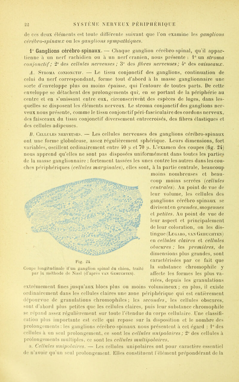 de ces deux éléments est toute différente suivant que l’on examine les ganglions cérébro-spinaux ou les ganglions sympathiques. 1° Ganglions cérébro-spinaux. — Chaque ganglion cérébro-spinal, qu’il appar- tienne à un nerf rachidien ou à un nerf crânien, nous présente : 1° un stroma conjonctif ; 2° des cellules nerveuses ; 3° des fibres nerveuses; 4° des vaisseaux. A. Stroma conjonctif. — Le tissu conjonctif des ganglions, continuation de celui du nerf correspondant, forme tout d’abord à la masse ganglionnaire une sorte d’enveloppe plus ou moins épaisse, qui l’entoure de toutes parts. De cette enveloppe se détachent des prolongements qui, en se portant de la périphérie au centre et en s’unissant entre eux, circonscrivent des espèces de loges, dans les- quelles se disposent les éléments nerveux. Le stroma conjonctif des ganglions ner- veux nous présente, comme le tissu conjonctif péri-fasciculaire des cordons nerveux, des faisceaux du tissu conjonctif diversement entrecroisés, des fibres élastiques et des cellules adipeuses. B. Cellules nerveuses. — Les cellules nerveuses des ganglions cérébro-spinaux ont une forme globuleuse, assez régulièrement sphérique. Leurs dimensions, fort variables, oscillent ordinairement entre 40 et 70 \l. L’examen des coupes (fig. 24) nous apprend qu’elles ne sont pas disposées uniformément dans toutes les parties de la masse ganglionnaire : fortement tassées les unes contre les autres dans les cou- ches périphériques (cellules marginales), elles sont, à la partie centrale, beaucoup moins nombreuses et beau- coup moins serrées (cellules centrales). Au point de vue de leur volume, les cellules des ganglions cérébro-spinaux se divisenten grandes,moyennes et petites. Au point de vue de leur aspect et principalement de leur coloration, on les dis- tingue (Lugaro, van Geiiuchten) en cellules claires et cellules obscures : les premières, de dimensions plus grandes, sont caractérisées par ce fait que Coupe longitudinale d'un ganglion spinal du chien, traité substance chromophile y par la méthode de Nissl (d’après van Gehuchten). affecte les formes les plus va- riées, depuis les granulations extrêmement fines jusqu’aux blocs plus ou moins volumineux; en plus, il existe ordinairement dans les cellules claires une zone périphérique qui est entièrement dépourvue de granulations chromophiles; les secondes, les cellules obscures, sont d’abord plus petites que les cellules claires, puis leur substance chromophile se répand assez régulièrement sur toute l’étendue du corps cellulaire. Une classifi- cation plus importante est celle qui repose sur la disposition et le nombre des prolongements: les ganglions cérébro-spinaux nous présentent à cet égard : 1° des cellules à un seul prolongement, ce sont les cellules unipolaires ; 2° des cellules à prolongements multiples, ce sont les cellules multipolaires. a. Cellules unipolaires. — Les cellules unipolaires ont pour caractère essentiel de n’avoir qu’un seul prolongement. Elles constituent l’élément prépondérant de la