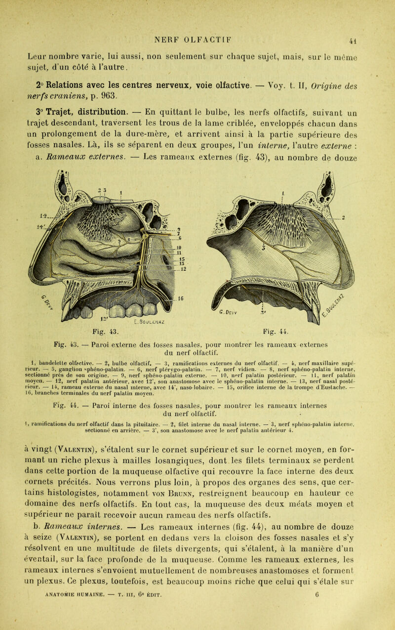 NERF OLFACTIF Leur nombre varie, lui aussi, non seulement sur chaque sujet, mais, sur le même sujet, d’un côté à l’autre. 2° Relations avec les centres nerveux, voie olfactive. — Yoy. t. If, Origine des nerfs crâniens, p. 963. 3° Trajet, distribution. — En quittant le bulbe, les nerfs olfactifs, suivant un trajet descendant, traversent les trous de la lame criblée, enveloppés chacun dans un prolongement de la dure-mère, et arrivent ainsi à la partie supérieure des fosses nasales. Là, ils se séparent en deux groupes, l’un interne, l’autre externe : a. Rameaux externes. — Les rameaux externes (fig. 43), au nombre de douze Fig. 43. Fig. 44. Fig. 43. — Paroi externe des fosses nasales, pour montrer les rameaux externes du nerf olfactif. 1, bandelette olfactive. — 2, bulbe olfactif. — 3, ramifications externes du nerf olfactif. — 4, nerf maxillaire supé- rieur. —. 5, ganglion «phéno-palatin. — 6, nerf ptérvgo-palatin. — 7, nerf vidien. — 8, nerf sphéno-palatin interne, sectionné près de son origine. — 9, nerf sphéno-palatin externe. — 10, nerf palatin postérieur. — il, nerf palatin moyen. — 12, nerf palatin antérieur, avec 12’, son anastomose avec le sphéno-palatin interne. — 13, nerf nasal posté- rieur. — 14, rameau externe du nasal interne, avec 14’, naso-lobaire. — 15, orifice interne de la trompe d'Eustache. — 16, branches terminales du nerf palatin moyen. Fig. 44. — Paroi interne des fosses nasales, pour montrer les rameaux internes du nerf olfactif. 1, ramifications du nerf olfactif dans la pituitaire. — 2, filet interne du nasal interne. — 3, nerf sphéno-palatin interne, sectionné en arrière. — 3’, son anastomose avec le nerf palatin antérieur 4. à vingt (Valentin), s’étalent sur le cornet supérieur et sur le cornet moyen, en for- mant un riche plexus à mailles losangiques, dont les filets terminaux se perdent dans cette portion de la muqueuse olfactive qui recouvre la face interne des deux cornets précités. Nous verrons plus loin, à propos des organes des sens, que cer- tains histologistes, notamment von Brunn, restreignent beaucoup en hauteur ce domaine des nerfs olfactifs. En tout cas, la muqueuse des deux méats moyen et supérieur ne paraît recevoir aucun rameau des nerfs olfactifs. b. Rameaux internes. — Les rameaux internes (fig. 44), au nombre de douze à seize (Valentin), se portent en dedans vers la cloison des fosses nasales et s’y résolvent en une multitude de filets divergents, qui s’étalent, à la manière d’un éventail, sur la face profonde de la muqueuse. Gomme les rameaux externes, les rameaux internes s’envoient mutuellement de nombreuses anastomoses et forment un plexus. Ce plexus, toutefois, est beaucoup moins riche que celui qui s’étale sur ANATOMIE HUMAINE. — T. III, 6e ÉDIT. 6