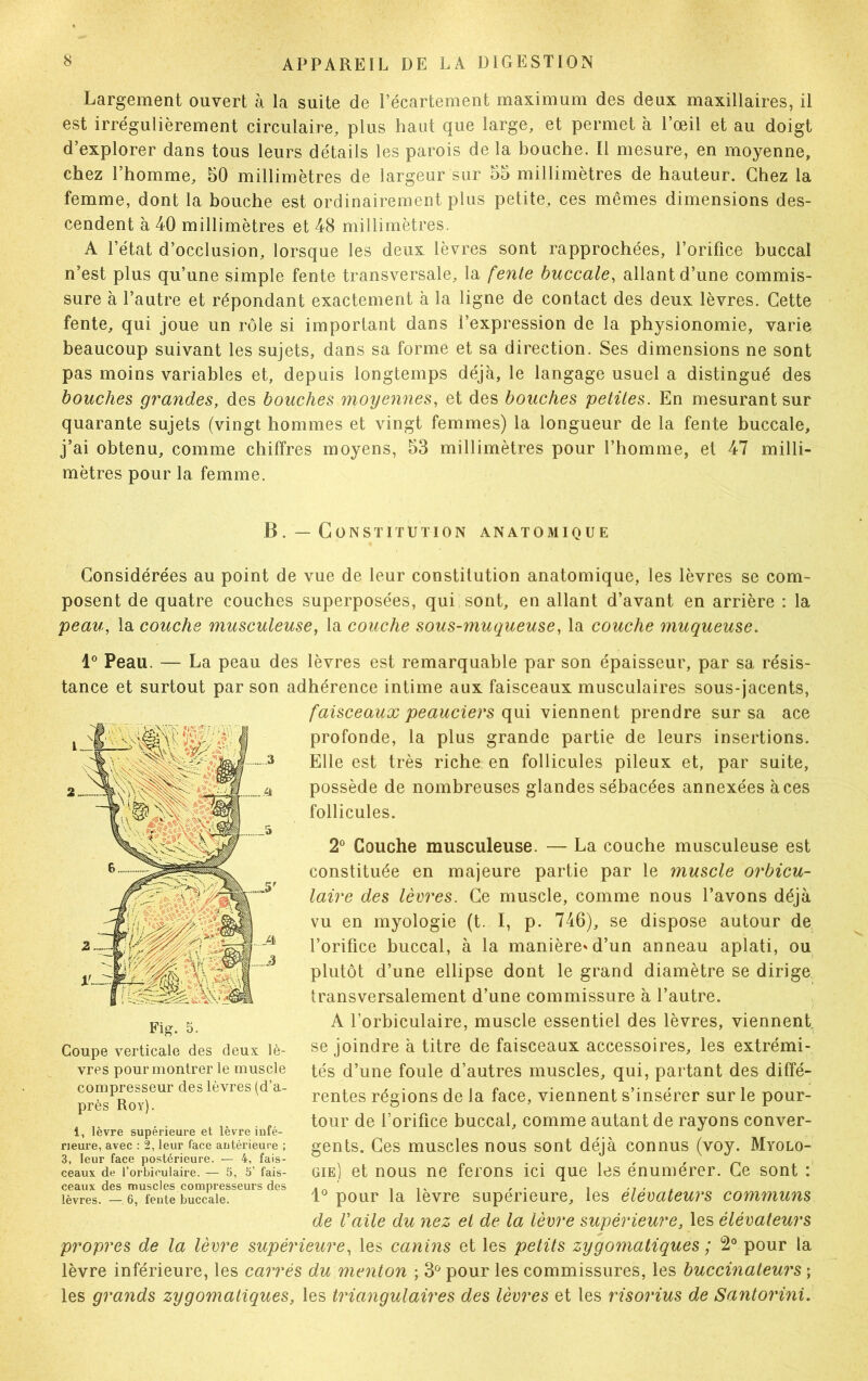 Largement ouvert à la suite de l’écartement maximum des deux maxillaires, il est irrégulièrement circulaire, plus haut que large, et permet à l’oeil et au doigt d’explorer dans tous leurs détails les parois de la bouche. Il mesure, en moyenne, chez l’homme, 50 millimètres de largeur sur 55 millimètres de hauteur. Chez la femme, dont la bouche est ordinairement plus petite, ces mêmes dimensions des- cendent à 40 millimètres et 48 millimètres. A l’état d’occlusion, lorsque les deux lèvres sont rapprochées, l’orifice buccal n’est plus qu’une simple fente transversale, la fente buccale, allant d’une commis- sure à l’autre et répondant exactement à la ligne de contact des deux lèvres. Cette fente, qui joue un rôle si important dans l’expression de la physionomie, varie beaucoup suivant les sujets, dans sa forme et sa direction. Ses dimensions ne sont pas moins variables et, depuis longtemps déjà, le langage usuel a distingué des bouches grandes, des bouches moyennes, et des bouches petites. En mesurant sur quarante sujets (vingt hommes et vingt femmes) la longueur de la fente buccale, j’ai obtenu, comme chiffres moyens, 53 millimètres pour l’homme, et 47 milli- mètres pour la femme. B. — Constitution anatomique Considérées au point de vue de leur constitution anatomique, les lèvres se com- posent de quatre couches superposées, qui sont, en allant d’avant en arrière : la peau, la couche musculeuse, la couche sous-muqueuse, la couche muqueuse. 1° Peau. — La peau des lèvres est remarquable par son épaisseur, par sa résis- tance et surtout par son adhérence intime aux faisceaux musculaires sous-jacents, faisceaux peauciers qui viennent prendre sur sa ace profonde, la plus grande partie de leurs insertions. Elle est très riche en follicules pileux et, par suite, possède de nombreuses glandes sébacées annexées aces follicules. 2° Couche musculeuse. — La couche musculeuse est constituée en majeure partie par le muscle orbicu- laire des lèvres. Ce muscle, comme nous l’avons déjà vu en myologie (t. I, p. 746), se dispose autour de l’orifice buccal, à la manière* d’un anneau aplati, ou plutôt d’une ellipse dont le grand diamètre se dirige transversalement d’une commissure à l’autre. A l’orbiculaire, muscle essentiel des lèvres, viennent se joindre à titre de faisceaux accessoires, les extrémi- tés d’une foule d’autres muscles, qui, partant des diffé- rentes régions de la face, viennent s’insérer sur le pour- tour de l’orifice buccal, comme autant de rayons conver- gents. Ces muscles nous sont déjà connus (voy. Myolo- gie) et nous ne ferons ici que les énumérer. Ce sont : 1° pour la lèvre supérieure, les élévateurs communs de Vaile du nez et de la lèvre supérieure, les élévateurs propres de la lèvre supérieure, les canins et les petits zygomatiques ; 2° pour la lèvre inférieure, les carrés du menton ; 3° pour les commissures, les buccinateurs ; les grands zygomatiques, les triangulaires des lèvres et les risorius de Santorini. vres pour montrer le muscle compresseur des lèvres (d’a- près Roy). 1, lèvre supérieure et lèvre infé- rieure, avec : 2, leur face antérieure ; 3, leur face postérieure. — 4, fais- ceaux de l’orbiculaire. — 5, 5’ fais- ceaux des muscles compresseurs des lèvres. — 6, fente buccale.