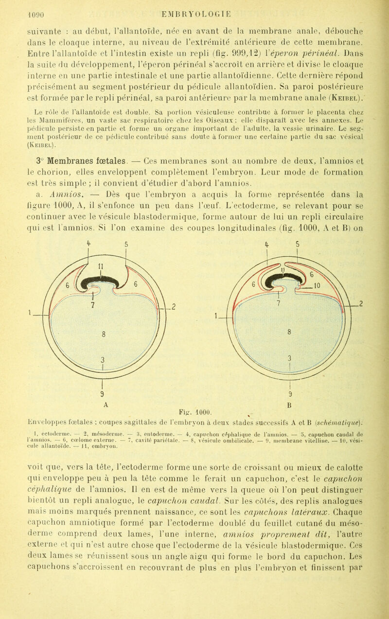suivante : au début, l’allantoïde, née en avant de la membrane anale, débouche dans le cloaque interne, au niveau de l’extrémité antérieure de cette membrane. Entre l’allantoïde et l’intestin existe un repli (fig. 999,12) Xéperon périnéal. Dans la suite du développement, l’éperon périnéal s’accroît en arrière et divise le cloaque interne en une partie intestinale et une partie allantoïdienne. Cette dernière répond précisément au segment postérieur du pédicule allantoïdien. Sa paroi postérieure est formée par le repli périnéal, sa paroi antérieure par la membrane anale (Keibel).' Le rôle de railantoïde est double. Sa portion vésiculeuse contribue à former le placenta chez les Mammifères, un vaste sac respiratoire chez les Oiseaux; elle disparaît avec les annexes. Le pédicule persiste en partie et forme un organe important de l’adulte, la vessie urinaire. Le seg- ment postérieur de ce pédicule contribué sans doute à former une certaine partie du sac vésical (Keibel). 3Ü Membranes fœtales. — Ces membranes sont au nombre de deux, l’amnios et le chorion, elles enveloppent complètement l’embryon. Leur mode de formation est très simple ; il convient d’étudier d’abord l’amnios. a. Amnios. — Dès que l’embryon a acquis la forme représentée dans la figure 1000, A, il s’enfonce un peu dans l’œuf. L’ectoderme, se relevant pour se continuer avec le vésicule blastodermique, forme autour de lui un repli circulaire qui est l’amnios. Si l’on examine des coupes longitudinales (fig. 1000, A et B) on Enveloppes fœtales ; coupes sagittales de l’embryon à deux stades successifs A et B (schématique): 1, ectoderme. — 2, mésoderme. — 3, entoderme. — 4, capuchon céphalique de l’amnios. — 5, capuchon caudal de l’amnios. — 6, cœlome externe. — 7, cavité pariétale. — 8, vésicule ombilicale. — 9, membrane vitelline. — 10, vési- cule allantoïde. — 11, embryon. voit que, vers la tête, l’ectoderme forme une sorte de croissant ou mieux de calotte qui enveloppe peu à peu la tête comme le ferait un capuchon, c’est le capuchon céphalique de l’amnios. Il en est de même vers la queue où l’on peut distinguer bientôt un repli analogue, le capuchon caudal. Sur les côtés, des replis analogues mais moins marqués prennent naissance, ce sont les capuchons latéraux. Chaque capuchon amniotique formé par l’ectoderme doublé du feuillet cutané du méso- derme comprend deux lames, l’une interne, amnios proprement dit, l’autre externe et qui n’est autre chose que l’ectoderme de la vésicule blastodermique. Ces deux lames se réunissent sous un angle aigu qui forme le bord du capuchon. Les capuchons s’accroissent en recouvrant de plus en plus l’embryon et finissent par 9 B .2 A Fig. 1000.