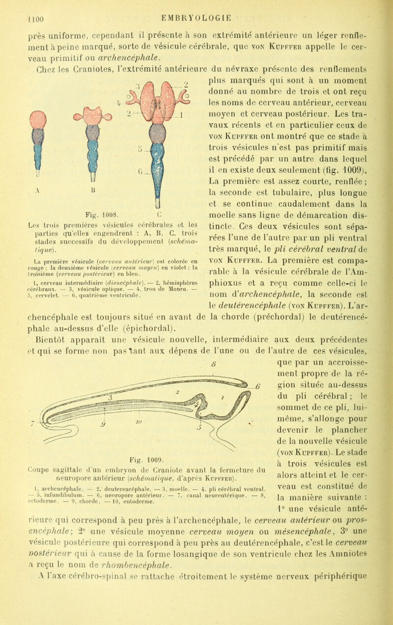 près uniforme, cependant il présente à son extrémité antérieure un léger renfle- ment à peine marqué, sorte de vésicule cérébrale, que von Kupffer appelle le cer- veau primitif ou arcliencéphale. Chez les Craniotes, l’extrémité antérieure du névraxe présente des renflements plus marqués qui sont à un moment donné au nombre de trois et ont reçu les noms de cerveau antérieur, cerveau moyen et cerveau postérieur. Les tra- vaux récents et en particulier ceux de von Kupffer ont montré que ce stade à trois vésicules n'est pas primitif mais est précédé par un autre dans lequel il en existe deux seulement (fig. 1009). La première est assez courte, renflée ; la seconde est tubulaire, plus longue et se continue caudalement dans la moelle sans ligne de démarcation dis- tincte. Ces deux vésicules sont sépa- rées l’une de l’autre par un pli ventral très marqué, le pli cérébral ventral de von Kupffer. La première est compa- rable à la vésicule cérébrale de l’Am- phioxus et a reçu comme celle-ci le nom d'arcliencéphale, la seconde est le deutérencéphale (von Kupffer). L’ar- chencéphale est toujours situé en avant de la chorde (préchordal) le deutérencé- phale au-dessus d’elle (épiehordal). Bientôt apparaît une vésicule nouvelle, intermédiaire aux deux précédentes et qui se forme non pas tant aux dépens de l’une ou de l’autre de ces vésicules, S que par un accroisse- ment propre de la ré- Fig. 1008. G Les trois premières vésicules cérébrales et les parties qu’elles engendrent : A, B. G. trois stades successifs du développement [schéma- tique). La première vésicule (cerveau antérieur) est colorée en rouge ; la deuxième vésicule (cerveau moyen) en violet ; la troisième [cerveau postérieur) en bleu. 1, cerveau intermédiaire [diencéphale). — 2, hémisphères cérébraux. — 3, vésicule optique. — 4. trou de Monro. — 5, cervelet. — 6, quatrième ventricule. 6 gion située au-dessus du pli cérébral ; le sommet de ce pli, lui- même, s’allonge pour devenir le plancher de la nouvelle vésicule (von Kupffer). Le stade à trois vésicules est alors atteint et le cer- veau est constitué de la manière suivante : 1° une vésicule anté- rieure qui correspond à peu près à l’archencéphale, le cerveau antérieur ou pros- encéphale; 2° une vésicule moyenne cerveau moyen ou mésencéphale, 3° une vésicule postérieure qui correspond à peu près au deutérencéphale, c’est le cerveau postérieur qui à cause de la forme losangique de son ventricule chez les Amniotes a reçu le nom de rhombencéphale. A l’axe cérébro-spinal se rattache étroitement le système nerveux périphérique Fig. 1009. Coupe sagittale d'un embryon de Graniote avant la fermeture du neuropore antérieur (schématique, d’après Kupffer). 1, archencéphale. — 2, deuterencéphale. — 3, moelle. — 4, pli cérébral ventral. — 5, infundibulum. — 6, nenropore antérieur. — 7, canal neurentérique. — 8, ectoderme. — 9, chorde. — 10, entoderme.