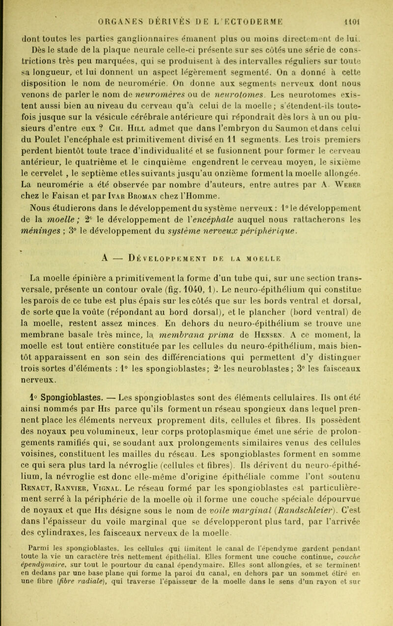 dont toutes les parties ganglionnaires émanent plus ou moins directement de lui. Dès le stade de la plaque neurale celle-ci présente sur ses côtés une série de cons- trictions très peu marquées, qui se produisent à des intervalles réguliers sur toute sa longueur, et lui donnent un aspect légèrement segmenté. On a donné à cette disposition le nom de neuromérie. On donne aux segments nerveux dont nous venons de parler le nom de neuromères ou de neurotomes. Les neurotomes exis- tent aussi bien au niveau du cerveau qu’à celui de la moelle; s’étendent-ils toute- fois jusque sur la vésicule cérébrale antérieure qui répondrait dès lors à un ou plu- sieurs d’entre eux ? Ch. Hill admet que dans l’embryon du Saumon etdans celui du Poulet l’encéphale est primitivement divisé en 11 segments. Les trois premiers perdent bientôt toute trace d’individualité et se fusionnent pour former le cerveau antérieur, le quatrième et le cinquième engendrent le cerveau moyen, le sixième le cervelet , le septième etles suivants jusqu’au onzième forment la moelle allongée. La neuromérie a été observée par nombre d’auteurs, entre autres par A. Weber chez le Faisan et par Ivar Broman chez l’Homme. Nous étudierons dans le développement du système nerveux: 1° le développement de la moelle ; 2° le développement de Y encéphale auquel nous rattacherons les méninges ; 3° le développement du système nerveux périphérique. A — Développement de la moelle La moelle épinière a primitivement la forme d’un tube qui, sur une section trans- versale, présente un contour ovale (fig. 1040, 1). Le neuro-épithélium qui constitue les parois de ce tube est plus épais sur les côtés que sur les bords ventral et dorsal, de sorte que la voûte (répondant au bord dorsal), et le plancher (bord ventral) de la moelle, restent assez minces. En dehors du neuro-épithélium se trouve une membrane basale très mince, la membrana prima de Hensen. A ce moment, la moelle est tout entière constituée par les cellules du neuro-épithélium, mais bien- tôt apparaissent en son sein des différenciations qui permettent d’y distinguer trois sortes d’éléments : 1° les spongioblastes; 2J les neuroblastes ; 3° les faisceaux nerveux. 1° Spongioblastes. — Les spongioblastes sont des éléments cellulaires. Ils ont été ainsi nommés par His parce qu’ils forment un réseau spongieux dans lequel pren- nent place les éléments nerveux proprement dits, cellules et fibres. Ils possèdent des noyaux peu volumineux, leur corps protoplasmique émet une série de prolon- gements ramifiés qui, se soudant aux prolongements similaires venus des cellules voisines, constituent les mailles du réseau. Les spongioblastes forment en somme ce qui sera plus tard la névroglie (cellules et fibres). Ils dérivent du neuro-épithé- lium, la névroglie est donc elle-même d’origine épithéliale comme l’ont soutenu Renaut, Ranvier, Yignal. Le réseau formé par les spongioblastes est particulière- ment serré à la périphérie de la moelle où il forme une couche spéciale dépourvue de noyaux et que His désigne sous le nom de voile marginal (Randschleier). C’est dans l’épaisseur du voile marginal que se développeront plus tard, par l’arrivée des cylindraxes, les faisceaux nerveux de la moelle. Parmi les spongioblastes, les cellules qui limitent le canal de l’épendyme gardent pendant toute la vie un caractère très nettement épithélial. Elles forment une couche continue, couche épendymaire, sur tout le pourtour du canal épendymaire. Elles sont allongées, et se terminent en dedans par une base plane qui forme la paroi du canal, en dehors par un sommet étiré en une libre (fibre radiale), qui traverse l’épaisseur de la moelle dans le sens d’un rayon et sur