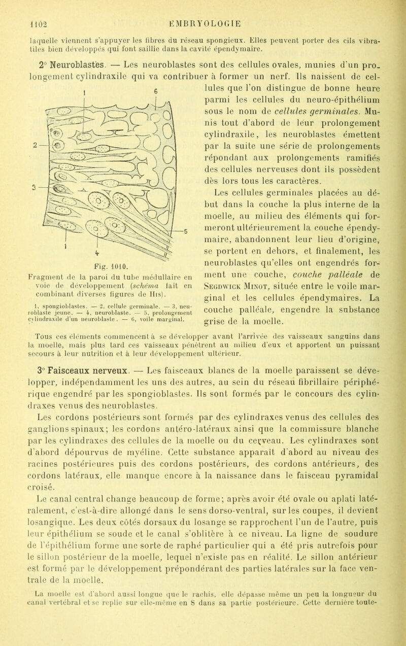 laquelle viennent s’appuyer les fibres du réseau spongieux. Elles peuvent porter des cils vibra- tiles bien développés qui font saillie dans la cavité épendymaire. 2° Neuroblastes. — Les neuroblastes sont des cellules ovales, munies d’un pro- longement cylindraxile qui va contribuer à former un nerf. Ils naissent de cel- lules que l’on distingue de bonne heure parmi les cellules du neuro-épithélium sous le nom de cellules germinales. Mu- nis tout d’abord de leur prolongement cylindraxile, les neuroblastes émettent par la suite une série de prolongements répondant aux prolongements ramifiés des cellules nerveuses dont ils possèdent dès lors tous les caractères. Les cellules germinales placées au dé- but dans la couche la plus interne de la moelle, au milieu des éléments qui for- meront ultérieurement la couche épendy- maire, abandonnent leur lieu d’origine, se portent en dehors, et finalement, les neuroblastes qu’elles ont engendrés for- ment une couche, couche palléale de Segdwick Minot, située entre le voile mar- ginal et les cellules épendymaires. La couche palléale, engendre la substance grise de la moelle. Tous ces éléments commencent à se développer avant l’arrivée des vaisseaux sanguins dans la moelle, mais plus tard ces vaisseaux pénètrent au milieu d’eux et apportent un puissant secours à leur nutrition et à leur développement ultérieur. 3° Faisceaux nerveux. — Les faisceaux blancs de la moelle paraissent se déve- lopper, indépendamment les uns des autres, au sein du réseau fibrillaire périphé- rique engendré par les spongioblastes. Ils sont formés par le concours des cylin- draxes venus des neuroblastes. Les cordons postérieurs sont formés par des cylindraxes venus des cellules des ganglions spinaux; les cordons antéro-latéraux ainsi que la commissure blanche par les cylindraxes des cellules de la moelle ou du cerveau. Les cylindraxes sont d’abord dépourvus de myéline. Cette substance apparaît d’abord au niveau des racines postérieures puis des cordons postérieurs, des cordons antérieurs, des cordons latéraux, elle manque encore à la naissance dans le faisceau pyramidal croisé. Le canal central change beaucoup de forme; après avoir été ovale ou aplati laté- ralement, c’est-à-dire allongé dans le sens dorso-ventral, sur les coupes, il devient losangique. Les deux côtés dorsaux du losange se rapprochent l’un de l’autre, puis leur épithélium se soude et le canal s’oblitère à ce niveau. La ligne de soudure de l’épithélium forme une sorte de raphé particulier qui a été pris autrefois pour le sillon postérieur delà moelle, lequel n’existe pas en réalité. Le sillon antérieur est formé par le développement prépondérant des parties latérales sur la face ven- trale de la moelle. La moelle est d'abord aussi longue que le rachis, elle dépasse même un peu la longueur du canal vertébral et se replie sur elle-même en S dans sa partie postérieure. Cette dernière toute- 1 6 Fig. 1010. Fragment de la paroi du tube médullaire en voie de développement (schéma lait en combinant diverses figures de His). 1, spongioblastes. — 2, cellule germinale. — 3, neu- roblaste jeune. — 4, neuroblaste. — 5, prolongement cylindraxile d’un neuroblaste . — 6, voile marginal.