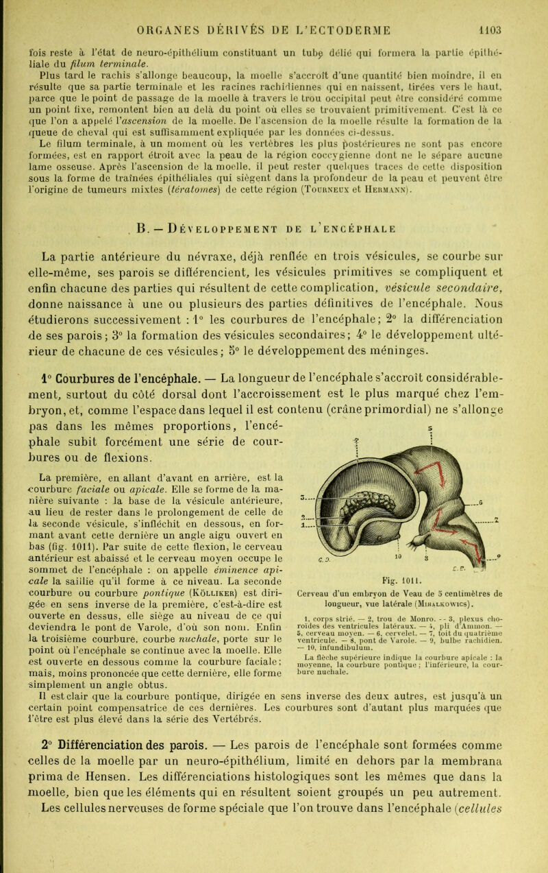 fois reste à l’état de neuro-épithélium constituant un tubp délié qui formera la partie épithé- liale du filum terminale. Plus tard le rachis s’allonge beaucoup, la moelle s’accroît d’une quantité bien moindre, il en résulte que sa partie terminale et les racines rachidiennes qui en naissent, tirées vers le haut, parce que le point de passage de la moelle à travers le trou occipital peut être considéré comme un point fixe, remontent bien au delà du point où elles se trouvaient primitivement. C’est là ce que l’on a appelé l’ascension de la moelle. De l’ascension do la moelle résulte la formation de la queue de cheval qui est suffisamment expliquée par les données ci-dessus. Le filum terminale, à un moment où les vertèbres les plus postérieures ne sont pas encore formées, est en rapport étroit avec la peau de la région coccygienne dont ne le sépare aucune lame osseuse. Après l’ascension de la moelle, il peut rester quelques traces de cette disposition sous la forme de traînées épithéliales qui siègent dans la profondeur de la peau et peuvent être l'origine de tumeurs mixtes (tératomes) de cette région (Tourneux et Hermann). B —Développement de l’encéphale La partie antérieure du névraxe, déjà renflée en trois vésicules, se courbe sur elle-même, ses parois se différencient, les vésicules primitives se compliquent et enfin chacune des parties qui résultent de cette complication, vésicule secondaire, donne naissance à une ou plusieurs des parties définitives de l’encéphale. Nous étudierons successivement : 1° les courbures de l’encéphale; 2° la différenciation de ses parois; 3° la formation des vésicules secondaires; 4° le développement ulté- rieur de chacune de ces vésicules; 5° le développement des méninges. 1° Courbures de l’encéphale. — La longueur de l’encéphale s’accroît considérable- ment, surtout du côté dorsal dont l’accroissement est le plus marqué chez l’em- bryon, et, comme l’espace dans lequel il est contenu (crâne primordial) ne s’allonge pas dans les mêmes proportions, l’encé- phale subit forcément une série de cour- bures ou de flexions. La première, en allant d’avant en arrière, est la courbure faciale ou apicale. Elle se forme de la ma- nière suivante : la base de la vésicule antérieure, -au lieu de rester dans le prolongement de celle de la seconde vésicule, s’infléchit en dessous, en for- mant avant cetle dernière un angle aigu ouvert en bas (fig. 1011). Par suite de cette flexion, le cerveau antérieur est abaissé et le cerveau moyen occupe le sommet de l’encéphale : on appelle éminence api- cale la saillie qu’il forme à ce niveau. La seconde courbure ou courbure pontique (Kôlliker) est diri- gée en sens inverse de la première, c’est-à-dire est ouverte en dessus, elle siège au niveau de ce qui deviendra le pont de Yarole, d’où son nom. Enfin la troisième courbure, courbe nuckale, porte sur le point où l’encéphale se continue avec la moelle. Elle est ouverte en dessous comme la courbure faciale; mais, moins prononcée que cette dernière, elle forme simplement un angle obtus. Il est clair que la courbure pontique, dirigée en sens inverse des deux autres, est jusqu’à un certain point compensatrice de ces dernières. Les courbures sont d’autant plus marquées que l’être est plus élevé dans la série des Vertébrés. 2° Différenciation des parois. — Les parois de l’encéphale sont formées comme celles de la moelle par un neuro-épithélium, limité en dehors par la membrana prima de Hensen. Les différenciations histologiques sont les mêmes que dans la moelle, bien que les éléments qui en résultent soient groupés un peu autrement. Les cellules nerveuses de forme spéciale que l’on trouve dans l’encéphale (cellules 5 Fig. 1011. Cerveau d’un embryon de Veau de 5 centimètres de longueur, vue latérale (Mihalkowics). 1, corps strié. — 2, trou de Monro. -- 3, plexus cho- roïdes des ventricules latéraux. — i, pli d’Ammon. — 5, cerveau moyen. — 6, cervelet. — 7, toit du quatrième ventricule. — 8, pont de Vax-oie. — 9, bulbe rachidien. — 10, infundibulum. La flèche supérieure indique la courbure apicale : la moyenne, la courbure pontique ; l’inférieure, la cour- bure nuchale.