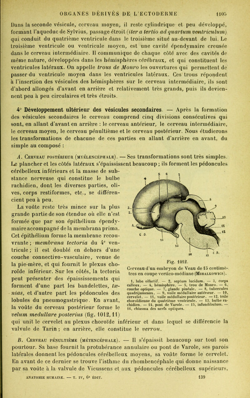 Dans la seconde vésicule, cerveau moyen, il reste cylindrique et peu développé, formant l’aqueduc de Sylvius, passage étroit (iter a tertio ad quartum vmtriculum) qui conduit du quatrième ventricule dans le troisième situé au-devant de lui. Le troisième ventricule ou ventricule moyen, est une cavité épendymaire creusée dans le cerveau intermédiaire. 11 communique de chaque côté avec des cavités de même nature, développées dans les hémisphères cérébraux, et qui constituent les ventricules latéraux. On appelle trous de Monro les ouvertures qui permettent de passer du ventricule moyen dans les ventricules latéraux. Ces trous répondent à l’insertion des vésicules des hémisphères sur le cerveau intermédiaire, ils sont d’abord allongés d’avant en arrière et relativement très grands, puis ils devien- nent peu à peu circulaires et très étroits. 4° Développement ultérieur des vésicules secondaires — Après la formation des vésicules secondaires le cerveau comprend cinq divisions consécutives qui sont, en allant d’avant en arrière : le cerveau antérieur, le cerveau intermédiaire, le cerveau moyen, le cerveau pénultième et le cerveau postérieur. Nous étudierons les transformations de chacune de ces parties en allant d’arrière en avant, du simple au composé : A. Cerveau postérieur (myélencéphale). — Ses transformations sont très simples. Le plancher et les côtés latéraux s’épaississent beaucoup ; ils forment les pédoncules cérébelleux inférieurs et la masse de sub- stance nerveuse qui constitue le bulbe rachidien, dont les diverses parties, oli- ves, corps restiformes, etc., se différen- cient peu à peu. La voûte reste très mince sur la plus grande partie de son étendue où elle n’est formée que par son épithélium épendy- maire accompagné delà membranaprima. Cet épithélium forme la membrane recou- vrante ; membrana tectoria du 4e ven- tricule ; il est doublé en dehors d’une couche connectivo-vasculaire, venue de la pie-mère, et qui fournit le plexus cho- roïde inférieur. Sur les côtés, la tectoria peut présenter des épaississements qui forment d’une part les bandelettes, tae- nias, et d’autre part les pédoncules des lobules du pneumogastrique. En avant, la voûte du cerveau postérieur forme le vélum medullare posterius (fig. 1012,11) qui unit le cervelet au plexus choroïde inférieur et dans lequel se différencie la valvule de Tarin ; en arrière, elle constitue le verrou. B. Cerveau pénultième (métencéphale). — Il s’épaissit beaucoup sur tout son pourtour. Sa base fournit la protubérance annulaire ou pont de Varole, ses parois latérales donnent les pédoncules cérébelleux moyens, sa voûte forme le cervelet. En avant de ce dernier se trouve l’isthme du rhombencéphale qui donne naissance par sa voûte à la valvule de Vieussens et aux pédoncules cérébelleux supérieurs, ANATOMIE HUMAINE. — T. IV, 6e ÉDIT. Fig. 1012. Cerveau d’un embryon de Veau de 15 centimè- tres en coupe vertico-médiane (Mihalkowics), 1, lobe olfactif. — 2, septum lucidum. — 3, corps calleux. — 4, hémisphère. — 5, trou de Monro. — 6, couche optique. — 7, glande pinéale. — 8, tubercules quadrijumeaux. — 9, voile médullaire antérieur. — 10, cervelet. — 11, voile médullaire postérieur. —12. toile choroïdienne du quatrième ventricule. — 13. bulbe ra- chidien. — 14, pont de Varole. — 15, infundibulum. — 16, chiasma des nerfs optiques. 139