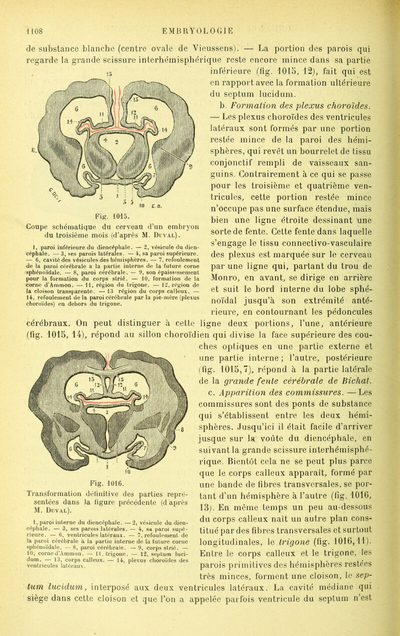 Fi£. 1015. Coupe schématique du cerveau d’un embryon du troisième mois (d’après M. Duval). 1, paroi inférieure du diencéphale. — 2, vésicule du dien- cépbale. — 3, ses parois latérales. — 4, sa paroi supérieure. — 6, cavité des vésicules des hémisphères. — 7, refoulement de la paroi cérébrale à la partie interne de la future corne sphénoïdale. — 8, paroi cérébrale. — 9, son épaississement pour la formation du corps strié. — 10, formation de la corne d’Ammon. — 11, région du trigone. — 12, région de la cloison transparente. — 13 région du corps calleux. — 14, refoulement de la paroi cérébrale par la pie-mère (plexus choroïdes) en dehors du trigone. de substance blanche (centre ovale de Vieussens). — La portion des parois qui regarde la grande scissure interhémisphérique reste encore mince dans sa partie inférieure (fig. 1015, 12), fait qui est en rapport avec la formation ultérieure du septum lucidum. b. Formation des plexus choroïdes. — Les plexus choroïdes des ventricules latéraux sont formés par une portion restée mince de la paroi des hémi- sphères, qui revêt un bourrelet de tissu conjonctif rempli de vaisseaux san- guins. Contrairement à ce qui se passe pour les troisième et quatrième ven- tricules, cette portion restée mince n’occupe pas une surface étendue, mais bien une ligne étroite dessinant une sorte de fente. Cette fente dans laquelle s’engage le tissu connectivo-vasculaire des plexus est marquée sur le cerveau par une ligne qui, partant du trou de Monro, en avant, se dirige en arrière et suit le bord interne du lobe sphé- noïdal jusqu’à son extrémité anté- rieure, en contournant les pédoncules cérébraux. On peut distinguer à cette ligne deux portions, l’une, antérieure (fig. 1015, 14), répond au sillon choroïdien qui divise la face supérieure des cou- ches optiques en une partie externe et une partie interne ; l’autre, postérieure (fig. 1015,7), répond à la partie latérale de la grande fente cérébrale de Bichat. c. Apparition des commissures. —Les commissures sont des ponts de substance qui s’établissent entre les deux hémi- sphères. Jusqu’ici il était facile d’arriver jusque sur la voûte du diencéphale, en suivant la grande scissure interhémisphé- rique. Bientôt cela ne se peut plus parce que le corps calleux apparaît, formé par une bande de fibres transversales, se por- tant d’un hémisphère à l’autre (fig. 1016, 13). En même temps un peu au-dessous du corps calleux naît un autre plan cons- titué par des fibres transversales et surtout longitudinales, le trigone (fig. 1016,11). Entre le corps calleux et le trigone, les parois primitives des hémisphères restées très minces, forment une cloison, le sep- tum lucidum, interposé aux deux ventricules latéraux. La cavité médiane qui siège dans cette cloison et que l’on a appelée parfois ventricule du septum n’est Fig. 1016. Transformation définitive des parties repré- sentées dans la figure précédente (d après M. Duval). 1, paroi interne du diencéphale. — 2, vésicule du dien- céphale. — 3, ses parois latérales. — 4, sa paroi supé- rieure. — 6, ventricules latéraux. — 7, refoulement de la paroi cérébrale à la partie interne de la future corne sphénoïdale. — 8, paroi cérébrale. — 9, corps strié. — 10, corned’Ammon. — 11, trigone. — 12, septum luci- dum. -— 13, corps calleux. — 14, plexus choroïdes des ventricules latéraux.
