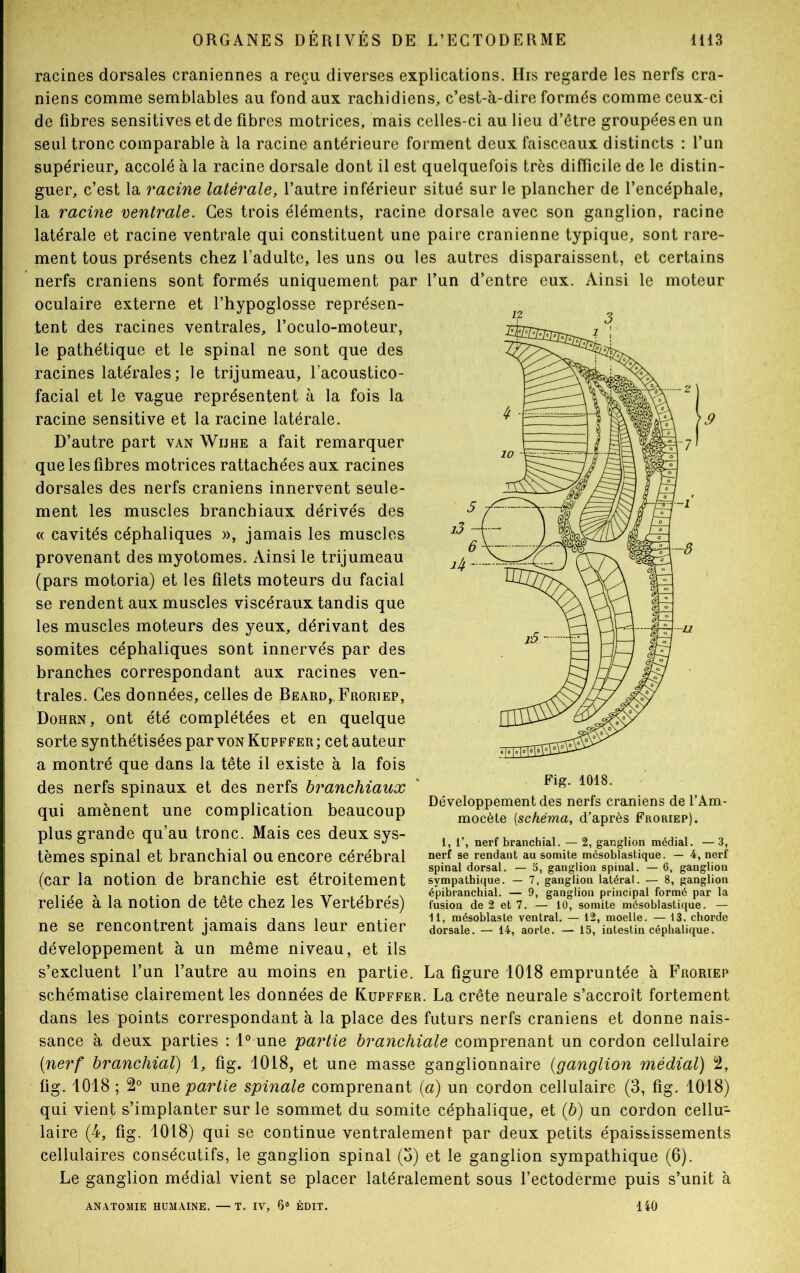 racines dorsales crâniennes a reçu diverses explications. His regarde les nerfs crâ- niens comme semblables au fond aux rachidiens, c’est-à-dire formés comme ceux-ci de fibres sensitives et de fibres motrices, mais celles-ci au lieu d’être groupées en un seul tronc comparable à la racine antérieure forment deux faisceaux distincts : l’un supérieur, accolé à la racine dorsale dont il est quelquefois très difficile de le distin- guer, c’est la racine latérale, l’autre inférieur situé sur le plancher de l’encéphale, la racine ventrale. Ces trois éléments, racine dorsale avec son ganglion, racine latérale et racine ventrale qui constituent une paire crânienne typique, sont rare- ment tous présents chez l’adulte, les uns ou les autres disparaissent, et certains nerfs crâniens sont formés uniquement par l’un d’entre eux. Ainsi le moteur oculaire externe et l’hypoglosse représen- tent des racines ventrales, l’oculo-moteur, le pathétique et le spinal ne sont que des racines latérales; le trijumeau, l’acoustico- facial et le vague représentent à la fois la racine sensitive et la racine latérale. D’autre part van Wijhe a fait remarquer que les fibres motrices rattachées aux racines dorsales des nerfs crâniens innervent seule- ment les muscles branchiaux dérivés des « cavités céphaliques », jamais les muscles provenant des myotomes. Ainsi le trijumeau (pars motoria) et les filets moteurs du facial se rendent aux muscles viscéraux tandis que les muscles moteurs des yeux, dérivant des somites céphaliques sont innervés par des branches correspondant aux racines ven- trales. Ces données, celles de Beard,. Froriep, Dohrn, ont été complétées et en quelque sorte synthétisées par von Kupffer ; cet auteur a montré que dans la tête il existe à la fois des nerfs spinaux et des nerfs branchiaux qui amènent une complication beaucoup plus grande qu’au tronc. Mais ces deux sys- tèmes spinal et branchial ou encore cérébral (car la notion de branchie est étroitement reliée à la notion de tête chez les Vertébrés) ne se rencontrent jamais dans leur entier développement à un même niveau, et ils s’excluent l’un l’autre au moins en partie. La figure 1018 empruntée à Froriep schématise clairement les données de Kupffer. La crête neurale s’accroît fortement dans les points correspondant à la place des futurs nerfs crâniens et donne nais- sance à deux parties : 1° une partie branchiale comprenant un cordon cellulaire (nerf branchial) 1, fig. 1018, et une masse ganglionnaire (ganglion médial) 2, fig. 1018 ; 2° une partie spinale comprenant (a) un cordon cellulaire (3, fig. 1018) qui vient s’implanter sur le sommet du somite céphalique, et (b) un cordon cellu- laire (4, fig. 1018) qui se continue ventralement par deux petits épaississements cellulaires consécutifs, le ganglion spinal (o) et le ganglion sympathique (6). Le ganglion médial vient se placer latéralement sous l’ectoderme puis s’unit à ANATOMIE HUMAINE. —T. IV, 6® ÉDIT. 140 Développement des nerfs crâniens de l’Am- mocète [schéma, d’après Froriep). 1, 1’, nerf branchial. — 2, ganglion médial. — 3, nerf se rendant au somite mésoblastique. — 4, nerf spinal dorsal. — 5, ganglion spinal. — 6, ganglion sympathique. — 7. ganglion latéral. — 8, ganglion éjpibranchial. — 9, ganglion principal formé par la fusion de 2 et 7. — 10, somite mésoblastique. — 11, mésoblaste ventral. — 12, moelle. — 13. chorde dorsale. — 14, aorte. — 15, intestin céphalique.