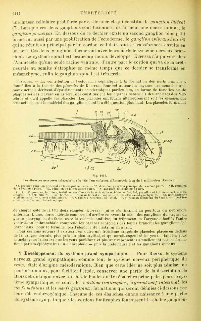 une masse cellulaire proliférée par ce dernier et qui constitue le ganglion latéral (7). Lorsque ces deux ganglions sont fusionnés, ils forment une masse unique, le ganglion principal. En dessous de ce dernier existe un second ganglion plus petit formé lui aussi par une prolifération de l’ectoderme, le ganglion épibranchial (8) qui se réunit au principal par un cordon cellulaire qui se transformera ensuite en un nerf. Ces deux ganglions formeront avec leurs nerfs le système nerveux bran- chial. Le système spinal est beaucoup moins développé; Kupffer n’a pu voir chez l’Ammocète qu’une seule racine ventrale, d’autre part le cordon qui va de la crête neurale au somite s’atrophie en même temps que ce dernier se transforme en mésenchyme, enfin le ganglion spinal est très grêle. Placodes. — La contribution de l'ectoderme céphalique à la formation des nerfs crâniens a donné lieu à la théorie des placocles de Kupffer. Pour cet auteur les organes des sens des ani- maux actuels dérivent d’épaisissements ectodermiques particuliers, en forme de fossettes ou de plaques sériées d’avant en arrière, qui constituaient les organes sensoriels des ancêtres des Ver- tébrés et qu’il appelle les placodes. Les placodes ont fourni ultérieurement soit lès organes des sens actuels, soit le matériel des ganglions dont il a été question plus haut. Les placodes formaient Fig. i019. Les ébauches nerveuses (placodes) de la tète d’un embryon d’Ammocète long de 4 millimètres (Kupffer). V>, premier ganglion principal de la cinquième paire. — V2, deuxième ganglion principal de la même paire. — VII, ganglion de la septième paire. — IX, ganglion de la neuvième paire. — X, ganglion de la/dixième paire. 1..., 8..., 13, premier, huitième, treizième ganglions de la série épibranchiale. — brl, brs, première et huitième poches bran- chiales. — e, nerf ciliaire. — ch, chorde. — /, rameau latéral du vague. — N, fossette naso-hypophysaire. — na, nerf abducens (sixième paire). — o, nerf ophtalmique. — r. f, rameau récurrent du facial. — r. v, rameau récurrent du vague. — t, nerf tro- chléaire. — Ves. op, vésicule optique. de chaque côté de la tête deux rangées (Kupffer) qui se réunissaient au pourtour du neuropore antérieur. L’une, dorso-latérale comprend d'arrière en avant la série des ganglions du vague, du glosso-pharyngien, du facial avec la vésicule auditive, du trijumeau et l’organe olfactif ; l’autre ventrale ou épibranchiale comprend les organes sensoriels des fentes branchiales (ganglions épi- branchiaux) pour se terminer par l’ébauche du cristallin en avant. Pour certains auteurs il existerait en outre une troisième rangée de placodes placée en dedans de la rangée dorsale, plus près du plan sagittal, et qui aurait engendré les yeux — tant les yeux actuels (yeux latéraux) que les yeux pariétaux et pinéaux représentés actuellement par les forma- tions pariéto-épiphysaires du diencéphale — puis la crête neurale et les ganglions spinaux. 4° Développement du système grand sympathique. — Pour Remak, le système nerveux grand sympathique, comme tout le système nerveux périphérique du reste, était d’origine mésodermique. Bien que cette idée ne soit plus admise, on peut néanmoins, pour faciliter l’étude, conserver une partie de la description de Remak et distinguer avec lui chez le Poulet quatre ébauches principales pour le sys- tème sympathique, ce sont : les cordons limitrophes, le grand nerf intestinal, les nerfs médians et les nerfs génitaux, formations qui seront définies ci-dessous par leur rôle embryogénique. Chacune de ces ébauches donne naissance à une partie du système sympathique : les cordons limitrophes fournissent la chaîne ganglion-