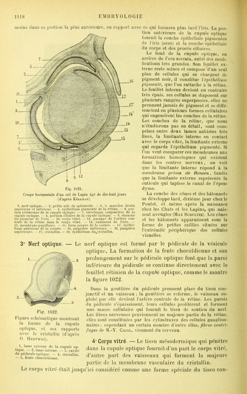 moins clans sa portion la plus antérieure, en rapport avec Fig. 1021. Coupe horizontale d’un œil de Lapin âgé de dix-huit jours (d’après Kôluker) 1, nerf optique. — 2, petite aile du sphénoïde. — 3, 3, muscles droits supérieur et inférieur. — S, épithélium pigmenté de la rétine. — 6. por- tion rétinienne de la cupule optique. — 7, enveloppe conjonctive de la cupule optique. — 8, portion ciliaire de la cupule optique. — 9, ébauche du pigment de l’iris. — 10, corps vitré. — 11, passage de l’artère cen- trale de la rétine dans le corps vitré. — 12, rudiment de l’iris. — 13, membrane pupillaire. — 14, tissu propre de la cornée. — 14’. épithé- lium antérieur de la cornée. — 13, paupière inférieure. — 16, paupière supérieure. — 17, cristallin. — 18, épithélium du^cristallin. ce qui formera plus tard l’iris. La por- tion antérieure de la cupule optique fournit la couche épithéliale pigmentée de l'iris (uvée) et la couche épithéliale du corps et des procès ciliaires. Le fond de la cupule optique, en arrière de l’ora serrata, subit des modi- fications très grandes. Son feuillet ex- terne reste mince et composé d’un seul plan de cellules qui se chargent de pigment noir, il constitue Yépithélium pigmenté, que l’on rattache à la rétine. Le feuillet interne devient au contraire très épais, ses cellules se disposent sur plusieurs rangées superposées, elles ne prennent jamais de pigment et se diffé- rencient en plusieurs formes cellulaires qui engendrent les couches de la rétine. Les couches de la rétine, que nous n’étudierons pas en détail, sont com- prises entre deux lames anhistes très fines, la limitante interne en contact avec le corps vitré, la limitante externe qui regarde l’épithélium pigmenté. Si l’on veut comparer ces membranes aux formations homologues qui existent dans les centres nerveux, on voit que la limitante interne répond à la membrana prima de Hensen, tandis que la limitante externe représente la cuticule qui tapisse le canal de l’épen- dyme. La couche des cônes et des bâtonnets se développe tard, dixième jour chez le Poulet, et même après la naissance chez les Chats et les Lapins, qui nais- sent aveugles (Max Schultze). Les cônes et les bâtonnets apparaissent sous la ^orme de petites saillies situées sur l’extrémité périphérique des cellules visuelles. 3° Nerf optique. Fig. 1022. Figure schématique montrant la forme de la cupule optique, et ses rapports avec le cristallin (d’après 0. Hertwig). 1, lame externe de la cupule op- tique. — 2, lame interne. — 3, cavité du pédicule optique. — 4, cristallin, — 5, fente choroïdienne. Le nerf optique est formé par le pédicule de la vésicule optique. La formation de la fente choroïdienne et son prolongement sur le pédicule optique font que la paroi inférieure du pédicule se continue directement avec le feuillet rétinien de la cupule optique, comme le montre la figure 1022. Dans la gouttière du pédicule prennent place du tissu con- jonctif et un vaisseau ; la gouttière se referme, le vaisseau en- globé par elle devient l’artère centrale de la rétine. Les parois du pédicule s’épaississent, leurs cellules prolifèrent et forment une masse cellulaire qui fournit le tissu de soutien du nerf. Les fibres nerveuses proviennent en majeure partie de la rétine, elles sont constituées par les cylindraxes des cellules ganglion- naires ; cependant un certain nombre d’entre elles, fibres centri- fuges de R.-Y. Gajal, viennent du cerveau. 4° Corps vitré. — Le tissu mésodermique qui pénètre dans la cupule optique fournit d’un part le corps vitré, d’autre part des vaisseaux qui forment la majeure partie de la membrane vasculaire du cristallin. Le corps vitré était jusqu’ici considéré comme une forme spéciale du tissu con-