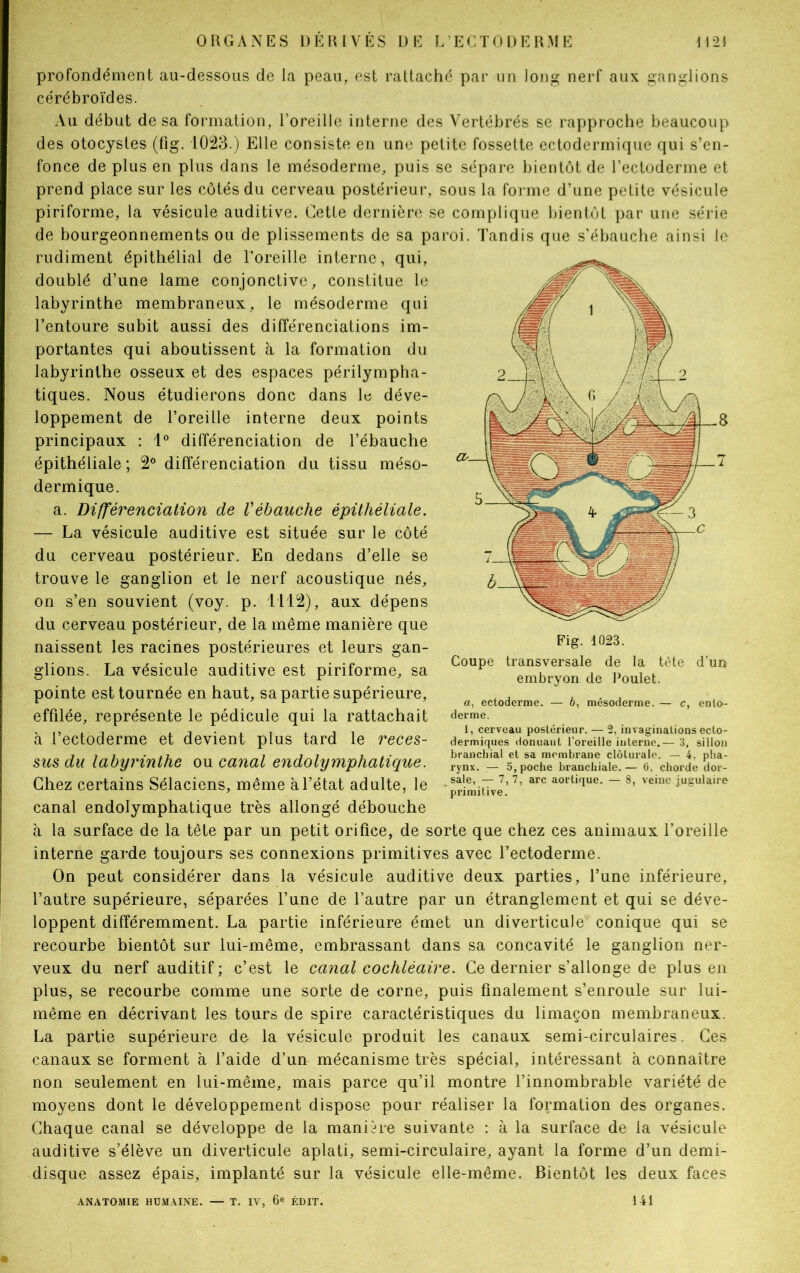 profondément au-dessous de la peau, est rattaché par un long nerf aux ganglions cérébroïdes. Au début de sa formation, l’oreille interne des Vertébrés se rapproche beaucoup des otocystes (fîg. 1023.) Elle consiste en une petite fossette ectodermique qui s’en- fonce de plus en plus dans le mésoderme, puis se sépare bientôt de l’ectoderme et prend place sur les côtés du cerveau postérieur, sous la forme d’une petite vésicule piriforme, la vésicule auditive. Cette dernière se complique bientôt par une série de bourgeonnements ou de plissements de sa paroi. Tandis que s’ébauche ainsi le rudiment épithélial de l’oreille interne, qui, doublé d’une lame conjonctive, constitue le labyrinthe membraneux, le mésoderme qui l’entoure subit aussi des différenciations im- portantes qui aboutissent à la formation du labyrinthe osseux et des espaces périlympha- tiques. Nous étudierons donc dans le déve- loppement de l’oreille interne deux points principaux : 1° différenciation de l’ébauche épithéliale ; 2° différenciation du tissu méso- dermique. a. Différenciation de l'ébauche épithéliale. — La vésicule auditive est située sur le côté du cerveau postérieur. En dedans d’elle se trouve le ganglion et le nerf acoustique nés, on s’en souvient (voy. p. 1112), aux dépens du cerveau postérieur, de la même manière que naissent les racines postérieures et leurs gan- glions. La vésicule auditive est piriforme, sa pointe est tournée en haut, sa partie supérieure, effilée, représente le pédicule qui la rattachait à l’ectoderme et devient plus tard le reces- sus du labyrinthe ou canal endolymphatique. Chez certains Sélaciens, même à l’état adulte, le canal endolymphatique très allongé débouche à la surface de la tête par un petit orifice, de sorte que chez ces animaux l’oreille interne garde toujours ses connexions primitives avec l’ectoderme. On peut considérer dans la vésicule auditive deux parties, l’une inférieure, l’autre supérieure, séparées l’une de l’autre par un étranglement et qui se déve- loppent différemment. La partie inférieure émet un diverticule conique qui se recourbe bientôt sur lui-même, embrassant dans sa concavité le ganglion ner- veux du nerf auditif; c’est le canal cochléaire. Ce dernier s’allonge de plus en plus, se recourbe comme une sorte de corne, puis finalement s’enroule sur lui- même en décrivant les tours de spire caractéristiques du limaçon membraneux. La partie supérieure de- la vésicule produit les canaux semi-circulaires. Ces canaux se forment à l’aide d’un mécanisme très spécial, intéressant à connaître non seulement en lui-même, mais parce qu’il montre l’innombrable variété de moyens dont le développement dispose pour réaliser la formation des organes. Chaque canal se développe de la manière suivante : à la surface de la vésicule auditive s’élève un diverticule aplati, semi-circulaire, ayant la forme d’un demi- disque assez épais, implanté sur la vésicule elle-même. Bientôt les deux faces ANATOMIE HUMAINE. — T. IV, 6e ÉDIT. Fig. 1023. Coupe transversale de la tête d’un embryon de Poulet. a, ectoderme. — 6, mésoderme. — c, ento- derme. 1, cerveau postérieur. — 2, invaginations ecto- dermiques donuant l’oreille iuterne.— 3, sillon branchial et sa membrane clôluralc. — 4, pha- rynx. — 5, poche branchiale. — 6, chorde dor- sale, — 7, 7, arc aortique. — 8, veine jugulaire primitive. 141