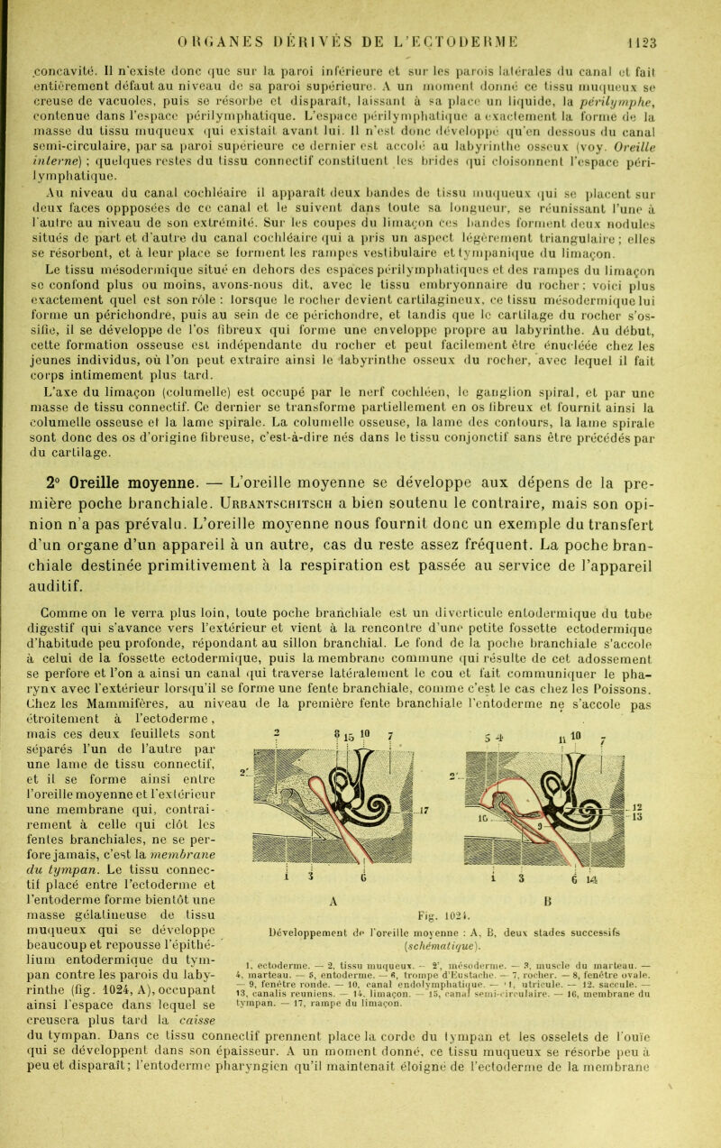 concavité. Il n'cxiste donc que sur la paroi inférieure et sur les parois latérales du canal et fait entièrement défaut au niveau de sa paroi supérieure. A un moment donné ce tissu muqueux se creuse de vacuoles, puis se résorbe et disparaît, laissant à sa place un liquide, la périlymphe, contenue dans l’espace périlymphatique. L’espace périlymphatique a exactement la forme de la masse du tissu muqueux qui existait avant lui. Il n’est donc développé qu’en dessous du canal semi-circulaire, par sa paroi supérieure ce dernier est accolé au labyrinthe osseux (voy. Oreille interne) ; quelques restes du tissu connectif constituent les brides qui cloisonnent l’espace péri- lymphatique. Au niveau du canal cochléaire il apparaît deux bandes de tissu muqueux qui se placent sur deux faces oppposées de ce canal et le suivent dans toute sa longueur, se réunissant l’une à l'autre au niveau de son extrémité. Sur les coupes du limaçon ces bandes forment deux nodules situés de part et d’autre du canal cochléaire qui a pris un aspect légèrement triangulaire ; elles se résorbent, et à leur place se forment les rampes vestibulaire ettympanique du limaçon. Le tissu mésodermique situé en dehors des espaces périlymphatiques et des rampes du limaçon se confond plus ou moins, avons-nous dit, avec le tissu embryonnaire du rocher; voici plus exactement quel est son rôle : lorsque le rocher devient cartilagineux, ce tissu mésodermique lui forme un périchondre, puis au sein de ce périchondre, et tandis que le cartilage du rocher s’os- sifie, il se développe de l’os fibreux qui forme une enveloppe propre au labyrinthe. Au début, cette formation osseuse est indépendante du rocher et peut facilement être énueléée chez les jeunes individus, où l’on peut extraire ainsi le -labyrinthe osseux du rocher, avec lequel il fait corps intimement plus tard. L’axe du limaçon (columelle) est occupé par le nerf cochléen, le ganglion spiral, et par une masse de tissu connectif. Ce dernier se transforme partiellement en os fibreux et fournit ainsi la columelle osseuse et la lame spirale. La columelle osseuse, la lame des contours, la lame spirale sont donc des os d’origine fibreuse, c’est-à-dire nés dans le tissu conjonctif sans être précédés par du cartilage. 2° Oreille moyenne. — L’oreille moyenne se développe aux dépens de la pre- mière poche branchiale. Urbantschitsch a bien soutenu le contraire, mais son opi- nion n’a pas prévalu. L’oreille moyenne nous fournit donc un exemple du transfert d’un organe d’un appareil à un autre, cas du reste assez fréquent. La poche bran- chiale destinée primitivement à la respiration est passée au service de l’appareil auditif. Gomme on le verra plus loin, toute poche branchiale est un diverticule entodermique du tube digestif qui s’avance vers l’extérieur et vient à la rencontre d’une petite fossette ectodermique d’habitude peu profonde, répondant au sillon branchial. Le fond de la poche branchiale s’accole à celui de la fossette ectodermique, puis la membrane commune qui résulte de cet adossement se perfore et l’on a ainsi un canal qui traverse latéralement le cou et fait communiquer le pha- rynx avec l’extérieur lorsqu’il se forme une fente branchiale, comme c’est le cas chez les Poissons. Chez les Mammifères, au niveau de la première fente branchiale l’entoderme ne s’accole pas étroitement à l’ectoderme, mais ces deux feuillets sont séparés l’un de l’autre par une lame de tissu connectif, et il se forme ainsi entre l’oreille moyenne et l'extérieur une membrane qui, contrai- rement à celle qui clôt les fentes branchiales, ne se per- fore jamais, c’est la membrane du tympan. Le tissu connec- tif placé entre l’ectoderme et l’entoderme forme bientôt une masse gélatineuse de tissu muqueux qui se développe beaucoup et repousse l’épithé- lium entodermique du tym- pan contre les parois du laby- rinthe (fîg. 1024, A), occupant ainsi l’espace dans lequel se creusera plus tard la caisse du tympan. Dans ce tissu connectif prennent place la corde du tympan et les osselets de l’ouïe qui se développent dans son épaisseur. A un moment donné, ce tissu muqueux se résorbe peu à peu et disparaît; l’entoderme pharyngien qu’il maintenait éloigné de l’ectoderme de la membrane A B Fig. 1024. Développement de l’oreille moyenne : A, B, deux stades successifs [schématique). 1, ectoderme. — 2, tissu muqueux. - 2’, mésoderme. — 3, muscle du marteau. — 4, marteau. — 5, entoderme. — fi, trompe d’Eustache. — 7, rocher. — 8, fenêtre ovale. — 9, fenêtre ronde. — 10, canal endolympliatique. — ■ I, utricule. — 12. saceule. — 13, canalis reuniens. — 14. limaçon. — 15, canal semi-circulaire. — 16, membrane du tympan. — 17, rampe du limaçon.
