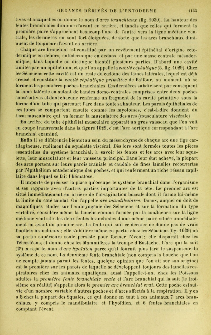 lives et auxquelles on donne le nom d'arcs branchiaux (fig. 1030). La hauteur des lentes branchiales diminue d’avant en arrière, et tandis que celles qui forment la première paire s’approchent beaucoup l’une de l’autre vers la ligne médiane ven- trale, les dernières en sont fort éloignées, de sorte que les arcs branchiaux dimi- nuent de longueur d’avant en arrière. Chaque arc branchial est constitué par un revêtement épithélial d’origine ecto- dermique en dehors, entodermique en dedans, et par une masse centrale mésoder- mique, dans laquelle on distingue bientôt plusieurs parties. D’abord une cavité limitée par un épithélium, et que l’on appelle la cavité céphalique (5, fig. 1029). Chez les Sélaciens cette cavité est un reste du cœlome des lames latérales, lequel est déjà creusé et constitue la cavité céphalique primitive de Bal four, au moment où se forment les premières poches branchiales. Ces dernières subdivisent par conséquent la lame latérale en autant de bandes dorso-ventrales comprises entre deux poches consécutives et dont chacune renferme un fragment de la cavité primitive sous la forme d’un tube qui parcourt l’arc dans toute sa hauteur. Les parois épithéliales de ces tubes se comportent ensuite comme les myotonies, c’est-à dire donnent du tissu musculaire qui va former la musculature des arcs (musculature viscérale). En arrière du tube épithélial musculaire apparaît un gros vaisseau que l’on voit en coupe transversale dans la figure 1029, c’est l’arc aortique correspondant à l’arc branchial examiné. Enfin il se différencie bientôt au sein du mésenchyme de chaque arc une tige car- tilagineuse, rudiment du squelette viscéral. Dès lors sont formées toutes les pièces essentielles du système branchial, à savoir les fentes et les arcs avec leur sque- lette, leur musculature et leur vaisseau principal. Dans leur état achevé, la plupart des arcs portent sur leurs parois craniale et caudale de fines lamelles recouvertes par l’épithélium entodermique des poches, et qui renferment un riche réseau capil- laire dans lequel se fait l’hématose. Il importe de préciser la place qu’occupe le système branchial dans l’organisme et ses rapports avec d’autres parties importantes de la tête. Le premier arc est situé immédiatement en arrière de l’invagination buccale dont il forme lui-même la limite du côté caudal. On l’appelle arc mandibulaire. Dohrn, auquel on doit de magnifiques études sur l’embryogénie des Sélaciens et sur la formation du type vertébré, considère même la bouche comme formée par la coafluence sur la ligne médiane ventrale des deux fentes branchiales d’une même paire située immédiate- ment en avant du premier arc. La fente qui suit ce dernier ne donne pas de vrais feuillets branchiaux ; elle s’oblitère même en partie chez les Sélaciens (fig. 1029) où sa partie supérieure seule persiste pour former l’évent; elle disparaît chez les Téléostéens, et donne chez les Mammifères la trompe d’Eustache. L’arc qui la suit (2e) a reçu le nom d'arc hyoïdien parce qu'il fournit plus tard le suspenseur du système de ce nom. La deuxième fente branchiale (non compris la bouche que l’on ne compte jamais parmi les fentes, quelque opinion que l’on ait sur son origine) est la première sur les parois de laquelle se développent toujours des lamelles res- piratoires chez les animaux aquatiques, aussi l’appelle-t-on, chez les Poissons adultes la première fente branchiale vraie et l’arc branchial qui la suit (le troi- sième en réalité) s’appelle alors le premier arc branchial vrai. Cette poche est sui- vie d’un nombre variable d’autres poches et d’arcs affectés à la respiration. Il yen a 5 chez la plupart des Squales, ce qui donne en tout à ces animaux 7 arcs bran- chiaux y compris le mandibulaire et l’hyoïdien, et 6 fentes branchiales en comptant l’évent.