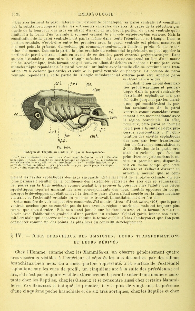 Les arcs forment la paroi latérale de l'extrémité céphalique, sa paroi ventrale est constituée par la substance .comprise entre les extrémités ventrales des arcs. A cause de la réduction gra- duelle de la longueur des arcs en allant d’avant en arrière, la portion de paroi ventrale qu’ils limitent a la forme d’un triangle à sommet cranial, le triangle mésobranchial externe. Mais la constitution de la paroi ventrale n’est pas la même dans toute l’étendue de ce triangle. Dans sa portion craniale, c’est-à-dire entre les premiers arcs, la paroi ventrale est pleine, massive, et n’admet point la présence du cœlome qui commence seulement à l’endroit précis où elle se ter- mine elle-même. Gomme la partie la plus craniale du cœlome est le péricarde, on peut appeler la portion de paroi ventrale située en avant de ce dernier, paroi ventrale prépéricardique. Dans sa partie caudale au contraire le triangle mésobranchial externe comprend au lieu d’une masse pleine, acœlomique, trois formations qui sont, en allant de dehors en dedans : 1° une paroi ecto- mésodermique répondant à la paroi ventrale ordinaire avec laquelle elle se continue sans tran- sition ; 2° le cœlome (péricarde) et enfin 3° la paroi ventrale du pharynx. La portion de paroi ventrale répondant à cette partie du triangle mésobranchial externe peut être appelée paroi ventrale péricardique. La distinction de ces deux par- ties prépéricardique et péricar- dique dans la paroi ventrale de l’extrémité céphalique n’a pas été faite jusqu'ici par les classi- ques, qui considéraient la por- tion acœlomique de la paroi ventrale comme coïncidant exac- tement à un moment donné avec la région branchiale. En effet, pour eux, cette paroi se formait peu à peu à la suite de deux pro- cessus concomitants : 1° l’obli- tération des cavités céphaliques des arcs par leur transforma- tion en ébauches musculaires et 2° l’oblitération de la partie cra- niale du cœlome, qui, étendue primitivement jusque dans la ca- vité du premier arc, disparais- sait en même temps que cette dernière et s’effaçait d’avant en arrière à mesure que se com- blaient les cavités céphaliques des arcs successifs. Cet effacement de la partie craniale du cœ- lome paraissait résulter de la confluence des extrémités ventrales des arcs qui se réunissaient par paires sur la ligne médiane comme tendait à le prouver la présence chez l’adulte des pièces squelettiques (copules) unissant les arcs correspondants des deux moitiés opposées du corps. Lorsque le développement était achevé, la dernière paire d’arcs s’était soudée sur la ligne médiane ventrale, et l’extrémité craniale du cœlome se trouvait immédiatement derrière elle. Cette manière de voir ne peut être conservée. J’ai montré (Arch. d'Anat. micr., 4908) que la paroi ventrale acœlomique ne coïncide pas du tout avec la région branchiale, mais est toujours plus courte que cette dernière. Elle ne s’étend jamais sur les derniers arcs, et sa formation n’a rien à voir avec l’oblitération graduelle d’une portion du cœlome. Celui-ci garde intacte son extré- mité craniale qui conserve même chez l’adulte la forme qu’elle a'chez l’embryon et que l’on peut considérer comme un des points les plus fixes au cours du développement. <or.i. ,fvA ,œs. Fig. 1030. Embryon de Torpille au stade K, vu par sa transparence. a.v.I, 1er arc viscéral. --- c, cœur. — c. Cuv., canal de Cuvier. — e.h., ébauche hépatique. — e.m.h., ébauche du méso-hépatique antérieur. — f.v., 4, quatrième fente viscérale. — o. c.,' œil. — œs., œsophage. — or.*., oreille interne. — p.c., paroi du cordon ombilical. — per., péricarde. — p.p.p., paroi prépéricardique. — v.o.m., veine omphalo-mésentérique. § IV. — Arcs branchiaux des amniotes, leurs transformations ET LEURS DÉRIVÉS Chez l’Homme, comme chez les Mammifères, on observe généralement quatre arcs viscéraux visibles à l’extérieur et séparés les uns des autres par des sillons branchiaux bien nets. On a aussi parfois représenté, à la surface de l’extrémité céphalique sur les vues de profil, un cinquième arc à la suite des précédents; cet arc, s’il n’est pas toujours visible extérieurement, paraît exister d’une manière cons- tante chez les Reptiles, chez les Oiseaux et se rencontre aussi chez certains Mammi- fères. Van Bemmelen a indiqué, le premier, il y a plus de vingt ans, la présence d’une cinquième poche branchiale et de six arcs aortiques, chez les Reptiles et chez