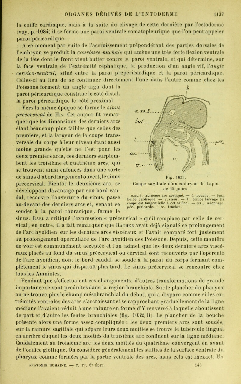 la coiffe cardiaque, mais à la suite du clivage de cette dernière par l'ectoderme (voy. p. 1084) il se forme une paroi ventrale somatopleurique que l’on peut appeler paroi péricardique. A ce moment par suite de l’accroissement prépondérant des parties dorsales de l’embryon se produit la courbure nuchale qui amène une très forte flexion ventrale de la tête dont le front vient butter contre la paroi ventrale, et qui détermine, sur la face ventrale de l’extrémité céphalique, la production d’un angle vif, l'angle cervico-ventrai, situé entre la paroi prépéricardique et la paroi péricardique. Celles-ci au lieu de se continuer directement l’une dans l’autre comme chez les Poissons forment un angle aigu dont la £ paroi péricardique constitue le côté distal, la paroi péricardique le côté proximal. Vers la même époque se forme le sinus précervical de His. Cet auteur fit remar- quer que les dimensions des derniers arcs étant beaucoup plus faibles que celles des premiers, et la largeur de la coupe trans- versale du corps a leur niveau étant aussi moins grande qu’elle ne l’est pour les deux premiers arcs, ces derniers surplom- bent les troisième et quatrième arcs, qui se trouvent ainsi enfoncés dans une sorte de sinus d’abord largement ouvert, le sinus précervical. Bientôt le deuxième arc, se développant davantage par son bord cau- dal, recouvre l’ouverture du sinus, passe au-devant des derniers arcs et, venant se souder à la paroi thoracique, ferme le sinus. Rabl a critiqué l’expression « précervical » qu’il remplace par celle de cer- vical; en outre, il a fait remarquer que Rathke avait déjà signalé ce prolongement de l’arc hyoïdien sur les derniers arcs viscéraux et l’avait comparé fort justement au prolongement operculaire de l’arc hyoïdien des Poissons. Depuis, cette manière de voir est communément acceptée et l’on admet que les deux derniers arcs viscé- raux placés au fond du sinus précervical ou cervical sont recouverts par l’opercule de l’arc hyoïdien, dont le bord caudal se soude à la paroi du corps fermant com- plètement le sinus qui disparait plus tard. Le sinus précervical se rencontre chez tous les Amniotes. Pendant que s’effectuaient ces changements, d’autres transformations de grande importance se sont produites dans la région branchiale. Sur le plancher du pharynx on ne trouve plus le champ mésobranchial du début, qui a disparu comme si les ex- trémités ventrales des arcs s’accroissant et se rapprochant graduellement de la ligne médiane l’avaient réduit à une rainure en forme d’Y renversé à laquelle aboutissent de part et d’autre les fentes branchiales (fig. 1032, B). Le plancher de la bouche présente alors une forme assez compliquée : les deux premiers arcs sont soudés, sur la rainure sagittale qui sépare leurs deux moitiés se trouve le tubercule lingual en arrière duquel les deux moitiés du troisième arc confluent sur la ligne médiane. Caudalement au troisième arc les deux moitiés du quatrième convergent en avant de l’orifice glottique. On considère généralement les saillies de la surface ventrale du pharynx comme formées par la partie ventrale des arcs, mais cela est inexact. Un ANATOMIE HUMAINE. — T. IV, 6e ÉDIT. Fig. 103o. Coupe sagittale d’un embryon de Lapin de 12 jours. a.ao.3, troisième arc aortique1. — b, bouche. — bul., bulbe cardiaque. — c, cœur. — l., orifice laryngé (la coupe est tangentielle à cet orifice). — œs., œsophage. pér., péricarde.— tr., trachée. 143