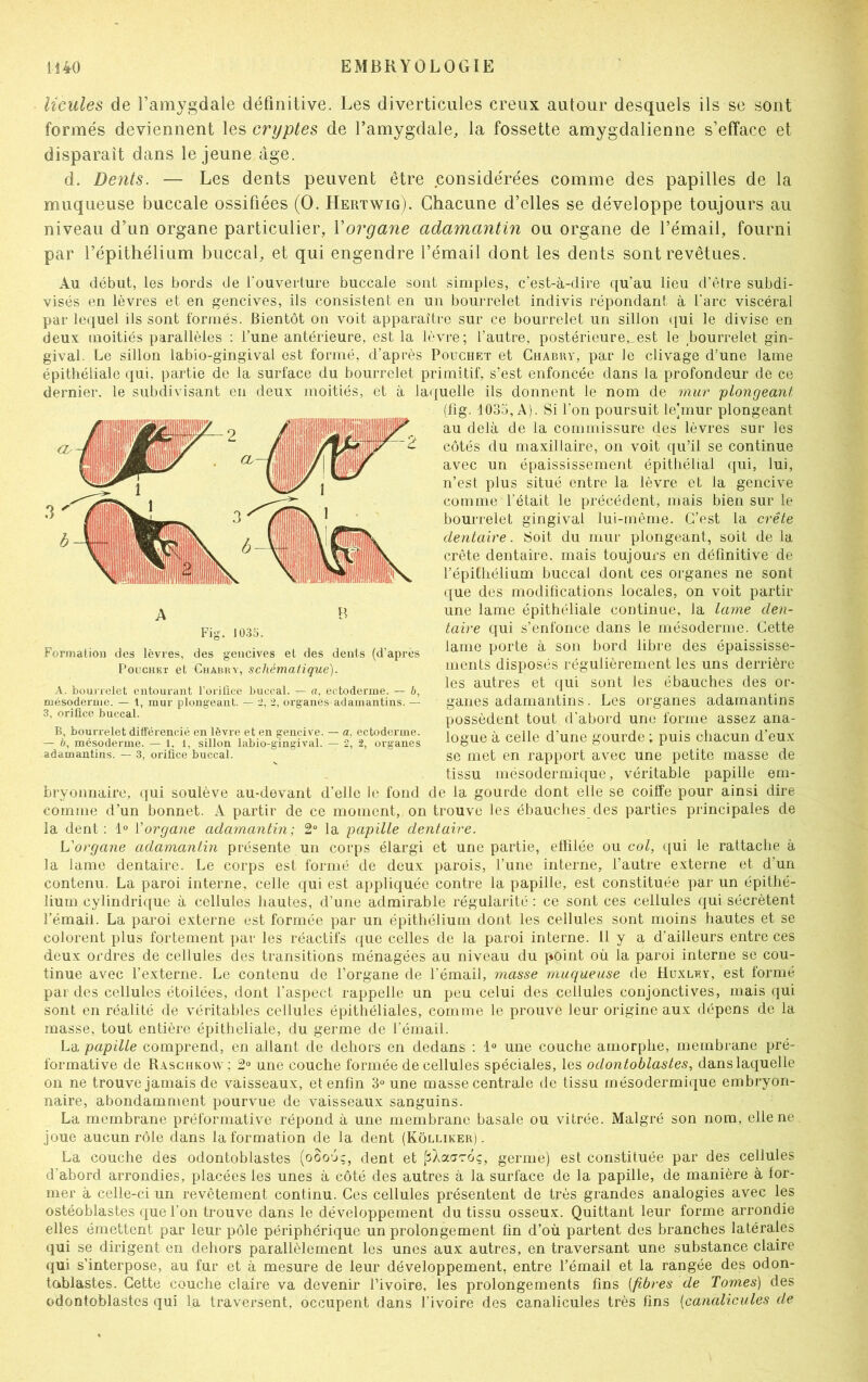 licules de l’amygdale définitive. Les diverticules creux autour desquels ils se sont formés deviennent les cryptes de l’amygdale, la fossette amygdalienne s’efface et disparait dans le jeune âge. d. Dents. — Les dents peuvent être considérées comme des papilles de la muqueuse buccale ossifiées (O. Hertwig). Chacune d’elles se développe toujours au niveau d’un organe particulier, Y organe adamantin ou organe de l’émail, fourni par l’épithélium buccal, et qui engendre l’émail dont les dents sont revêtues. Au début, les bords de l'ouverture buccale sont simples, c’est-à-dire qu’au lieu d’être subdi- visés en lèvres et en gencives, ils consistent en un bourrelet indivis répondant à l’arc viscéral par lequel ils sont formés. Bientôt on voit apparaître sur ce bourrelet un sillon qui le divise en deux moitiés parallèles : l’une antérieure, est la lèvre; l’autre, postérieure„est le bourrelet gin- gival. Le sillon labio-gingival est formé, d’après Pouchet et Chabry, par Je clivage d’une lame épithéliale qui. partie de la surface du bourrelet primitif, s’est enfoncée dans la profondeur de ce dernier, le subdivisant en deux moitiés, et à laquelle ils donnent le nom de mur plongeant (fîg. 1035, A). Si l'on poursuit le'mur plongeant au delà de la commissure des lèvres sur les côtés du maxillaire, on voit qu’il se continue avec un épaississement épithélial qui, lui, n’est plus situé entre la lèvre et la gencive comme l'était le précédent, mais bien sur le bourrelet gingival lui-même. C’est la crête dentaire. Soit du mur plongeant, soit de la crête dentaire, mais toujours en définitive de l’épithélium buccal dont ces organes ne sont que des modifications locales, on voit partir une lame épithéliale continue, la lame den- taire qui s’enfonce dans le mésoderme. Cette lame porte à son bord libre des épaississe- ments disposés régulièrement les uns derrière les autres et qui sont les ébauches des or- ganes adamantins. Les organes adamantins possèdent tout d’abord une forme assez ana- logue à celle d’une gourde ; puis chacun d’eux se met en rapport avec une petite masse de tissu mésodermique, véritable papille em- bryonnaire, qui soulève au-devant d’elle le fond de la gourde dont elle se coiffe pour ainsi dire comme d’un bonnet. A partir de ce moment, on trouve les ébauches des parties principales de la dent: 1° Y organe adamantin; 2° la papille dentaire. L'organe adamantin présente un corps élargi et une partie, effilée ou col, qui le rattache à la lame dentaire. Le corps est formé de deux parois, l’une interne, l’autre externe et d’un contenu. La paroi interne, celle qui est appliquée contre la papille, est constituée par un épithé- lium cylindrique à cellules hautes, d’une admirable régularité : ce sont ces cellules qui sécrètent l’émail. La paroi externe est formée par un épithélium dont les cellules sont moins hautes et se colorent plus fortement par les réactifs que celles de la paroi interne. 11 y a d'ailleurs entre ces deux ordres de cellules des transitions ménagées au niveau du point où la paroi interne se cou- tinue avec l’externe. Le contenu de l’organe de l’émail, masse muqueuse de Huxley, est formé par des cellules étoilées, dont l'aspect rappelle un peu celui des cellules conjonctives, mais qui sont en réalité de véritables cellules épithéliales, comme le prouve leur origine aux dépens de la Fig. 1035. Formation des lèvres, des gencives et des dents (d’après Pouchet et Chabry, schématique). A. bourrelet entourant l’orifice buccal. — a, ectoderme. — b, mésoderme. — 1, mur plongeant. — 2, 2, organes-adamantins. — 3, orifice buccal. B, bourrelet différencié en lèvre et en gencive. — a, ectoderme. — b, mésoderme. — 1. 1, sillon labio-gingival. — 2, 2, organes adamantins. — 3, orifice buccal. masse, tout entière épitheliale, du germe de l’émail. La papille comprend, en allant de dehors en dedans : 1° une couche amorphe, membrane pré- formative de Raschkow ; 2° une couche formée de cellules spéciales, les odontoblastes, dans laquelle on ne trouve jamais de vaisseaux, et enfin 3° une masse centrale de tissu mésodermique embryon- naire, abondamment pourvue de vaisseaux sanguins. La membrane préformative répond à une membrane basale ou vitrée. Malgré son nom, elle ne joue aucun rôle dans la formation de la dent (Kôlliker) . La couche des odontoblastes (oooô;, dent et jsXaciToç, germe) est constituée par des cellules d'abord arrondies, placées les unes à côté des autres à la surface de la papille, de manière à for- mer à celle-ci un revêtement continu. Ces cellules présentent de très grandes analogies avec les ostéoblastes que l’on trouve dans le développement du tissu osseux. Quittant leur forme arrondie elles émettent par leur pôle périphérique un prolongement fin d’où partent des branches latérales qui se dirigent en dehors parallèlement les unes aux autres, en traversant une substance claire qui s’interpose, au fur et à mesure de leur développement, entre l’émail et la rangée des odon- tablastes. Cette couche claire va devenir l’ivoire, les prolongements fins [fibres de Tomes) des odontoblastes qui la traversent, occupent dans l’ivoire des canalicules très fins (canalicules de