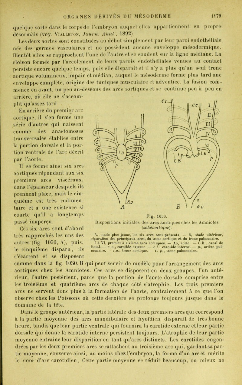 quelque sorte dans le corps de l’embryon auquel clics appartiennent en propre désormais (voy. Vialleton, Journ. Anal., 1892). Les deux aortes sont constituées au début simplement par leur paroi endothéliale née des germes vasculaires et ne possèdent aucune enveloppe mésodermique. Bientôt elles se rapprochent l’une de l’autre et se soudent sur la ligne médiane. La cloison formée par l’accolement de leurs parois endothéliales venues au contact persiste encore quelque temps, puis elle disparaît et il n’y a plus qu’un seul tronc aortique volumineux, impair et médian, auquel le mésoderme forme plus tard une enveloppe complète, origine des tuniques musculaire et adventice. La fusion com- mence en avant, un peu au-dessous des arcs aortiques et se continue peu à peu en arrière, où elle ne s’accom- plit qu’assez tard. En arrière du premier arc aortique, il s’en forme une série d’autres qui naissent comme des anastomoses transversales établies entre la portion dorsale et la por- tion ventrale de l’arc décrit par l’aorte. Il se forme ainsi six arcs aortiques répondant aux six premiers arcs viscéraux, dans l’épaisseur desquels ils prennent place, mais le cin- quième est très rudimen- taire et a une existence si courte qu’il a longtemps passé inaperçu. Ces six arcs sont d’abord très rapprochés les uns des . J , , 1 1 séparation des principaux arcs, du tronc aortique et du tronc pulmonaire, autres (fig. 1050, A), puis, i à vi, premier à sixième arcs aortiques. — Ao, aorte. — C.B., canal de . . ., j- -, Botal.— c.e., carotide externe. — c.i., carotide interne. —p., artère pul- le Cinquième disparu-, lis monaire. — t.a., tronc aortique. — t. p., tronc pulmonaire. s’écartent et se disposent comme dans la fig. 1050, B qui peut servir de modèle pour l’arrangement des arcs aortiques chez les Amniotes. Ces arcs se disposent en deux groupes, l’un anté- rieur, l’autre postérieur, parce que la portion de l’aorte dorsale comprise entre les troisième et quatrième arcs de chaque côté s’atrophie. Les trois premiers arcs ne servent donc plus à la formation de l’aorte, contrairement à ce que l’on observe chez les Poissons où cette dernière se prolonge toujours jusque dans le domaine de la tête. Bans le groupe antérieur, la partie latérale des deux premiers arcs qui correspond à la partie moyenne des arcs mandibulaire et hyoïdien disparait de très bonne heure, tandis que leur partie ventrale qui fournira la carotide externe et leur partie dorsale qui donne la carotide interne persistent toujours. L’atrophie de leur partie moyenne entraîne leur disparition en tant qu’arcs distincts. Les carotides engen- drées par les deux premiers arcs se rattachent au troisième arc qui, gardantsa par- tie moyenne, conserve ainsi, au moins chez l’embryon, la forme d’un arc et mérite le nôm d’arc carotidien. Cette partie moyenne se réduit beaucoup, ou mieux ne Dispositions initiales des arcs aortiques chez les Amniotes [schématique). A, stade plus jeune, les six arcs sont présents. — B, stade ultérieur,