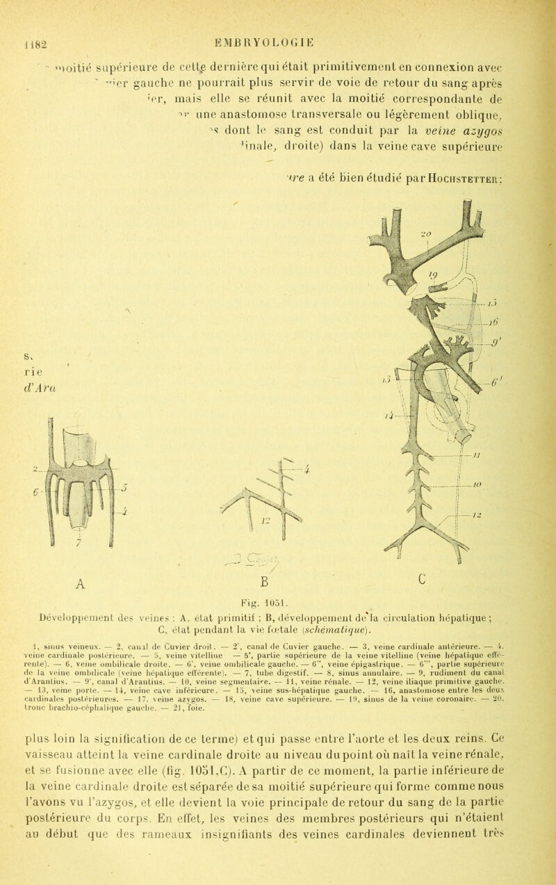 moitié supérieure de cettp dernière qui était primitivement en connexion avec  ^er gauche ne pourrait plus servir de voie de retour du sang après ;er, mais elle se réunit avec la moitié correspondante de une anastomose transversale ou légèrement oblique, ^ dont le sang est conduit par la veine azygos finale, droite) dans la veine cave supérieure >re a été bien étudié par Hochstetter; Fig. 1051. Développement des veines : A, état primitif : B, développement de'la circulation hépatique; C, état pendant la vie fœtale [schématique). 1, sinus veineux. — 2, canal de Cuvier droit. — 2’, canal de Cuvier gauche. — 3, veine cardinale antérieure. — 4. veine cardinale postérieure. — 5, veine vitelline — 5’, partie supérieure de la veine vitelline (veine hépatique effé- rente). — 6, veine ombilicale droite. — 6’, veine ombilicale gauche. — 6”, veine épigastrique. — 6”’, partie supérieure de la veine ombilicale (veine hépatique efférente). — 7, tube digestif. — 8, sinus annulaire. — 9, rudiment du canal d’Aranlius. — 9’, canal d’Arantius. — 10, veine segmentaire. — 11, veine rénale. — 12, veine iliaque primitive gauche. — 13, veine porte. — 14, veine cave inférieure. — 15, veine sus-hépatique gauche. — 16, anastomose entre les deux cardinales postérieures. — 17, veine azygos. — 18, veine cave supérieure. — 19, sinus de la veine coronaire. — 20, tronc brachio-céphalique gauche. — 2J, foie. plus loin la signification de ce terme) et qui passe entre l’aorte et les deux reins. Ce vaisseau atteint la veine cardinale droite au niveau dupoint où naît la veine rénale, et se fusionne avec elle (fig. 1051,C). A partir de ce moment, la partie inférieure de la veine cardinale droite est séparée de sa moitié supérieure qui forme comme nous l’avons vu l’azygos, et elle devient la voie principale de retour du sang de la partie postérieure du corps. En effet, les veines des membres postérieurs qui n’étaient au début que des rameaux insignifiants des veines cardinales deviennent très