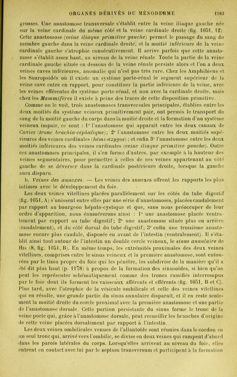 grosses. Une anastomose transversale s’établit entre la veine iliaque gauche née sur la veine cardinale du même côté et la veine cardinale droite (fig. 1051, 12). Cette anastomose (veine iliaque primitive gauche) permet le passage du sang du membre gauche dans la veine cardinale droite, et la moitié inférieure de la veine cardinale gauche s’atrophie consécutivement. Il arrive parfois que cette anasto- mose s’établit assez haut, au niveau de la veine rénale. Toute la partie de la veine cardinale gauche située en dessous de la veine rénale persiste alors et l’on a deux, veines caves inférieures, anomalie qui n’est pas très rare. Chez les Amphibiens et les Sauropsidés où il existe un système porte-rénal le segment supérieur de la veine cave entre en rapport, pour constituer la partie inférieure de la veine, avec les veines efférentes du système porte-rénal, et non avec la cardinale droite, mais chez les Mammifères il existe à peine des traces de cette disposition primitive. Comme on le voit, trois anastomoses transversales principales, établies entre les deux moitiés du système veineux primitivement pair, ont permis le transport du sang de la moitié gauche du corps dans la moitié droite et la formation d’un système veineux impair, ce sont : 1° l’anastomose qui apparaît entre les deux canaux de Cuvier [tronc brachio-céphalique); 2° l’anastomose entre les deux moitiés supé- rieures des veines cardinales (hémi-azygos) ; et enfin 3° l’anastomose entre les deux moitiés inférieures des veines cardinales (veine iliaque primitive gauche). Outre ces anastomoses principales, il s’en forme d’autres, par exemple à la hauteur des veines segmentaires, pour permettre à celles de ces veines appartenant au côté gauche de se déverser dans la cardinale postérieure droite, lorsque la gauche aura .disparu. b. Veines des annexes. — Les veines des annexes offrent les rapports les plus intimes avec le développement du foie. Les deux veines vitellines placées parallèlement sur les côtés du tube digestif (fig. 1051, A) s’unissent entre elles par une série d’anastomoses, placées caudalement par rapport au bourgeon hépato-cystique et que, sans nous préoccuper de leur ordre d’apparition, nous énumérerons ainsi : 1° une anastomose placée ventra- lement par rapport au tube digestif ; 2° une anastomose située plus en arrière (caudalement), et du côté dorsal du tube digestif; 3° enfin une troisième anasto- mose encore plus caudale, disposée en avant de l’intestin (ventralement). Il s’éta- blit ainsi tout autour de l’intestin un double cercle veineux, le sinus annulaire de His (8, fig. 1051, B). En même temps, les extrémités proximales des deux veines vitellines, comprises entre le sinus veineux et la première anastomose, sont entou- rées par le tissu propre du foie qui les pénètre, les subdivise de la manière qu’il a été dit plus haut (p. 1178) à propos de la formation des sinusoïdes, si bien qu’on peut les représenter schématiquement comme des troncs ramifiés interrompus par le foie dont ils forment les vaisseaux afférents et efférents (fig. 1051, B et G). Plus tard, avec l’atrophie de la vésicule ombilicale et celle des veines vitellines qui en résulte, une grande partie du sinus annulaire disparaît, et il en reste seule- ment la moitié droite du cercle proximal avec la première anastomose et une partie de l’anastomose dorsale. Cette portion persistante du sinus forme le tronc de la veine porte qui, grâce à l’anastomose dorsale, peut recueillir les branches d’origine de cette veine placées dorsalement par rapport à l’intestin. Les deux veines ombilicales venues de l’allantoïde sont réunies dans le cordon en un seul tronc qui, arrivé vers l’ombilic, se divise en deux veines qui rampent d’abord dans les parois latérales du corps. Lorsqu’elles arrivent au niveau du foie, elles entrent en contact avec lui par le septum transversum et participent à la formation