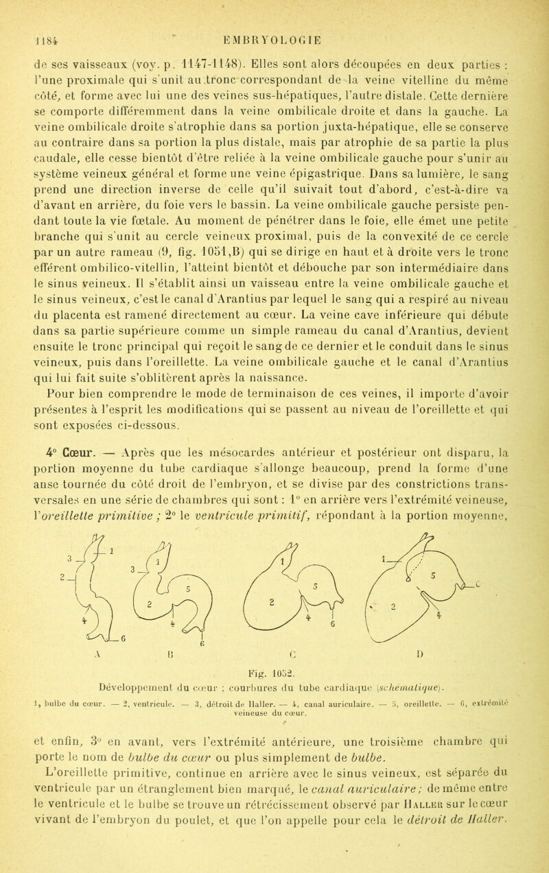 de ses vaisseaux (voy. p. 1147-1148). Elles sont alors découpées en deux parties : l’une proximale qui s’unit au tronc correspondant de la veine vitelline du même côté, et forme avec lui une des veines sus-hépatiques, l’autre distale. Cette dernière se comporte différemment dans la veine ombilicale droite et dans la gauche. La veine ombilicale droite s’atrophie dans sa portion juxta-hépatique, elle se conserve au contraire dans sa portion la plus distale, mais par atrophie de sa partie la plus caudale, elle cesse bientôt d’être reliée à la veine ombilicale gauche pour s’unir au système veineux général et forme une veine épigastrique. Dans sa lumière, le sang prend une direction inverse de celle qu’il suivait tout d’abord, c’est-à-dire va d’avant en arrière, du foie vers le bassin. La veine ombilicale gauche persiste pen- dant toute la vie fœtale. Au moment de pénétrer dans le foie, elle émet une petite branche qui s’unit au cercle veineux proximal, puis de la convexité de ce cercle par un autre rameau (9, fig. 1051,B) qui se dirige en haut et à droite vers le tronc efférent ombilico-vitellin, l’atteint bientôt et débouche par son intermédiaire dans le sinus veineux. Il s’établit ainsi un vaisseau entre la veine ombilicale gauche et le sinus veineux, c’est le canal d’Arantius par lequel le sang qui a respiré au niveau du placenta est ramené directement au cœur. La veine cave inférieure qui débute dans sa partie supérieure comme un simple rameau du canal d’Arantius, devient ensuite le tronc principal qui reçoit le sang de ce dernier et le conduit dans le sinus veineux, puis dans l’oreillette. La veine ombilicale gauche et le canal d’Arantius qui lui fait suite s’oblitèrent après la naissance. Pour bien comprendre le mode de terminaison de ces veines, il importe d’avoir présentes à l’esprit les modifications qui se passent au niveau de l’oreillette et qui sont exposées ci-dessous. 4° Cœur. — Après que les mésocardes antérieur et postérieur ont disparu, la portion moyenne du tube cardiaque s’allonge beaucoup, prend la forme d’une anse tournée du côté droit de l’embryon, et se divise par des constrictions trans- versales en une série de chambres qui sont : 1° en arrière vers l’extrémité veineuse, Y oreillette primitive ; 2° le ventricule primitif, répondant à la portion moyenne, Fig. 1052. Développement du cœur ; courbures du tube cardiaque [schématique). 1, bulbe du cœur. — 2, ventricule. — 3, détroit de Haller. — 4, canal auriculaire. — 5, oreillette. — 6, extrémité veineuse du cœur. et enfin, 3° en avant, vers l’extrémité antérieure, une troisième chambre qui porte le nom de bulbe du cœur ou plus simplement de bulbe. L’oreillette primitive, continue en arrière avec le sinus veineux, est séparée du ventricule par un étranglement bien marqué, 1 q canal auriculaire ; de même entre le ventricule et le bulbe se trouve un rétrécissement observé par Haller sur lecœur vivant de l’embryon du poulet, et que l’on appelle pour cela le détroit de Haller.