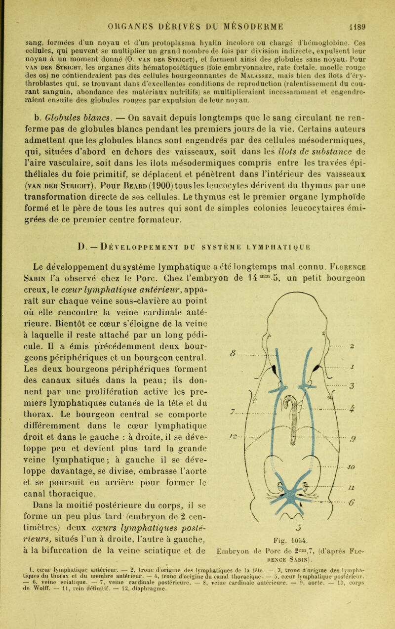 sang, formées d'un noyau et d’un protoplasma hyalin incolore ou chargé d’hémoglobine. Ces cellules, qui peuvent se multiplier un grand nombre de fois par division indirecte, expulsent leur noyau à un moment donné (O. van lier Stricht), et forment ainsi des globules sans noyau, Pour van der Stricht, les organes dits hématopoiétiques (foie embryonnaire, rate fœtale, moelle rouge des os) ne contiendraient pas des cellules bourgeonnantes de Malassez, mais bien des îlots d’éry- throblastes qui, se trouvant dans d’excellentes conditions de reproduction (ralentissement du cou- rant sanguin, abondance des matériaux nutritifs) se multiplieraient incessamment et engendre- raient ensuite des globules rouges par expulsion de leur noyau. b. Globules blancs. — On savait depuis longtemps que le sang circulant ne ren- ferme pas de globules blancs pendant les premiers jours de la vie. Certains auteurs admettent que les globules blancs sont engendrés par des cellules mésodermiques, qui, situées d’abord en dehors des' vaisseaux, soit dans les îlots de substance de l’aire vasculaire, soit dans les îlots mésodermiques compris entre les travées épi- théliales du foie primitif, se déplacent et pénètrent dans l’intérieur des vaisseaux (van der Stricht). Pour Beard (1900) tous les leucocytes dérivent du thymus par une transformation directe de ses cellules. Le thymus est le premier organe lymphoïde formé et le père de tous les autres qui sont de simples colonies leucocytaires émi- grées de ce premier centre formateur. D. — DÉVELOPPEMENT DU SYSTÈME LYMPHATIQUE Le développement dusystème lymphatique a été longtemps mal connu. Florence Sabin l’a observé chez le Porc. Chez l’embryon de I4mm.5, un petit bourgeon creux, le cœur lymphatique antérieur, appa- raît sur chaque veine sous-clavière au point où elle rencontre la veine cardinale anté- rieure. Bientôt ce cœur s’éloigne de la veine à laquelle il reste attaché par un long pédi- cule. Il a émis précédemment deux bour- geons périphériques et un bourgeon central. Les deux bourgeons périphériques forment des canaux situés dans la peau; ils don- nent par une prolifération active les pre- miers lymphatiques cutanés de la tête et du thorax. Le bourgeon central se comporte différemment dans le cœur lymphatique droit et dans le gauche : à droite, il se déve- loppe peu et devient plus tard la grande veine lymphatique; à gauche il se déve- loppe davantage, se divise, embrasse l’aorte et se poursuit en arrière pour former le canal thoracique. Dans la moitié postérieure du corps, il se forme un peu plus tard (embryon de 2 cen- timètres) deux cœurs lymphatiques posté- rieurs, situés l’un à droite, l’autre à gauche, à la bifurcation de la veine sciatique et de Fig. 1054. Embryon de Porc de 2cm,7 rence Sabin). (d’après Flo- 1, cœur lymphatique antérieur. — 2, tronc d'origine des lymphatiques de la tète. — 3, tronc d'origine des lympha- tiques du thorax et du membre antérieur. — 4, tronc d’origine du canal thoracique. — 5, cœur lymphatique postérieur. — fi, veine sciatique. — 7, veiue cardinale postérieure. — 8, veine cardinale antérieure. — 9, aorte. — 10, corps de Wollï. — 11, rein définitif. — 12, diaphragme.