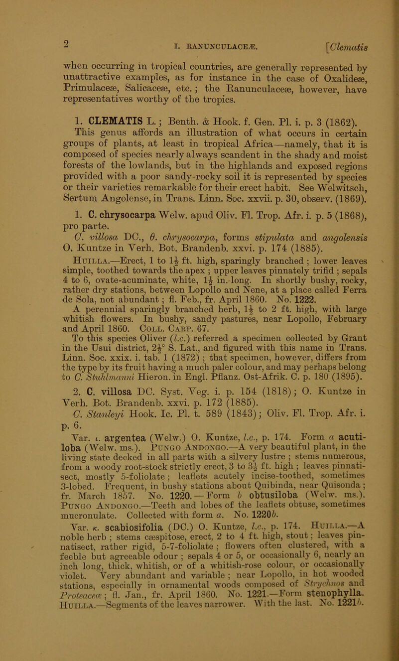 when occurring in tropical countries, are generally represented by unattractive examples, as for instance in the case of Oxalidese, Primulacese, Salicacese, etc.; the Ranunculacese, however, have representatives worthy of the tropics. 1. CLEMATIS L.; Benth. & Hook. f. Gen. PI. i. p. 3 (1862). This genus affords an illustration of what occurs in certain groups of plants, at least in tropical Africa—namely, that it is composed of species nearly always scandent in the shady and moist forests of the lowlands, but in the highlands and exposed regions provided with a poor sandy-rocky soil it is represented by species or their varieties remarkable for their erect habit. See Welwitsch, Sertum Angolense, in Trans. Linn. Soc. xxvii. p. 30, observ. (1869). 1. C. chrysocarpa Welw. apud Oliv. PI. Trop. Afr. i. p. 5 (1868), pro parte. G. villosa DO., 0. chrysocarpa, forms stipulata and angolensis O. Kuntze in Verb. Bot. Brandenb. xxvi. p. 174 (1885). Huilla.—Erect, 1 to 14 ft. high, sparingly branched ; lower leaves simple, toothed towards the apex ; upper leaves pinnately trifid ; sepals 4 to 6, ovate-acuminate, white, 1^ in. long. In shortly bushy, rocky, rather dry stations, between Lopollo and Nene, at a place called Ferra de Sola, not abundant ; fl. Feb., fr. April 1860. No. 1222. A perennial sparingly branched herb, 1| to 2 ft. high, with large whitish flowers. In bushy, sandy pastures, near Lopollo, February and April 1860. Coll. Carp. 67. To this species Oliver (l.c.) referred a specimen collected by Grant in the Usui district, 2^° S. Lat., and figured with this name in Trans. Linn. Soc. xxix. i. tab. 1 (1872) ; that specimen, however, differs from the type by its fruit having a much paler colour, and may perhaps belong to C. Stuhlmanni Hieron. in Engl. Pflanz. Ost-Afrik. C. p. 180 (1895). 2. C. villosa DO. Syst. Veg. i. p. 154 (1818); 0. Kuntze in Verb. Bot. Brandenb. xxvi. p. 172 (1885). G. Stanleyi Hook. Ic. PI. t. 589 (1843); Oliv. Fl. Trop. Afr. i. p. 6. Var. t. argentea (Welw.) O. Kuntze, l.c., p. 174. Form a acuti- loba (Welw. ms.). Pungo Andongo.—A very beautiful plant, in the living state decked in all parts with a silvery lustre ; stems numerous, from a woody root-stock strictly erect, 3 to 3g ft. high ; leaves pinnati- sect, mostly 5-foliolate; leaflets acutely incise-toothed, sometimes 3-lobed. Frequent, in bushy stations about Quibinda, near Quisonda ; fr. March 1857. No. 1220. —Form 5 obtusiloba (Welw. ms.). Pungo Andongo.—Teeth and lobes of the leaflets obtuse, sometimes mucronulate. Collected with form a. No. 12205. Yar. k. scabiosifolia (DC.) O. Kuntze, l.c., p. 174. Huilla—A noble herb ; stems csespitose, erect, 2 to 4 ft. high, stout; leaves pin- natisect, rather rigid, 5-7-foliolate ; flowers often clustered, with a feeble but agreeable odour ; sepals 4 or 5, or occasionally 6, nearly an inch long, thick, whitish, or of a whitisli-rose colour, or occasionally violet. Very abundant and variable ; near Lopollo, in hot wooded stations, especially in ornamental woods composed of Strychnos and Proteaceae; 11. Jan., fr. April 1860. No. 1221.—Form stenophylla. Huilla.—Segments of the leaves narrower. With the last. No. 12214.