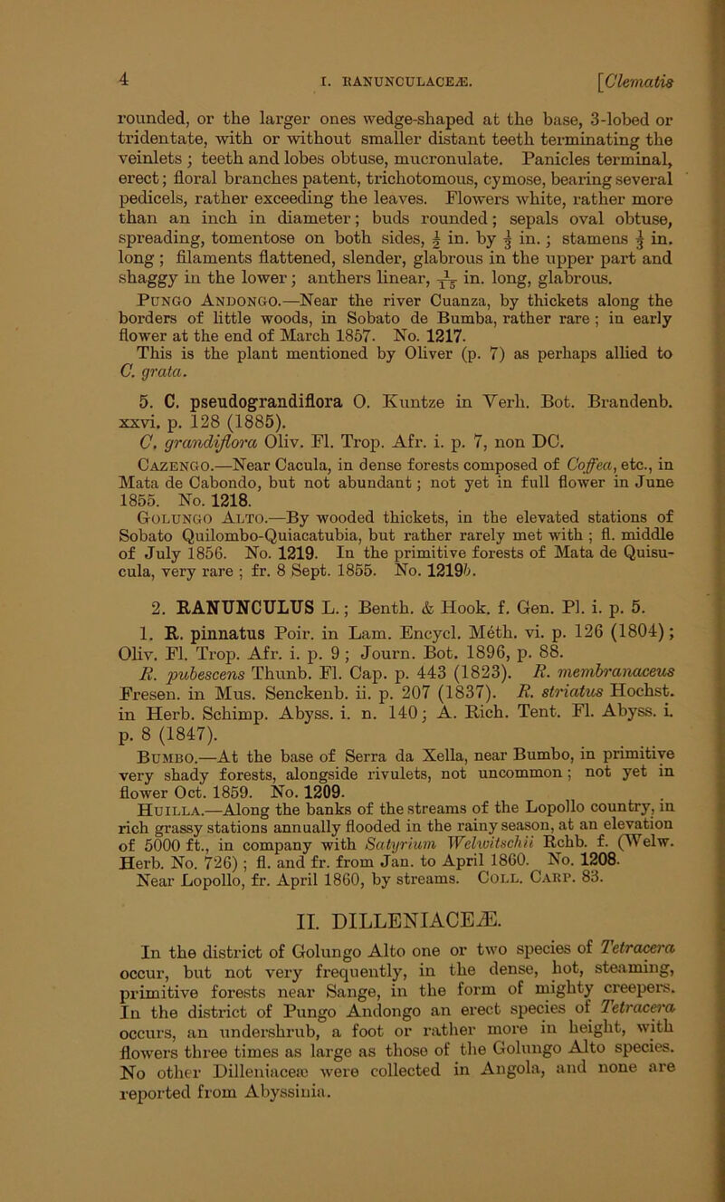 rounded, or the larger ones wedge-shaped at the base, 3-lobed or tridentate, with or without smaller distant teeth terminating the veinlets ; teeth and lobes obtuse, mucronulate. Panicles terminal, erect; floral branches patent, trichotomous, cymose, bearing several pedicels, rather exceeding the leaves. Flowers white, rather more than an inch in diameter; buds rounded; sepals oval obtuse, spreading, tomentose on both sides, in. by 3 in.; stamens 5 in. long ; filaments flattened, slender, glabrous in the upper part and shaggy in the lower; anthers linear, in. long, glabrous. Pungo Andongo.—Near the river Cuanza, by thickets along the borders of little woods, in Sobato de Bumba, rather rare ; in early flower at the end of March 1857- No. 1217- This is the plant mentioned by Oliver (p. 7) as perhaps allied to C. grata. 5. C. pseudograndiflora 0. Kuntze in Verb. Bot. Brandenb. xxvi. p. 128 (1885). C. grandiflora Oliv. FI. Trop. Afr. i. p. 7, non DC. Cazengo.—Near Cacula, in dense forests composed of Coffea, etc., in Mata de Cabondo, but not abundant; not yet in full flower in June 1855. No. 1218. Golungo Alto.—By wooded thickets, in the elevated stations of Sobato Quilombo-Quiacatubia, but rather rarely met with ; fl. middle of July 1856. No. 1219. In the primitive forests of Mata de Quisu- cula, very rare ; fr. 8 Sept. 1855. No. 12195. 2. RANUNCULUS L.; Benth. & Hook. f. Gen. PI. i. p. 5. 1. R. pinnatus Poir. in Lam. Encycl. Meth. vi. p. 126 (1804); Oliv. Fl. Trop. Afr. i. p. 9 ; Journ. Bot. 1896, p. 88. R. pubescens Thunb. Fl. Cap. p. 443 (1823). R. membranaceus Fresen. in Mus. Senckenb. ii. p. 207 (1837). R. striatus Hochst. in Herb. Schimp. Abyss, i. n. 140; A. Rich. Tent. Fl. Abyss, i. p. 8 (1847). Bumbo.—At the base of Serra da Xella, near Bumbo, in primitive very shady forests, alongside rivulets, not uncommon; not yet in flower Oct. 1859. No. 1209. Huilla.—Along the banks of the streams of the Lopollo country, in rich grassy stations annually flooded in the rainy season, at an elevation of 5000 ft., in company with Satyrium Welwitschii Rchb. f. (Welw. Herb. No. 726) ; fl. and fr. from Jan. to April 1860. No. 1208- Near Lopollo, fr. April 1860, by streams. Coll. Carp. 83. II. DILLENIACEiE. In the district of Golungo Alto one or two species of Tetraccm occur, but not very frequently, in the dense, hot, steaming, primitive forests near Sange, in the form of mighty creeper’s. In the district of Pungo Andongo an erect species of Tetracera occurs, an undershrub, a foot or rather more in height, with flowers three times as large as those of the Golungo Alto species. No other Dilleniacese were collected in Angola, and none are reported from Abyssinia.