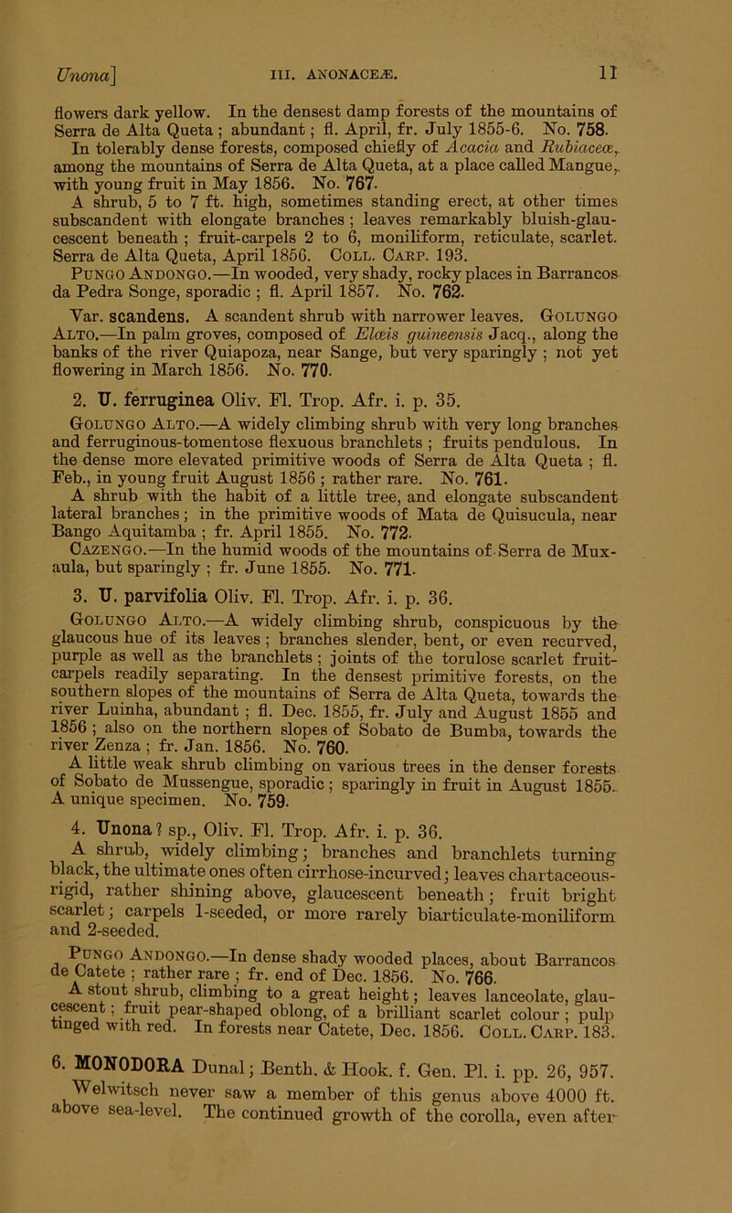 flowers dark yellow. In the densest damp forests of the mountains of Serra de Alta Queta ; abundant; fl. April, fr. July 1855-6. No. 758. In tolerably dense forests, composed chiefly of Acacia and Rubiacec among the mountains of Serra de Alta Queta, at a place called Mangue,. with young fruit in May 1856. No. 767- A shrub, 5 to 7 ft. high, sometimes standing erect, at other times subscandent with elongate branches ; leaves remarkably bluish-glau- cescent beneath ; fruit-carpels 2 to 6, moniliform, reticulate, scarlet. Serra de Alta Queta, April 1856. Coll. Carp. 193. Pungo Andongo.—In wooded, very shady, rocky places in Barrancos da Pedra Songe, sporadic ; fl. April 1857. No. 762. Yar. scandens. A scandent shrub with narrower leaves. Golungo Alto.—In palm groves, composed of Elms guineensis Jacq., along the banks of the river Quiapoza, near Sange, but very sparingly ; not yet flowering in March 1856. No. 770. 2. IT. ferruginea Oliv. Fl. Trop. Afr. i. p. 35. Golungo Alto.—A widely climbing shrub with very long branches and ferruginous-tomentose flexuous branchlets ; fruits pendulous. In the dense more elevated primitive woods of Serra de Alta Queta ; fl. Feb., in young fruit August 1856 ; rather rare. No. 761. A shrub with the habit of a little tree, and elongate subscandent lateral branches; in the primitive woods of Mata de Quisucula, near Bango Aquitamba ; fr. April 1855. No. 772. Cazengo.—In the humid woods of the mountains of-Serra de Mux- aula, but sparingly ; fr. June 1855. No. 771- 3. U. parvifolia Oliv. Fl. Trop. Afr. i. p. 36. Golungo Alto.—A widely climbing shrub, conspicuous by the glaucous hue of its leaves ; branches slender, bent, or even recurved, purple as well as the branchlets; joints of the torulose scarlet fruit- carpels readily separating. In the densest primitive forests, on the southern slopes of the mountains of Serra de Alta Queta, towards the river Luinha, abundant ; fl. Dec. 1855, fr. July and August 1855 and 1856 ; also on the northern slopes of Sobato de Bumba, towards the river Zenza ; fr. Jan. 1856. No. 760. A little weak shrub climbing on various trees in the denser forests of Sobato de Mussengue, sporadic ; sparingly in fruit in August 1855. A unique specimen. No. 759. 4. Unona? sp., Oliv. Fl. Trop. Afr. i. p. 36. A shrub, widely climbing; branches and branchlets turning black, the ultimate ones often cirrhose-incurved ; leaves chartaceous- rigid, rather shining above, glaucescent beneath; fruit bright scarlet; carpels 1-seeded, or more rarely biarticulate-moniliform and 2-seeded. , A*dongo- dense shady wooded places, about Barrancos de Catete ; rather rare ; fr. end of Dec. 1856. No. 766. A stout shrub, climbing to a great height; leaves lanceolate, glau- cescent ; fruit pear-shaped oblong, of a brilliant scarlet colour ; pulp tinged with red. In forests near Catete, Dec. 1856. Coll. Carp. 183. 6. MONODORA Dunal; Bentli. & Hook. f. Gen. PI. i. pp. 26, 957. Welwitsch never saw a member of this genus above 4000 ft. a ove sea-level. The continued growth of the corolla, even after