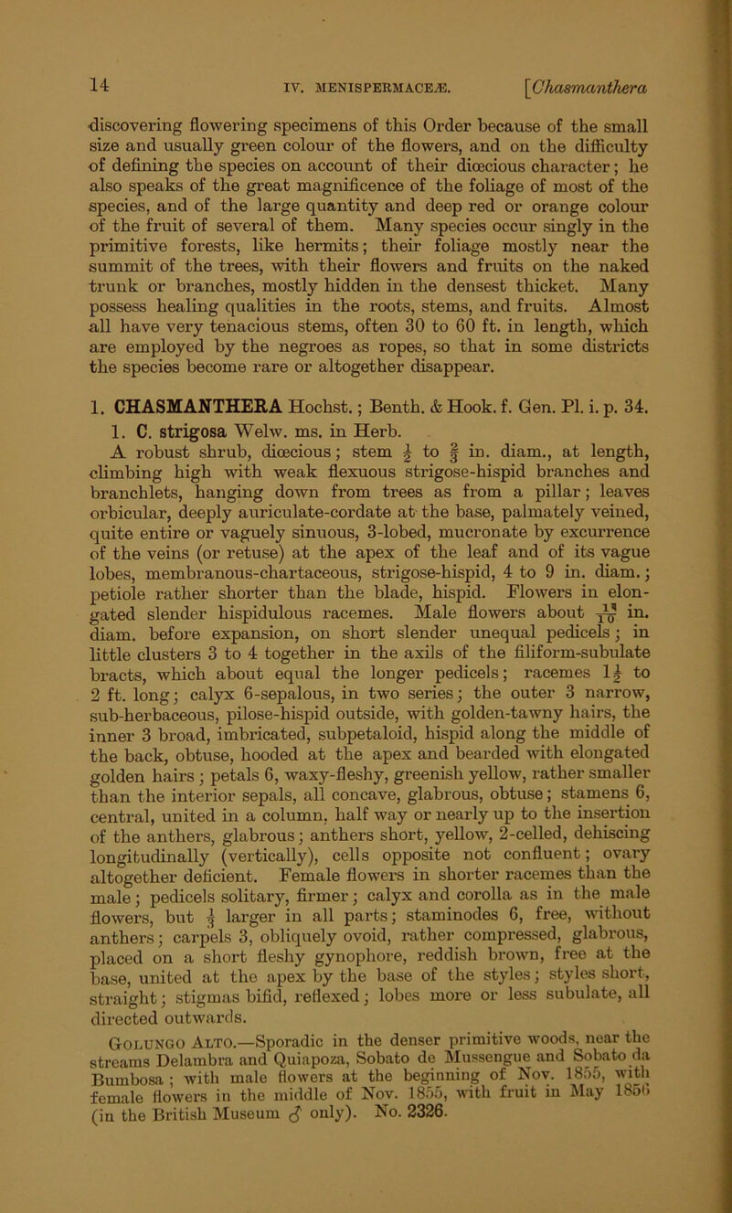 discovering flowering specimens of this Order because of the small size and usually green colour of the flowers, and on the difficulty of defining the species on account of their dioecious character; he also speaks of the great magnificence of the foliage of most of the species, and of the large quantity and deep red or orange colour of the fruit of several of them. Many species occur singly in the primitive forests, like hermits; their foliage mostly near the summit of the trees, with their flowers and fruits on the naked trunk or branches, mostly hidden in the densest thicket. Many possess healing qualities in the roots, stems, and fruits. Almost all have very tenacious stems, often 30 to 60 ft. in length, which are employed by the negroes as ropes, so that in some districts the species become rare or altogether disappear. 1. CHASMANTHERA Hochst.; Benth. & Hook. f. Gen. PI. i. p. 34. 1. C. strigosa Welw. ms. in Herb. A robust shrub, dioecious; stem \ to § in. diam., at length, climbing high with weak flexuous strigose-hispid branches and branch lets, hanging down from trees as from a pillar; leaves orbicular, deeply auriculate-cordate at the base, palmately veined, quite entire or vaguely sinuous, 3-lobed, mucronate by excurrence of the veins (or retuse) at the apex of the leaf and of its vague lobes, membranous-chartaceous, strigose-hispid, 4 to 9 in. diam.; petiole rather shorter than the blade, hispid. Flowers in elon- gated slender hispidulous racemes. Male flowers about in. diam. before expansion, on short slender unequal pedicels; in little clusters 3 to 4 together in the axils of the filiform-subulate bracts, which about equal the longer pedicels; racemes 14 to 2 ft. long; calyx 6-sepalous, in two series; the outer 3 narrow, sub-herbaceous, pilose-hispid outside, with golden-tawny hairs, the inner 3 broad, imbricated, subpetaloid, hispid along the middle of the back, obtuse, hooded at the apex and bearded with elongated golden hairs ; petals 6, waxy-fleshy, greenish yellow, rather smaller than the interior sepals, all concave, glabrous, obtuse; stamens 6, central, united in a column, half way or nearly up to the insertion of the anthers, glabrous; anthers short, yellow, 2-celled, dehiscing longitudinally (vertically), cells opposite not confluent; ovary altogether deficient. Female flowers in shorter racemes than the male; pedicels solitary, firmer; calyx and corolla as in the male flowers, but 3 larger in all parts; staminodes 6, free, without anthers; carpels 3, obliquely ovoid, rather compressed, glabrous, placed on a short fleshy gynophore, reddish brown, free at the base, united at the apex by the base of the styles; styles short, straight; stigmas bifid, reflexed; lobes more or less subulate, all directed outwards. Goeungo Alto.—Sporadic in the denser primitive woods, near the streams Delambra and Quiapoza, Sobato de Mussengue and Sobato da Bumbosa ; with male flowers at the beginning of Nov. 1855, with female flowers in the middle of Nov. 1855, with fruit in May 185<> (in the British Museum £ only). No. 2326.