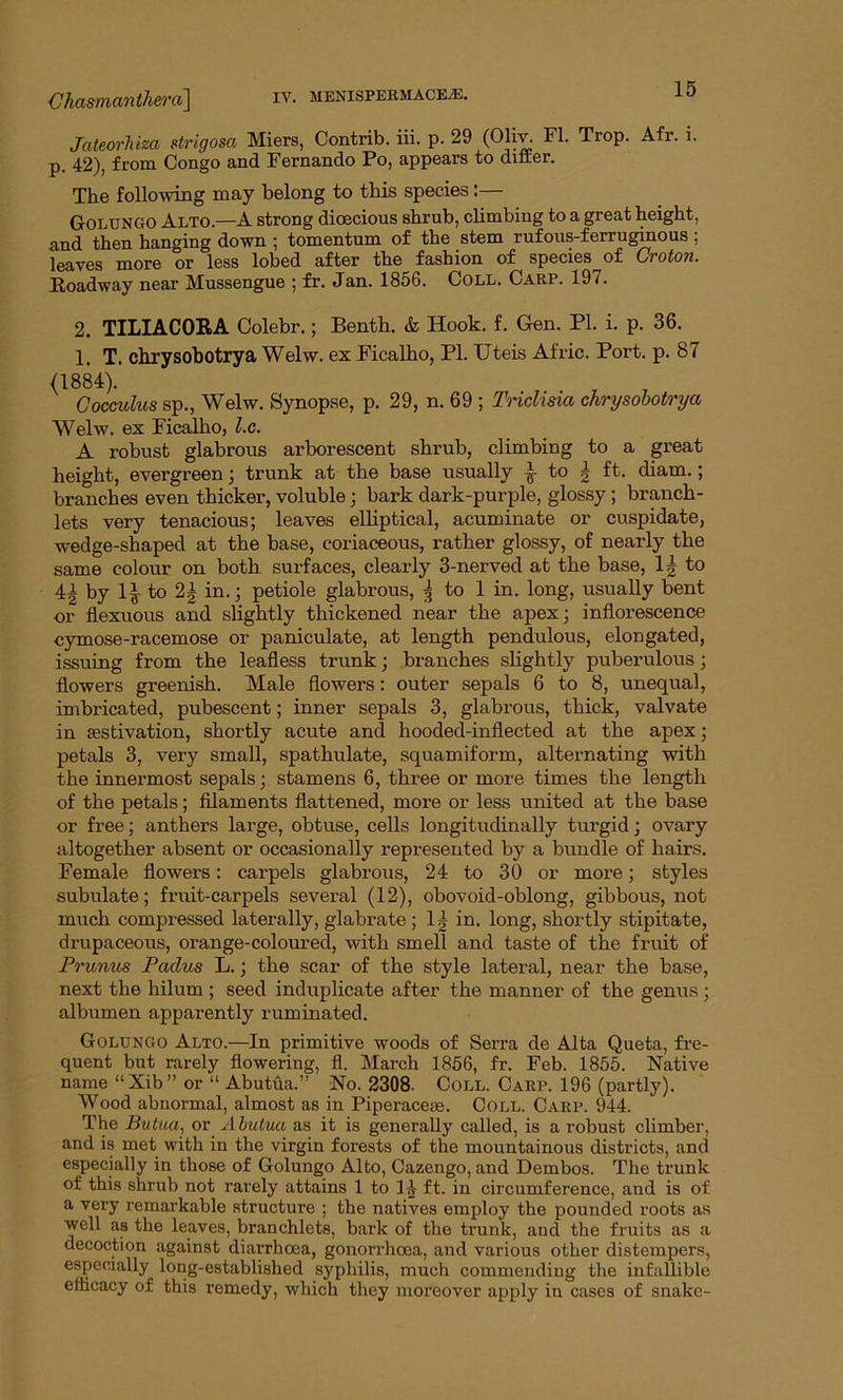 Chasmanihera] Jateorhiza strigosci Miers, Contrib. iii. p. 29 (Oliv. FI. Trop. Afr. i. p. 42), from Congo and Fernando Po, appears to differ. The following may belong to this species:— Golungo Alto.—A strong dioecious shrub, climbing to a great height, and then hanging down ; tomentum of the stem rufous-ferruginous ; leaves more or less lobed after the fashion of species_of Croton. Roadway near Mussengue ; fr. Jan. 1856. Coll. Carp. 197. 2. TILIACOBA Colebr.; Benth. & Hook. f. Gen. PI. i. p. 36. 1. T. chrysobotrya Welw. ex Ficalho, PL Uteis Afric. Port. p. 87 (1884). 7 Cocculus sp., Welw. Synopse, p. 29, n. 69 ; Triclisia chrysobotrya Welw. ex Ficalho, l.c. A robust glabrous arborescent shrub, climbing to a great height, evergreen; trunk at the base usually ^ to \ ft. diam.; branches even thicker, voluble; bark dark-purple, glossy; branch- lets very tenacious; leaves elliptical, acuminate or cuspidate, wedge-shaped at the base, coriaceous, rather glossy, of nearly the same colour on both surfaces, clearly 3-nerved at the base, lg to 4A by 1| to 2| in.; petiole glabrous, | to 1 in. long, usually bent or flexuous and slightly thickened near the apex; inflorescence cymose-racemose or paniculate, at length pendulous, elongated, issuing from the leafless trunk; branches slightly puberulous; flowers greenish. Male flowers: outer sepals 6 to 8, unequal, imbricated, pubescent; inner sepals 3, glabrous, thick, valvate in aestivation, shortly acute and hooded-inflected at the apex; petals 3, very small, spathulate, squamiform, alternating with the innermost sepals; stamens 6, three or more times the length of the petals; filaments flattened, more or less united at the base or free; anthers large, obtuse, cells longitudinally turgid; ovary altogether absent or occasionally represented by a bundle of hairs. Female flowers: carpels glabrous, 24 to 30 or more; styles subulate; fruit-carpels several (12), obovoid-oblong, gibbous, not much compressed laterally, glabrate; 14 in. long, shortly stipitate, drupaceous, orange-coloured, with smell and taste of the fruit of Prunics Padus L.; the scar of the style lateral, near the base, next the hilum ; seed induplicate after the manner of the genus; albumen apparently ruminated. Golungo Alto.—In primitive woods of Serra de Alta Queta, fre- quent but rarely flowering, fl. March 1856, fr. Feb. 1855. Native name “Xib” or “ Abutua.” No. 2308. Coll. Carp. 196 (partly). Wood abnormal, almost as in Piperacem. Coll. Carp. 944. The Butua, or Abutua as it is generally called, is a robust climber, and is met with in the virgin forests of the mountainous districts, and especially in those of Golungo Alto, Cazengo, and Dembos. The trunk of this shrub not rarely attains 1 to 14 ft. in circumference, and is of a very remarkable structure ; the natives employ the pounded roots as well as the leaves, branchlets, bark of the trunk, and the fruits as a decoction against diarrhoea, gonorrhoea, and various other distempers, especially long-established syphilis, much commending the infallible efficacy of this remedy, which they moreover apply in cases of snake-