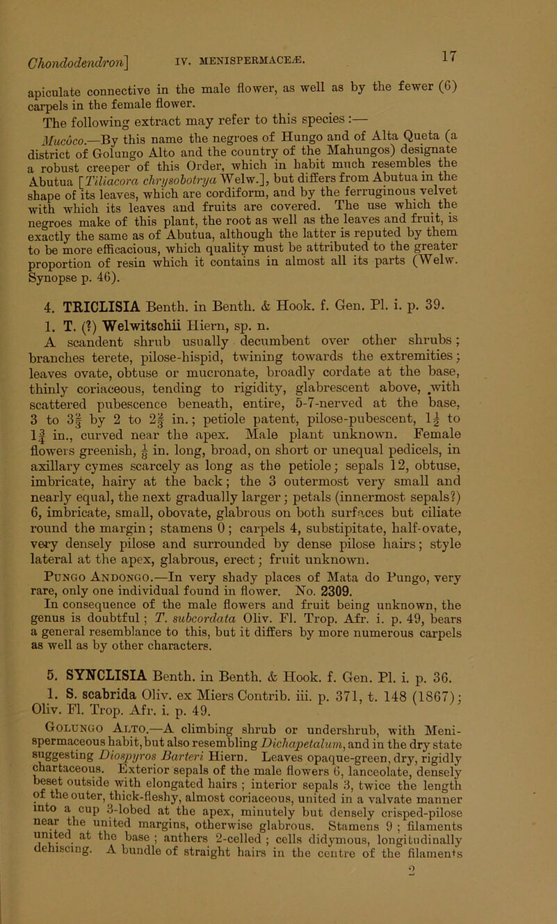 apiculate connective in the male flower, as well as by the fewer (6) carpels in the female flower. The following extract may refer to this species :— Mucoco— By this name the negroes of Hungo and of Alta Queta (a district of Golungo Alto and the country of the Mahungos) designate a robust creeper of this Order, which in habit much resembles the Abutua [Tiliacom chrysobotrya Welw.], but differs from Abutua in the shape of its leaves, which are cordiform, and by the ferruginous velvet with which its leaves and fruits are covered. The use which the negroes make of this plant, the root as well as the leaves and fruit, is exactly the same as of Abutua, although the latter is reputed by them to be more efficacious, which quality must be attributed to the greater proportion of resin which it contains in almost all its parts (Welw. Synopse p. 46). 4. TRICLISIA Benth. in Benth. & Hook. f. Gen. PI. i. p. 39. 1. T. (?) Welwitschii Hiern, sp. n. A scandent shrub usually decumbent over other shrubs; branches terete, pilose-hispid, twining towards the extremities; leaves ovate, obtuse or mucronate, broadly cordate at the base, thinly coriaceous, tending to rigidity, glabrescent above, with scattered pubescence beneath, entire, 5-7-nerved at the base, 3 to 3| by 2 to 2| in.; petiole patent, pilose-pubescent, 1| to If in., curved near the apex. Male plant unknown. Female flowers greenish, g in. long, broad, on short or unequal pedicels, in axillary cymes scarcely as long as the petiole; sepals 12, obtuse, imbricate, hairy at the back; the 3 outermost very small and nearly equal, the next gradually larger; petals (innermost sepals?) 6, imbricate, small, obovate, glabrous on both surfaces but ciliate round the margin; stamens 0; carpels 4, substipitate, half-ovate, very densely pilose and surrounded by dense pilose hairs; style lateral at the apex, glabrous, erect; fruit unknown. Pungo Andongo.—In very shady places of Mata do Pungo, very rare, only one individual found in flower. No. 2309. In consequence of the male flowers and fruit being unknown, the genus is doubtful ; T. subcordata Oliv. FI. Trop. Afr. i. p. 49, bears a general resemblance to this, but it differs by more numerous carpels as well as by other characters. 5. SYNCLISIA Benth. in Benth. & Hook. f. Gen. PI. i. p. 36. 1. S. scabrida Oliv. ex Miers Contrib. iii. p. 371, t. 148 (1867); Oliv. FI. Trop. Afr. i. p. 49. Golungo Alto.—A climbing shrub or underslirub, with Meni- spermaceous habit, but also resembling Dichapetalum, and in the dry state 8’tggesting Diospyros Barteri Hiern. Leaves opaque-green, dry, rigidly chartaceous. Exterior sepals of the male flowers 6, lanceolate, densely beset outside with elongated hairs ; interior sepals 3, twice the length of the outer, thick-fleshy, almost coriaceous, united in a valvate manner into a cup 3-lobed at the apex, minutely but densely crisped-pilose near the united margins, otherwise glabrous. Stamens 9 ; filaments united at the base ; anthers 2-celled ; cells didymous, longitudinally dehiscing. A bundle of straight hairs in the centre of the filaments