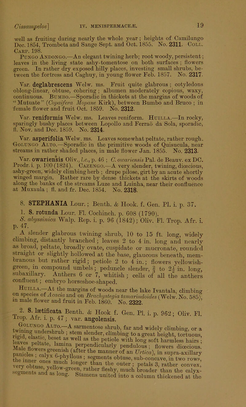 well as fruiting during nearly the whole year; heights of Camilungo Dec. 1854, Trombeta and Sange Sept, and Oct. 1855. No. 2311. Coll. Carp. 198. PUNGO Andongo.—An elegant twining herb; root woody, persistent; leaves in the living state ashy-tomentose on both surfaces ; flowers green. In rather dry exposed hilly places, investing small shrubs, be- tween the fortress and Caghuy, in young flower Feb. 1857. No. 2317. Yar. deglabrescens Welw. ms. Fruit quite glabrous ; cotyledons oblong-linear, obtuse, cohering ; albumen moderately copious, waxy, continuous. Bumbo.—Sporadic in thickets at the margins of woods of “ Mutuate ” (Copaifera Mopane Kirk), between Bumbo and Bruco ; in female flower and fruit Oct. 1859. No. 2312. Yar. reniformis Welw. ms. Leaves reniform. Huilla.—In rocky, sparingly bushy places between Lopollo and Ferrao da Sola, sporadic, fl. Nov. and Dec. 1859. No. 2314. Yar. asperifolia Welw. ms. Leaves somewhat peltate, rather rough. Golungo Alto.—Sporadic in the primitive woods of Quisucula, near streams in rather shaded places, in male flower Jan. 1855. No. 2313- Yar. owariensis Oliv., l.c., p. 46 ; C. owariensis Pal. de Beauv. ex DC. Prodr. i. p. 100(1824). Cazengo.—A very slender, twining, dioecious, ashy-green, widely climbing herb ; drupe pilose, girt by an acute shortly winged margin. Rather rare by dense thickets at the skirts of woods along the banks of the streams Luze and Luinha, near their confluence at Muxaula ; fl. and fr. Dec. 1854. No. 2318. 8. STEPHANIA Lour.; Benth. & Hook. f. Gen. PI. i. p. 37. 1. S. rotunda Lour. Fl. Cochinch, p. 608 (1790). N. cibyssinica Walp. Rep. i. p. 96 (1842); Oliv. Fl. Trop. Afr. i. p. 47. A slender glabrous twining shrub, 10 to 15 ft. long, widely climbing, distantly branched; leaves 2 to 4 in. long and nearly as broad, peltate, broadly ovate, cuspidate or mucronate, rounded straight or slightly hollowed at the base, glaucous beneath, mem- bianous but rather rigid; petiole 2 to 4 in.; flowers yellowish- green, in compound umbels; peduncle slender, i| to 2| in. long, subaxillary. Anthers 6 or 7, whitish ; cells of all the anthers confluent; embryo horseshoe-shaped. Huilla.—At the margins of woods near the lake Ivantala, climbing on species of Acacia and on Brachystegia tamarindoides (Welw. No. 585) in male flower and fruit in Feb. 1860. No. 2322. Gen. PI. i. p. 962; Oliv. Fl. , 2. S. laetificata Benth. & Hook f. Trop. Afr. i. p. 47; var. angolensis. ALJ°--Aisarmientose shrub, far and widely climbing, or a rir/id ol'^HdeLhlUfb ’ Ste^ slen,der’ climbing to a great height, tortuous, leaves nelf-?^beiet “'weU as *5? P,etiole with louS soft harmless hairs ; Male flower« <r’™amiw PfL^ndicularly pendulous; flowers dioecious, panicles • cilvv ,crI11.s 1 (.after tlie manner of an Urtica), in supra-axillary the inner mi™ _Phyllous ; segments obtuse, sub-concave, in two rows, very obtuse veil11110 * *on£er J lan ^he outer ; petals 3, rather convex, •segments ancles l -green, rather fleshy, much broader than the calyx- b Stamens united into a column thickened at the