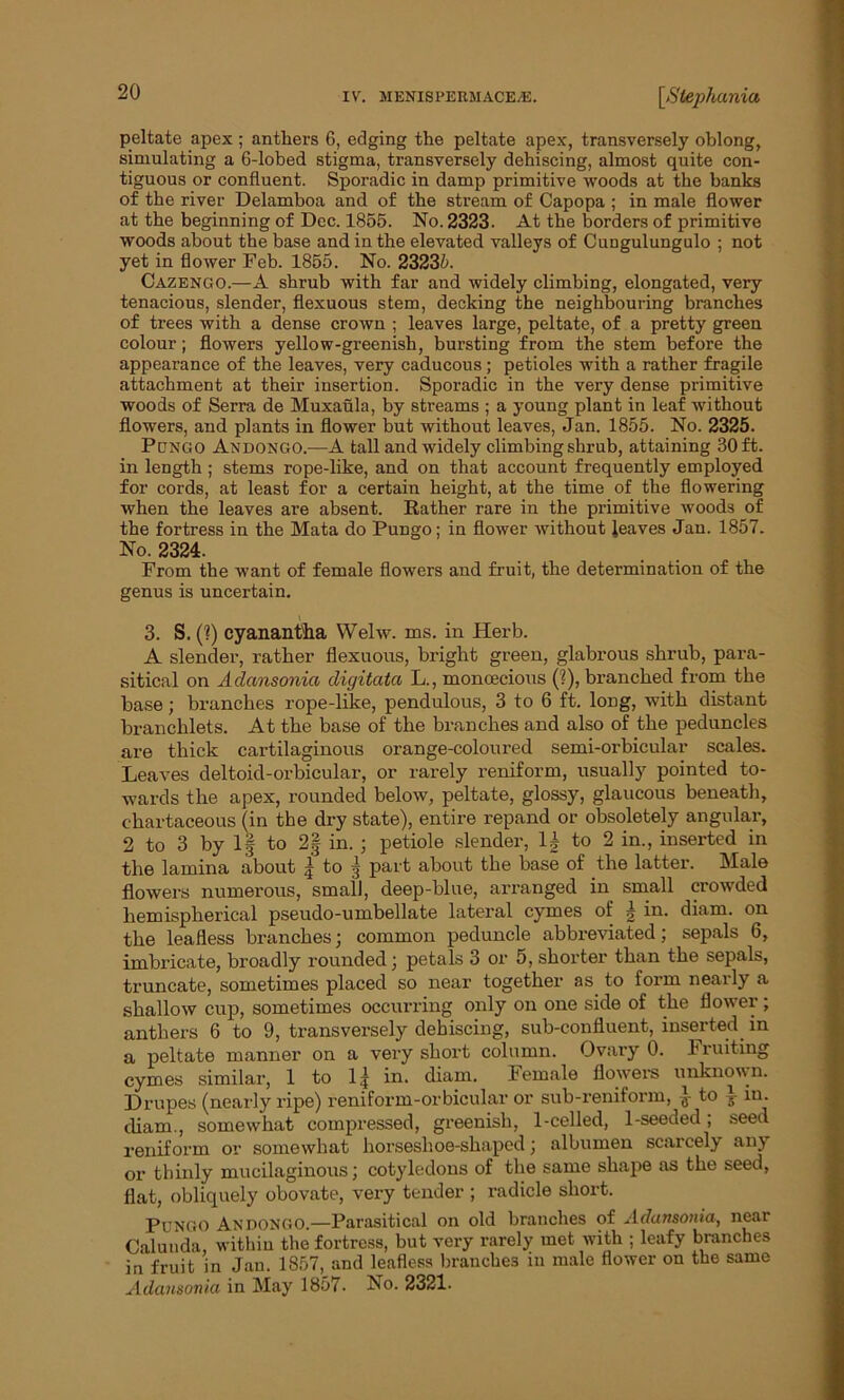 peltate apex ; anthers 6, edging the peltate apex, transversely oblong, simulating a 6-lobed stigma, transversely dehiscing, almost quite con- tiguous or confluent. Sporadic in damp primitive woods at the banks of the river Delamboa and of the stream of Capopa ; in male flower at the beginning of Dec. 1855. No. 2323. At the borders of primitive woods about the base and in the elevated valleys of Cungulungulo ; not yet in flower Feb. 1855. No. 23235. Cazengo.—A shrub with far and widely climbing, elongated, very tenacious, slender, flexuous stem, decking the neighbouring branches of trees with a dense crown ; leaves large, peltate, of a pretty green colour; flowers yellow-greenish, bursting from the stem before the appearance of the leaves, very caducous; petioles with a rather fragile attachment at their insertion. Sporadic in the very dense primitive woods of Serra de Muxaula, by streams ; a young plant in leaf without flowers, and plants in flower but without leaves, Jan. 1855. No. 2325. Pungo Andongo.—A tall and widely climbing shrub, attaining 30 ft. in length; stems rope-like, and on that account frequently employed for cords, at least for a certain height, at the time of the flowering when the leaves are absent. Rather rare in the primitive woods of the fortress in the Mata do Pungo; in flower without leaves Jan. 1857. No. 2324. From the want of female flowers and fruit, the determination of the genus is uncertain. 3. S. (?) cyanant'ha Welw. ms. in Herb. A slender, rather flexuous, bright green, glabrous shrub, para- sitical on Adansonia digitata L., monoecious (?), branched from the base; branches rope-like, pendulous, 3 to 6 ft. long, with distant branchlets. At the base of the branches and also of the peduncles are thick cartilaginous orange-coloured semi-orbicular scales. Leaves deltoid-orbicular, or rarely reniform, usually pointed to- wards the apex, rounded below, peltate, glossy, glaucous beneath, ehartaceous (in the dry state), entire repand or obsoletely angular, 2 to 3 by If to 2§ in.; petiole slender, U to 2 in., inserted in the lamina about | to § part about the base of the latter. Male flowers numerous, small, deep-blue, arranged in small crowded hemispherical pseudo-umbellate lateral cymes of g in. diam. on the leafless branches; common peduncle abbreviated; sepals 6, imbricate, broadly rounded; petals 3 or 5, shorter than the sepals, truncate, sometimes placed so near together as to form nearly a shallow cup, sometimes occurring only on one side of the flower; anthers 6 to 9, transversely dehiscing, sub-confluent, inserted in a peltate manner on a very short column. Ovary 0. Fruiting cymes similar, 1 to 1| in. diam. Female flowers unknown. Drupes (nearly ripe) reniform-orbicular or sub-reniform, } to l- in. cliam., somewhat compressed, greenish, 1-celled, 1-seeded; seed reniform or somewhat horseshoe-shaped; albumen scarcely any or thinly mucilaginous; cotyledons of the same shape as the seed, flat, obliquely obovate, very tender ; radicle short. Pungo Andongo.—Parasitical on old branches of Adansonia, near Caluuda within the fortress, but very rarely met with ; leafy branches in fruit in Jan. 1857, and leafless branches in male flower ou the same Adansonia in May 1857. No. 2321.