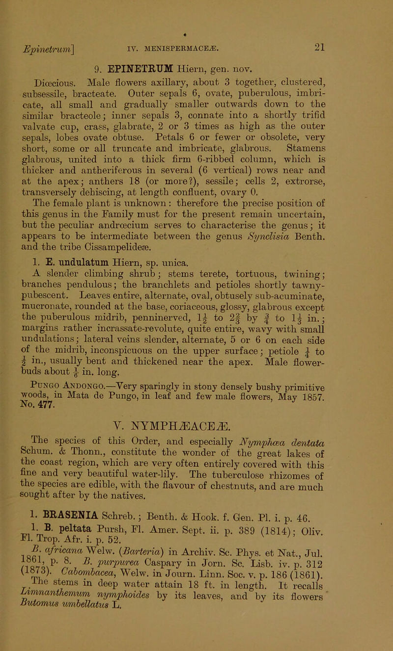 9. EPINETRTJM Hiern, gen. nov. Diascious. Male flowers axillary, about 3 together, clustered, subsessile, bracteate. Outer sepals 6, ovate, puberulous, imbri- cate, all small and gradually smaller outwards down to the similar bracteole; inner sepals 3, connate into a shortly trifid valvate cup, crass, glabrate, 2 or 3 times as high as the outer sepals, lobes ovate obtuse. Petals 6 or fewer or obsolete, very short, some or all truncate and imbricate, glabrous. Stamens glabrous, united into a thick firm 6-ribbed column, which is thicker and antheriferous in several (6 vertical) rows near and at the apex; anthers 18 (or more?), sessile; cells 2, extrorse, transversely dehiscing, at length confluent, ovary 0. The female plant is unknown : therefore the precise position of this genus in the Family must for the present remain uncertain, but the peculiar andrcecium serves to characterise the genus; it appears to be intermediate between the genus Synclisia Benth. and the tribe Cissampelideie. 1. E. undulatum Hiern, sp. unica. A slender climbing shrub; stems terete, tortuous, twining; branches pendulous; the branchlets and petioles shortly tawny- pubescent. Leaves entire, alternate, oval, obtusely sub-acuminate, mucronate, rounded at the base, coriaceous, glossy, glabrous except the puberulous midrib, penninerved, 1| to 2§ by | to lg in.; margins rather incrassate-revolute, quite entire, wavy with small undulations; lateral veins slender, alternate, 5 or 6 on each side of the midrib, inconspicuous on the upper surface; petiole | to 2 in., usually bent and thickened near the apex. Male flower- buds about i in. long. Pungo Andongo.—Very sparingly in stony densely bushy primitive woods, in Mata de Pungo, in leaf and few male flowers, May 1857. No. 477. Y. NYMPHiEACEiE. ^ The species of this Order, and especially Nymphcea dentata Schum. & Thonn., constitute the wonder of the great lakes of the coast region, which are very often entirely covered with this fine and very beautiful water-lily. The tuberculose rhizomes of the species are edible, with the flavour of chestnuts, and are much sought after by the natives. 1. BRASENIA Schreb.; Benth. & Hook. f. Gen. PI. i. p. 46. 1. B. peltata Pursh, FI. Amer. Sept. ii. p. 389 (1814)- Oliv FI. Trop. Afr. i. p. 52. v ' afr™ana Welw. (Barteria) in Arcliiv. Sc. Phys. et Nat., Jul. n«7Q P' 8. B. purpurea Caspary in Jorn. Sc. Lisb. iv. p. 312 Cabombacea, Welw. in Journ. Linn. Soc. v. p. 186 (1861). the stems in deep water attain 18 ft. in length. It recalls Umnanthemum nymphoides by its leaves, and by its flowers Bulomus umbellatus L.