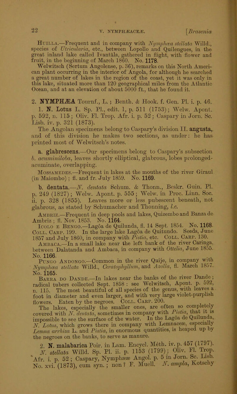 99 V. NYMPII^EACE^E. \Brasenia Huilla.—Frequent and in company with Nynvplwa stellata Willd., species of Utricularia, etc., between Lopollo and Quilengues, in the great inland lake called Ivantala, gathered in flight, with flower and fruit, in the beginning of March 1860. No. 1178. Welwitsch (Sertum Angolense, p. 36), remarks on this North Ameri- can plant occurring in the interior of Angola, for although he searched a great number of lakes in the region of the coast, yet it was only in this lake, situated more than 120 geographical miles from the Atlantic Ocean, and at an elevation of about 5000 ft., that he found it. 2. NYMPHiEA Tournf., L. ; Benth. & Hook. f. Gen. PI. i. p. 46. 1. N. Lotus L. Sp. PI., edit. 1, p. 511 (1753); Welw. Apont. p. 592, n. 115; Oliv. FI. Trop. Afr. i. p. 52; Caspary in Jorn. Sc. Lisb. iv. p. 321 (1873). The Angolan specimens belong to Caspary’s division II. angusta, and of this division he makes two sections, as under: he has printed most of Welwitsch’s notes. a. glabrescens.—Our specimens belong to Caspary’s subsection b. acuviiniloba, leaves shortly elliptical, glabrous, lobes prolonged- acuminate, overlapping. Mossamedes.—Frequent in lakes at the mouths of the river Giraul (in Maiombo) ; fl. and fr. July 1859. No. 1169. b. dentata.—JV. dentata Schum. & Thonn., Beskr. Guin. PI. p. 249 (1827); Welw. Apont. p. 555; Welw. in Proc. Linn. Soc. ii. p. 328 (1855). Leaves more or less pubescent beneath, not glabrous, as stated by Schumacher and Thonning, l.c. Ambriz.—Frequent in deep pools and lakes, Quizembo and Banza de Ambriz ; fl. Nov. 1853. No. 1164. Icolo E Bengo.—Lagoa de Quilunda, fl. 14 Sept. 1854. No. 1168. Coll. Carp. 199. In the large lake Lagoa de Quitundo. Seeds, June 1857 and July 1860, in company with Pistia, etc. Coll. Carp. 130. Ambaca.—In a small lake near the left bank of the river Caringa, between Dalatanda and Ambaca, in company with Ottelia, June 1855. No. 1166. . . ... ... Pungo Andongo.—Common in the river Quije, in company with Nymphaza stellata Willd., Ceratophylluni, and Azolla, fl. March 18<>7. No. 1165. , , ,, . ^ , Barra do Dande.—In lakes near the banks of the river Dande ; radical tubers collected Sept. 1858 : see Welwitsch, Apont. p. 592, n. 115. The most beautiful of all species of the genus, with leaves a foot in diameter and even larger, and with very large violet-purplish flowers. Eaten by the negroes. Coll. Carp. 200. The lakes, especially the smaller ones, are often so completely covered with N. dentata, sometimes in company with Pistia, that it is impossible to see the surface of the water. In the Lagoa de Quilunda, N. Lotus, which grows there in company with Lemnaceai, especially Lemna arrhiza L. and Pistia, in enormous quantities, is heaped up by the negroes on the banks, to serve as manure. 2 N. malabarica Poir. in Lam. Encycl. Meth. iv. p. 457 (1797). stellata Willd. Sp. PI. ii. p. 1153 (1799); Oliv. Fl. Trop. Afr. i. p. 52 ; Caspary, Nymphseie Angol. p. 5 in Jorn. Sc. Lisb. No. xvi. (1873), cum syn. ; non? F. Muell. A. ampla, Kotschy