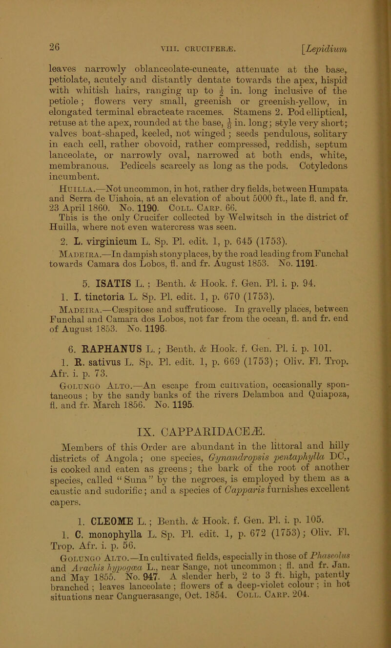 leaves narrowly oblanceolate-cuneate, attenuate at the base, petiolate, acutely and distantly dentate towards the apex, hispid with whitish hairs, ranging up to g in. long inclusive of the petiole; flowers very small, greenish or greenish-yellow, in elongated terminal ebracteate racemes. Stamens 2. Pod elliptical, retuse at the apex, rounded at the base, g in. long; style very short; valves boat-shaped, keeled, not winged ; seeds pendulous, solitary in each cell, rather obovoid, rather compressed, reddish, septum lanceolate, or narrowly oval, narrowed at both ends, white, membranous. Pedicels scarcely as long as the pods. Cotyledons incumbent. Huilla.—Not uncommon, in hot, rather dry fields, between Humpata and Serra de Uiahoia, at an elevation of about 5000 ft., late fl. and fr. 23 April 1860. No. 1190. Coll. Carp. 66. This is the only Crucifer collected by Welwitsch in the district of Huilla, where not even watercress was seen. 2. L. virginicum L. Sp. PI. edit. 1, p. 645 (1753). Made ira.—In dampish stony places, by the road leading from Funchal towards Camara dos Lobos, fl. and fr. August 1853. No. 1191- 5. ISATIS L. ; Benth. & Hook. f. Gen. PI. i. p. 94. 1. I. tinctoria L. Sp. PI. edit. 1, p. 670 (1753). Madeira.—Csespitose and suffruticose. In gravelly places, between Funchal and Camara dos Lobos, not far from the ocean, fl. and fr. end of August 1853. No. 1198- 6. RAPHANUS L.; Benth. & Hook. f. Gen. PI. i. p. 101. 1. It. sativus L. Sp. PI. edit. 1, p. 669 (1753); Oliv. Fl. Trop. Afr. i. p. 73. Golungo Alto.—An escape from cultivation, occasionally spon- taneous ; by the sandy banks of the rivers Delamboa and Quiapoza, fl. and fr. March 1856. No. 1195. IX. CAPPARIDACEtE. Members of this Order are abundant in the littoral and hilly districts of Angola; one species, Gynandropsis pentaphylla DC., is cooked and eaten as greens; the bark of the root of another species, called “ Suna ” by the negroes, is employed by them as a caustic and sudorific; and a species of Capparis furnishes excellent capers. 1. CLEOME L.; Benth. & Hook. f. Gen. PI. i. p. 105. 1. C. monophylla L. Sp. PI. edit. 1, p. 672 (1753); Oliv. Fl. Trop. Afr. i. p. 56. Golungo Ai.to.—In cultivated fields, especially in those of Phaseolus and Arachis lnjpoqcua L., near Sange, not uncommon ; fl. and fr. Jan. and May 1855. No. 947. A slender herb, 2 to 3 ft. high, patently branched ; leaves lanceolate ; flowers of a deep-violet colour ; in hot situations near Canguerasange, Oct. 1854. Coll. Carp. 204.