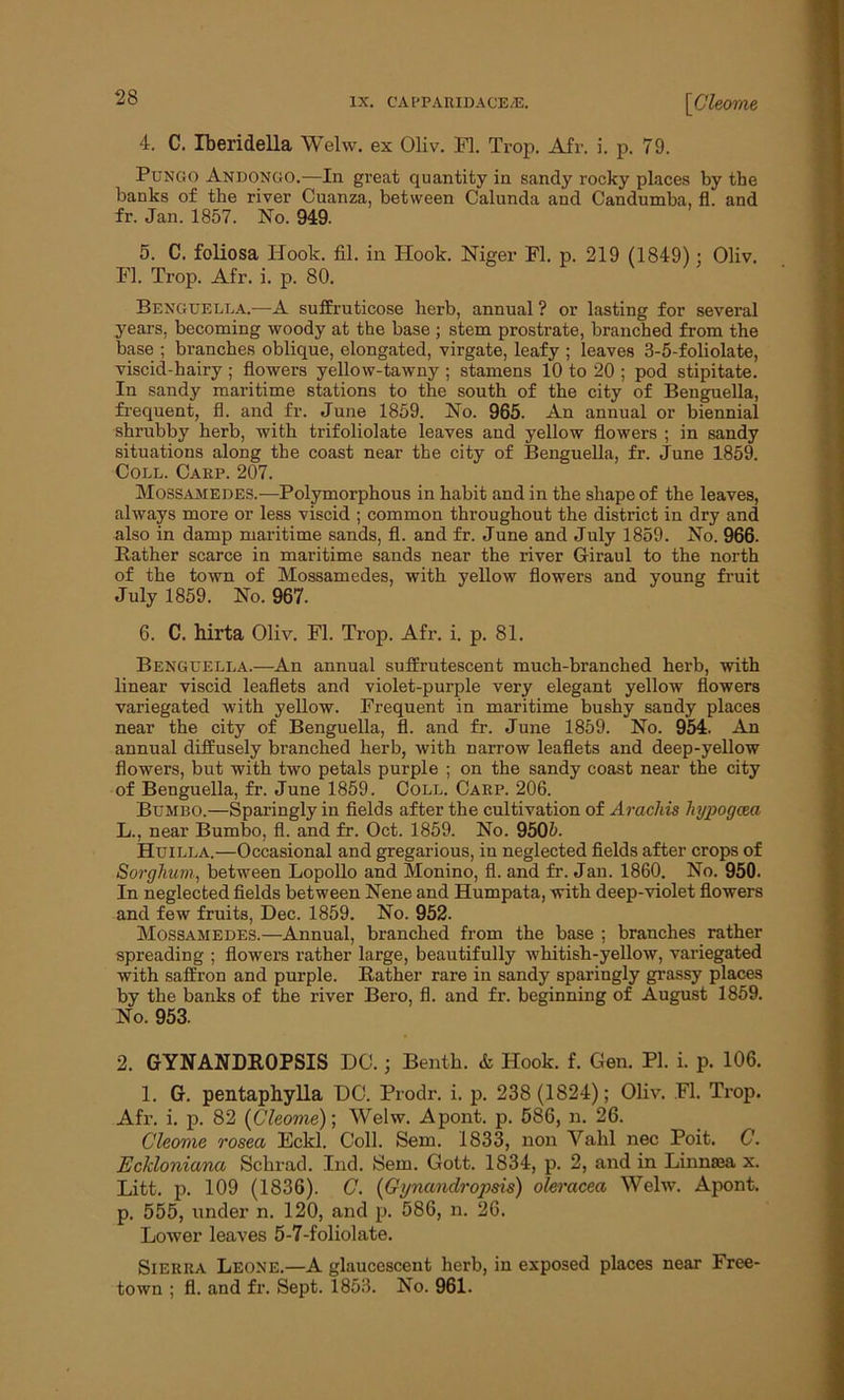 4. C. rberidella Welw. ex Oliv. FI. Trop. Afr. i. p. 79. Pungo Andongo.-—In great quantity in sandy rocky places by the banks of the river Cuanza, between Calunda and Candumba, fl. and fr. Jan. 1857. No. 949. 5. C. foliosa Hook. fil. in Hook. Niger Fl. p. 219 (1849); Oliv. Fl. Trop. Afr. i. p. 80. Benguella.—A suffruticose herb, annual ? or lasting for several years, becoming woody at the base ; stem prostrate, branched from the base ; branches oblique, elongated, virgate, leafy ; leaves 3-5-foliolate, viscid-hairy ; flowers yellow-tawny ; stamens 10 to 20 ; pod stipitate. In sandy maritime stations to the south of the city of Benguella, frequent, fl. and fr. June 1859. No. 965. An annual or biennial shrubby herb, with trifoliolate leaves and yellow flowers ; in sandy situations along the coast near the city of Benguella, fr. June 1859. Coll. Carp. 207. Mossamedes.—Polymorphous in habit and in the shape of the leaves, always more or less viscid ; common throughout the district in dry and also in damp maritime sands, fl. and fr. June and July 1859. No. 966. Bather scarce in maritime sands near the river Giraul to the north of the town of Mossamedes, with yellow flowers and young fruit July 1859. No. 967. 6. C. hirta Oliv. Fl. Trop. Afr. i. p. 81. Benguella.—An annual sulfrutescent much-branched herb, with linear viscid leaflets and violet-purple very elegant yellow flowers variegated with yellow. Frequent in maritime bushy sandy places near the city of Benguella, fl. and fr. June 1859. No. 954. An annual diffusely branched herb, with narrow leaflets and deep-yellow flowers, but with two petals purple ; on the sandy coast near the city of Benguella, fr. June 1859. Coll. Carp. 206. Bumbo.—Sparingly in fields after the cultivation of Arachis hypogcea L., near Bumbo, fl. and fr. Oct. 1859. No. 9505. Huilla.—Occasional and gregarious, in neglected fields after crops of Sorghum, between Lopollo and Monino, fl. and fr. Jan. 1860. No. 950. In neglected fields between Nene and Humpata, with deep-violet flowers and few fruits, Dec. 1859. No. 952. Mossamedes.—Annual, branched from the base ; branches rather spreading ; flowers rather large, beautifully whitish-yellow, variegated with saffron and purple. Bather rare in sandy sparingly grassy places by the banks of the river Bero, fl. and fr. beginning of August 1859. No. 953. 2. GYNANDROPSIS DC.; Bentk. & Hook. f. Gen. PI. i. p. 106. 1. G. pentaphylla DC. Prodr. i. p. 238(1824); Oliv. Fl. Trop. Afr. i. p. 82 (Cleome); Welw. Apont. p. 586, n. 26. Cleome rosea Eckl. Coll. Sena. 1833, non Vahl nec Poit. C. Eckloniana Sclirad. Ind. Sem. Gott. 1834, p. 2, and in Linnsea x. Litt. p. 109 (1836). C. (Gynandropsis) oleracea Welw. Apont. p. 555, under n. 120, and p. 586, n. 26. Lower leaves 5-7-foliolate. Sierra Leone.—A glaucescent herb, in exposed places near Free- town ; fl. and fr. Sept. 1853. No. 961.