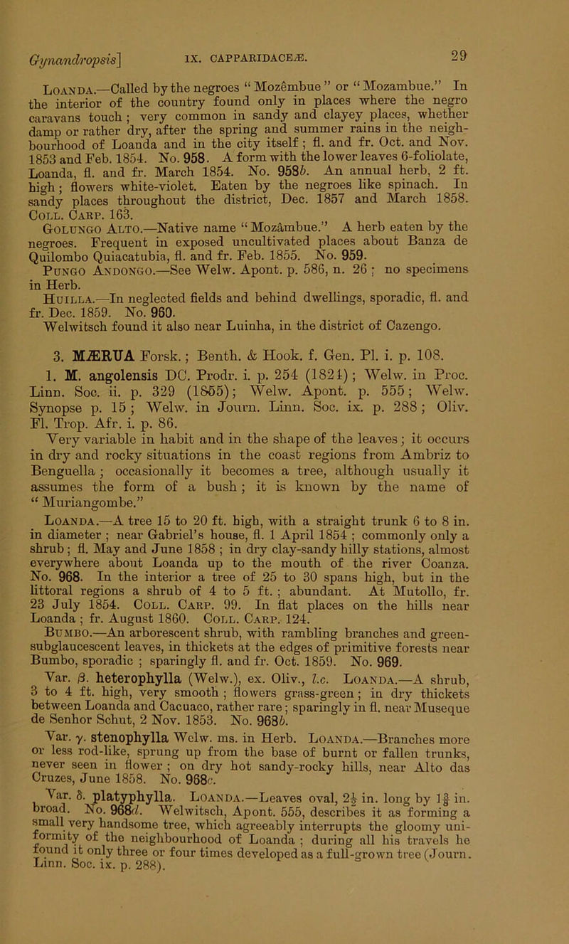 Gynandropsis] Loan da—Called by the negroes “ Mozembue ” or “ Mozambue.” In the interior of the country found only in places where the negro caravans touch ; very common in sandy and clayey places, whether damp or rather dry, after the spring and summer rains in the neigh- bourhood of Loanda and in the city itself ; fl. and fr. Oct. and Nov. 1853 and Feb. 1854. No. 958. A form with the lower leaves 6-foliolate, Loanda, fl. and fr. March 1854. No. 9586. An annual herb, 2 ft. high; flowers white-violet. Eaten by the negroes like spinach. In sandy places throughout the district, Dec. 1857 and March 1858. Coll. Carp. 163. Golungo Alto.—Native name “ Mozambue.” A herb eaten by the negroes. Frequent in exposed uncultivated places about Banza de Quilombo Quiacatubia, fl. and fr. Feb. 1855. No. 959. PuNGO Andongo.—See Welw. Apont. p. 586, n. 26 ; no specimens in Herb. Huilla.—In neglected fields and behind dwellings, sporadic, fl. and fr. Dec. 1859. No. 980. Welwitsch found it also near Luinha, in the district of Cazengo. 3. MiERUA Forsk.; Benth. & Hook. f. Gen. PI. i. p. 108. 1. M. angolensis DC. Prodr. i. p. 254 (1821); Welw. in Proc. Linn. Soc. ii. p. 329 (1S55); Welw. Apont. p. 555; Welw. Synopse p. 15; Welw. in Jonrn. Linn. Soc. ix. p. 288; Oliv. Fl. Trop. Afr. i. p. 86. Very variable in habit and in the shape of the leaves; it occurs in dry and rocky situations in the coast regions from Ambriz to Benguella; occasionally it becomes a tree, although usually it assumes the form of a bush; it is known by the name of “ Muriangombe.” Loanda.—A tree 15 to 20 ft. high, with a straight trunk 6 to 8 in. in diameter ; near Gabriel’s house, fl. 1 April 1854 ; commonly only a shrub ; fl. May and June 1858 ; in dry clay-sandy hilly stations, almost everywhere about Loanda up to the mouth of the river Coanza. No. 968. In the interior a tree of 25 to 30 spans high, but in the littoral regions a shrub of 4 to 5 ft. ; abundant. At Mutollo, fr. 23 July 1854. Coll. Carp. 99. In flat places on the hills near Loanda ; fr. August 1860. Coll. Carp. 124. Bumbo.—An arborescent shrub, with rambling branches and green- subglaucescent leaves, in thickets at the edges of primitive forests near Bumbo, sporadic ; sparingly fl. and fr. Oct. 1859. No. 969. Yar. 13. heterophylla (Welw.), ex. Oliv., Z.c. Loanda—A shrub, 3 to 4 ft. high, very smooth ; flowers grass-green ; in dry thickets between Loanda and Cacuaco, rather rare; spai’ingly in fl. near Museque de Senhor Schut, 2 Nov. 1853. No. 9636. Yar. y. stenophylla Welw. ms. in Herb. Loanda.—Branches more or less rod-like, sprung up from the base of burnt or fallen trunks, never seen in flower ; on dry hot sandy-rocky hills, near Alto das Cruzes, June 1858. No. 968r. Vir. 8. platyphylla. Loanda.—Leaves oval, 24 in. long by If in. broad. No. 968d. Welwitsch, Apont. 555, describes it as forming a small very handsome tree, which agreeably interrupts the gloomy uni- formity of the neighbourhood of Loanda ; during all his travels he found it only three or four times developed as a full-grown tree (Journ. Linn. Soc. ix. p. 288).