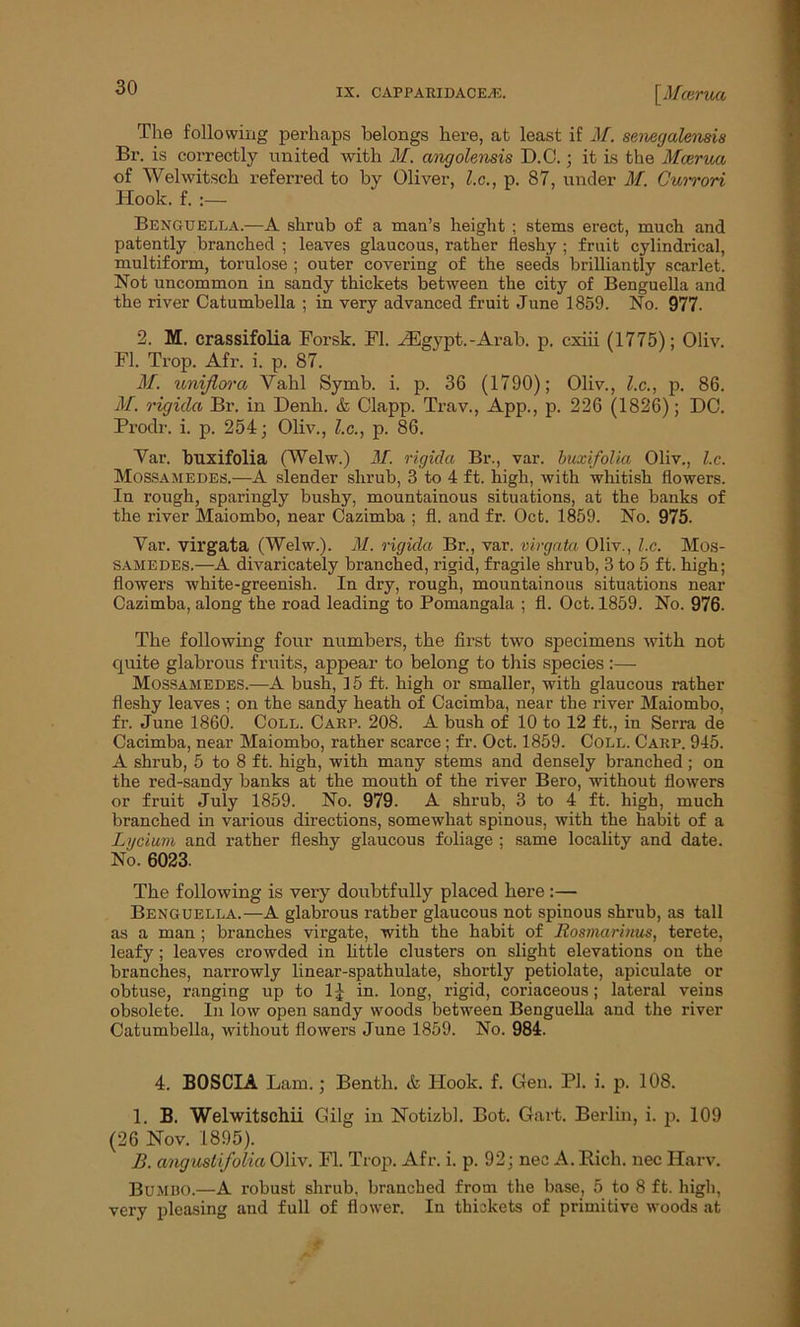 The following perhaps belongs here, at least if M. senegalensis Br. is correctly united with M. angolensis D.C.; it is the Mcerua of Welwitsch referred to by Oliver, l.c., p. 87, under M. Currori Hook. f. Benguella.—A shrub of a man’s height ; stems erect, much and patently branched ; leaves glaucous, rather fleshy ; fruit cylindrical, multiform, torulose ; outer covering of the seeds brilliantly scarlet. Not uncommon in sandy thickets between the city of Benguella and the river Catumbella ; in very advanced fruit June 1859. No. 977. 2. M. crassifolia Forsk. FI. HSgypt.-Arab. p. cxiii (1775); Oliv. FI. Trap. Afr. i. p. 87. M. uniflora Vahl Symb. i. p. 36 (1790); Oliv., l.c., p. 86. M. rigida Br. in Denh. & Clapp. Trav., App., p. 226 (1826); DC. Prodr. i. p. 254; Oliv., l.c., p. 86. Far. buxifolia (Welw.) M. rigida Br., var. buxifolia Oliv., l.c. Mossamedes.—A slender shrub, 3 to 4 ft. high, with whitish flowers. In rough, sparingly bushy, mountainous situations, at the banks of the river Maiombo, near Cazimba ; fl. and fr. Oct. 1859. No. 975. Yar. virgata (Welw.). M. rigida Br., var. virgata Oliv., l.c. Mos- samedes.—A divaricately branched, rigid, fragile shrub, 3 to 5 ft. high; flowers white-greenish. In dry, rough, mountainous situations near Cazimba, along the road leading to Pomangala ; fl. Oct. 1859. No. 976. The following four numbers, the first two specimens with not quite glabrous fruits, appear to belong to this species :— Mossamedes.—A bush, 15 ft. high or smaller, with glaucous rather fleshy leaves ; on the sandy heath of Cacimba, near the river Maiombo, fr. June 1860. Coll. Carp. 208. A bush of 10 to 12 ft., in Serra de Cacimba, near Maiombo, rather scarce ; fr. Oct. 1859. Coll. Carp. 945. A shrub, 5 to 8 ft. high, with many stems and densely branched; on the red-sandy banks at the mouth of the river Bero, without flowers or fruit July 1859. No. 979. A shrub, 3 to 4 ft. high, much branched in various directions, somewhat spinous, with the habit of a Lycium and rather fleshy glaucous foliage ; same locality and date. No. 6023. The following is very doubtfully placed here:— Benguella.—A glabrous rather glaucous not spinous shrub, as tall as a man ; branches virgate, with the habit of Rosmarinus, terete, leafy; leaves crowded in little clusters on slight elevations on the branches, narrowly linear-spathulate, shortly petiolate, apiculate or obtuse, ranging up to 1£ in. long, rigid, coriaceous; lateral veins obsolete. In low open sandy woods between Benguella and the river Catumbella, without flowers June 1859. No. 984. 4. BOSCIA Lam.; Benth. & Hook. f. Gen. PI. i. p. 108. 1. B. Welwitschii Gilg in Notizbl. Bot. Gart. Berlin, i. p. 109 (26 Nov. 1895). B. angustifolia Oliv. Fl. Trop. Afr. i. p. 92; nec A. Rich, nec Ilarv. Bumdo.—A robust shrub, branched from the base, 5 to 8 ft. high, very pleasing and full of flower. In thickets of primitive woods at